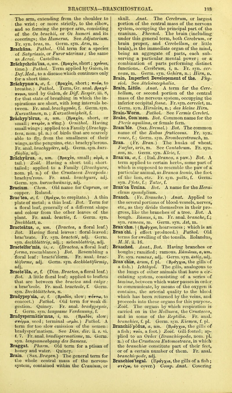The arm, extending from the shoulder to the wrist; or more strictly, to the elbow, and so foming the proper arm, consisting of the Os brachii, or Os humeri and its coverings; the Humerus. See Adjutorium. Fr. syn. bras, m. Germ. syn. Arm, m. Brachuna. Pathol. Old term for a species of Satyriasis, or Furoruterinus ; the same as Acrai. Castellus. Brachychron'ius, a, urn. (Bpoxir, short; XP^vos, time.) Pathol. Tenn applied by Galen, in Def.Med., to a disease which continues only for a short time. Brachypnoe'a, te, f. (Bpaxvs, short; irveo), to breathe.) Pathol. Term, Gr. anal./Spaxu- nvota, used by Galen, de Biff. Respir. iii. 8, for that state of breathing in which the in- spirations are short, with long Lntei-vals be- tween. Fr. anal, hrachypnee, f. Germ. syn. Kurzathmen, n.; Eurzathmigkeit, f. Brachyp'terus, a, um. (Bpoxus, short, or small; imphv, a wing.) Urnithol. Having small wings ; applied to a Family {Brachyp- tera, nom. pi. n.) of birds that are scarcely able to fly, from the smallness of their wings, as the penguins, etc.: brachyp'terous. Fr. anal, hrachyptere, adj. Germ. syn. kurz- fl'uiiliq, adj. Bracbyurus, a, um. (Bpaxws, small; ovpa, a tail.) Zobl. Having a short tail; sliort- tailed; applied to a Family (Brachyura, nom. pi. n.) of the Crustacea Decapoda: brachyu'rous. Fr. anal, brachyure, adj. Germ. syn. kurzschwcinzig, adj. Bracium. Chem. Old name for Cuprum, or copper. Ruland. Brac'tea, cb, f. {Bpdxo>, to crepitate.) A thin plate of metal; a thin leaf. Bot. Term for a floral leaf, generally of a difl'erent shape and colour from the other leaves of the plant. Fr. anal, bractie, f. Germ. syn. Deckblatt, n. Bracteatus, a, um. (Bractea, a floral leaf.) Bot. Having floral leaves : floral-leaved: hrac'teate. Fr. syn. bractcte, adj. Germ, syn. dcckblattrig, adj.; nebenblattrig, adj. Bractelfor'mis, is, e. {Bractea, a floral leaf; forma, resemblance.) Bot. Eesembling a floral leaf: braote'iform. Fr. anal, brac- teiforme, adj. Germ. syn. deckblattformig, adj. Bracte'ola, a, f. (Dim. Bractea, a floral leaf.) Bot. A little floral leaf; applied to leaflets that are between the bractea and calyx: a brac'teole. Fr. anal, bracteole, f. Germ, syn. Deckbliittchen, n. Bradypep'sia, a, f. (BpaSuy, slow; ireTTTo), to concoct.) Pathol. Old term for weak di- gestion. Quincy. Fr. anal, bradypepsie, f. Germ. syn. langsame Verdauung, f. Bradyspermatis'mus, i, m. (Bpa5uj, slow; CTTep/xa, seed; terminal -lafihs.) Pathol. A term for too slow emission of the semen : bradysper'matism. See Diss. div. ii. s. vi. t. 7. Fr. anal, bradispermatisme, m. Germ, syn. langsameabgang des Samens. Braggat. Pharm. Old term for a ptisan of honey and water. Quincy. Brain. {Snx.Bragen.) The general term for tlie whole central mass of the nervous system, contained within the Cranium, or skull. Anat. The Cerebrum, or largest portion of the central mass of the nervous system, occupying the principal part of the cranium. Phrenol. The brain (including under this general term, both Cerebrum,, or brain proper, and Cerebellum, or little brain), is the immediate organ of the mind, being an aggregate of parts, each sub- serving a particular mental power; or a combination of parts performing distinct functions. Cerebrum, i, n. Fr. syn. cer- veau, m. Germ. syn. Gehirn, n.; Him, n. Brain, Imperfect Developement of the. Phy- siol. See Ateloencephalia. Brain, Little. Anat. A term for the Cere- bellum, or second portion of the central mass of the nervous system, occupying the inferior occipital fossa. Fr. syn. cervelet, m. Germ. syn. Hirnlein, n.; das kleine Him. Brain-Worm. Pathol. See Vermis Cerebri. Brake, Com'mon. Bot. Common name for the Ptcris aquilina, or female fern. BramTjle. {'Aax.Bremel.) Bot. The common name of the Rabus fruticosus. Fr. syn. ronce, f.; Germ. syn. Brombeerstrauch, m. Bran. (Fr. Bran.) The husks of wheat. Furfur, iiris, m. See Cantabrum. Fr. syn. son, m. Germ. syn. Kleie, f. Bran'ca, (E, f. (Ital. jSranca, a paw.) Bot. A term applied to certain herbs, some part of which is supposed to resemble the paw of a particular animal, as iJmjifa leonis, the foot of the hon, etc. I'r. syn. patte, f. Germ, syn. Pfote, L; Tatze, f. Bran'ca ITrsina. Bot. A name for the ifera- cleuin spondylium. Branch. (Fr. Branche.) Anat. Applied to the several portions of blood-vessels, nerves, etc., as they divide themselves in their pro- gress, like the branches of a tree. Bot. A bough. Ramus, i,m. Fr. anal. 6ra)ic7je, f.; syn. rameau, m. Germ. syn. Ast, m. Bran'chae. | (Bpa7xos, hoarseness ; which is an Bran'chi. ) effect produced.) Pathol. Old terms for swelluig of the tonsils. Eolandus, M.3I. ii. 16. Branched. Anat., Bot. Having branches or boughs; raniifled; ramous. Rdmosus, a,um. Fr. syn. rameux, adj. Germ. syn. dstig, adj. Bran'chiae, arum, f. pi. (Bp6.■yx^o■, the gills of a tish.) Ichtliyol. The gills, analogous to the lungs of other animals that have a cir- culating system, consisting of a series of lamina, between which water passes in order to communicate, by means of the oxygen it contains, the arterial quality to the blood which has been returned by the veins, and proceeds into these organs for this pm'pose. Zool. The organs by which respiration is carried on in the Mollusca, the Crustacea,, and in some of the RejJtilia. Fr. anal. branchies, f. pi. Germ. syn. Kiemen, f. pi. Branchio'podus, a, um. (Bpayxia, the gills of alish; iroCs, a foot.) Zo'ul. Gill-footed; ap- phed to an Order (Branchiopoda, nom. pi. n.) of the Crustacea Entomostraca, in which the brauchice constitute part of their feet, or of a certain number of them. Fr. anal. branchiopode, adj. BrancMos'tegal. (Bpa7xia, the gills of a fish ; a7f-}u, to cover.) Comp. Anat. Covering
