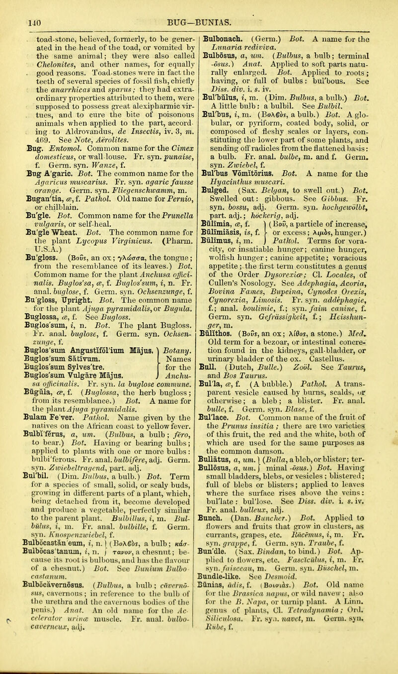 toad-stone, believed, formerly, to be gener- ated in the head of the toad, or vomited by the same animal; they were also called Chelonites, and other names, for equally . good reasons. Toad-stones were in fact the teeth of several species of fossil fish, chiefly the anarrhicas and sparus; they had extra- ordinary properties attributed to them, were supposed to possess great alexipharmic vir- tues, and to cure the bite of poisonous animals when applied to the part, accord- ing to Aldrovandus, de Insectis, iv. 3, m. 4f)9. See Note, Aerolites. Bug. Entomol. Common name for the Cimex domesticus, or wall-louse. Fr. syn. punaise, f. Germ. syn. Wanze, f. Bug A'garic. Bot. The common name for the Agaricus muscarius. Fr. syn. agaric fausse oranpe. Germ. syn. Fliegenschwamm, m. Bugan'tia, «, f. Pathol. Old name for Pernio, or chilblain. Bu'gle. Bot. Common name for the PruTieWa vulgaris, or self-heal. Bu'gle Wheat. Bot. The common name for the plant Lycopus Virginicus. (Phann. U.S.A.) Bu'gloss. (Bovs, an ox; yXiicraa, the tongue; from the resemblance of its leaves.) Bot. Common name for the plant Anchusa offici- nalis. Buglos'sa, ce, f. Buglos'sum, i, n. Fr. anal, huglose, f. Germ. syn. Ochsenzunge, f. Bu'gloss, TJpright. Bot. The common name for the plant Ajuga pijramidalis, or Bugula. Buglossa, ce, f. See Bugloss. Buglos'sum, i, n. Bot. The plant Bugloss. Fr. anal, buglose, f. Germ. syn. Ochsen- zunge, f. Buglos'sum Angustifolium Majus. \ Botany. Buglos'sum Sativum. _ Names Buglos'sum Sylves'tre. ' for the Buglos'sum Vulgare Majus. J Anchu- sa officinalis. Fr. syn. la buglose commune. Biigula, <p, f. {Buglossa, the herb bugloss ; from its resemblance.) Bot. A name for the j)\a,nt Ajuga pyramidalis. Bulam Fe'ver. Pathol. Name given by the natives on the African coast to yeUow fever. Bulbi'ferus, a, urn. {Bulbus, a bulb; fero, to bear.) Bot. Having or bearing bulbs; applied to plants with one or more bulbs: biUbi'ferous. Fr. anal. 6Mi&(/ere, adj. Germ, syn. Zwicbeltrogcnd, part. adj. Bul'bU. (Dim. 2i'i(/;;(ts, a bulb.) Bot. Term for a species of small, solid, or scaly buds, growing in different parts of a plant, which, being detached from it, become developed and produce a vegetable, perfectly similar to the parent plant. Bulbillus, i, m. Bul- bfdus, i, m. Fr. anal, bulbille, f. Germ, syn. Knospcnzwiebel, f. Bulbocastan eum, i, n. [ (HioKShs, a bulb ; Kia- Bulbocas'tanum, i, n. j racoc, a chesnut; be- cause its root is bulbous, and has the flavour of a chesnut.) Bot. See Buniuiii Bulbo cast ail i(w. Bulbocavernosus. (Bulbus, a bulb; cnverno- sus, cavernous ; in reference to the bulb of the urethra and the cavernous bodies of the penis.) Anat. An old name for the Ac- celerator uriiice muscle. Fr. anal, bulbo- caoerneux, adj. Bulbonach. (Germ.) Bot. A name for the Lunaria rediviva. Bulbosus, a, uni. (Bulbus, a bulb; terminal -usus.) Anat. Applied to soft parts natu- rally enlarged. Bot. Applied to roots; having, or full of bulbs: bul'bous. See Diss. div. i. s. iv. Bul'bulus, i, m. (Dim. Btilbns, a bulb.) Bot. A little bulb: a bulbil. See Bulbil. Bul'bus, i, m. (BoAgos, a bulb.) Bot. A glo- bular, or pyriform, coated body, solid, or composed of fleshy scales or layers, con- stituting the lower part of some plants, and sending off radicles from the flattened basis: a bulb. Fr. anal, bulbe, m. and f. Germ, syn. Zwiebel, f. Bul'bus Vomitorius. Bot. A name for the Hyacinthus inuscari. Bulged. (Sax. Belgan, to swell out.) Bot. Swelled out: gibbous. See Gibbus. Fr. syn. bossu, adj. Genn. syn. liochgetoiilbt, part, adj.; hockerig, ad). Bulimia, ce, f. 1 (Bov, a particle of increase, Bulimiasis, is, f. I or excess; Ai/ibs, hunger.) Biilimus, i, m. ) Pathol. Terms for vora- city, or insatiable hunger; canine hunger, wolfish hunger ; canine appetite; voracious appetite ; the first term constitutes a genus of the Order Dysorexice; CI. Locales, of CuUen's Nosology. See Adephagia, Acoria, Bovina Fames, Bupeina, Cynodcs Orcxis, Cynorexia, Limosis. Fr. syn. addephagie, f.; anal, boulimie, f.; syn./aim canine, f. Germ. syn. Gefrdssigkcit, f.; Heisshun- ger, m. BiUithos. (Bovs, an ox; \idos, a stone.) 3Ied. Old term for a bezoar, or intestinal concre- tion found in the kidneys, gall-bladder, or urinajy bladder of the ox. Castellus. Bull. (Dutch, Bulle.) Zoiil. See Taurus, and Bos Taurus. Bul'la, ffi, f. (A bubble.) Pathol. A trans- parent vesicle caused by burns, scalds, or otherwise; a bleb; a blister. Fr. anal. bulle, f. Germ. syn. Blase, f. Bul'lace. Bot. Common name of the fruit of the Prunus insitia ; there are two varieties of this fruit, the red and the white, both of which are used for the same pmposes as the common damson. Bullatus, a, um. \ (Bulla, a bleb, or blister; ter- Bullosus, a, Mni. I minal-osits.) Bot. Having small bladders, blebs, or vesicles ; blistered; full of blebs or bhsters; applied to leaves where the surface rises above the veins: bul'late : bul'lose. See Diss. div. i. s. iv. Fr. anal, bulleux, adj. Bunch. (Dan. Bunchcr.) Bot. Applied to flowers and fruits tliat grow in clusters, as currants, grapes, etc. Eacemus, i, m. Fr. syn. grappe, f. Germ. syn. Traube, f. Bun'dle. (Sax. Bijidan, to bind.) Bot. Ap- plied to flowers, etc. Fasciculus, i, m. Fr. nyn./disceau, m. Germ. syn. Biischel, m. Bundle-like. See Desmoid. Bunias, adis,L [Bowt^s.) Bot. Old name for the Brassica luqjus, or wild navew; al^o for the B. Napa, or timiip plant. A Linn, genus of plants, CI. Tctradgnumia; Onl. Siliculosa. Fr. sy.i. navet, m. Germ, syn. Rube, f.