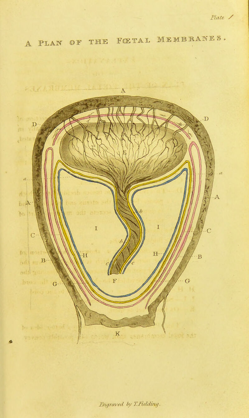 Plate / Engraved by T.I'idduuj.