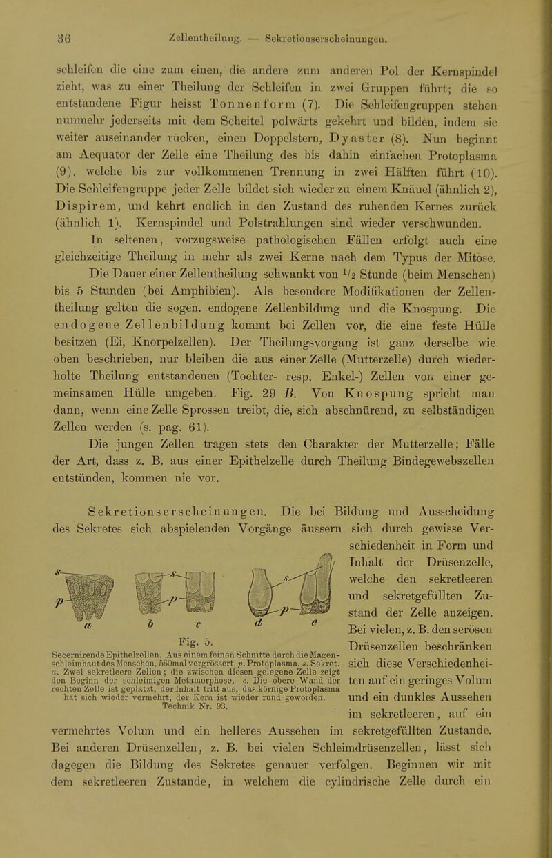 schleifen die eine zum einen, die andere zum anderen Pol der Kernspindel zieht, was zu einer Theilung der Schleifen in zwei Gruppen führt; die so entstandene Figur heisst Tonnenforra (7). Die Schleifengruppen stehen nunmehr jederseits mit dem Scheitel polwärts gekehrt und bilden, indem sie weiter auseinander rücken, einen Doppelstern, Dyaster (8). Nun beginnt am Aequator der Zelle eine Theilung des bis dahin einfachen Protoplasma (9), welche bis zur vollkommenen Trennung in zwei Hälften führt (10). Die Schleifengruppe jeder Zelle bildet sich wieder zu einem Knäuel (ähnlich 2), Dispirera, und kekrt endlich in den Zustand des ruhenden Kernes zurück (ähnlich 1). Kernspindel und Polstrahlungen sind wieder verschwunden. In seltenen, vorzugsweise pathologischen Fällen erfolgt auch eine gleichzeitige Theilung in mehr als zwei Kerne nach dem Typus der Mitose. Die Dauer einer Zellentheilung schwankt von Stunde (beim Menschen) bis 5 Stunden (bei Amphibien). Als besondere Modifikationen der Zellen- theilung gelten die sogen, endogene Zellenbildung und die Knospung. Die endogene Zellenbildung kommt bei Zellen vor, die eine feste Hülle besitzen (Ei, Knorpelzellen). Der Theilungsvorgang ist ganz derselbe wie oben beschrieben, nur bleiben die aus einer Zelle (Mutterzelle) dm-ch Avieder- holte Theilung entstandenen (Tochter- resp. Enkel-) Zellen voii einer ge- meinsamen Hülle umgeben. Fig. 29 B. Von Knospung spricht man dann, wenn eine Zelle Sprossen treibt, die, sich abschnürend, zu selbständigen Zellen werden (s. pag. 61). Die jungen Zellen tragen stets den Charakter der Mutterzelle; Fälle der Art, dass z. B. aus einer Epithelzelle durch Theilung Bindegewebszellen entstünden, kommen nie vor. Sekretionserscheinungen. Die bei Bildung und Ausscheidung des Sekretes sich abspielenden Vorgänge äussern sich dvirch gewisse Ver- schiedenheit in Form und Inhalt der Drüsenzelle, welche den sekretleeren und sekretgefüllten Zu- stand der Zelle anzeigen. Bei vielen, z. B. den serösen Drüsenzellen beschränken Secernirende Epithelzellen. Aus einem feinen Schnitte durch die Magen- schleimhaut des Menschen. 560mal vergrössert. p. Protoplasma. *. Sekjet. sich dieSC Vcrschiedenhei- a. Zwei sekretleere Zellen; die zwischen diesen gelegene Zelle zeigt . . -xt ^ den Beginn der schleimigen Metamorphose, e. Die obere Wand der tcn auf ein geringes Volum rechten Zelle ist geplatzt, der Inhalt tritt aus, das körnige Protoplasma i • i i i hat sich wieder vermehrt, der Kern ist wieder rund geworden. und ein duukles Aussehen Technik Nr. 93. ^ . , , n • im sekretleeren, auf ein vermehrtes Volum und ein helleres Aussehen im sekretgefüllten Zustande. Bei anderen Drüsenzellen, z. B. bei vielen Schleimdrüseuzellen, lässt sich dagegen die Bildung des Sekretes genauer verfolgen. Beginnen wir mit dem sekretleeren Zustande, in welchem die cylindrische Zelle durch ein