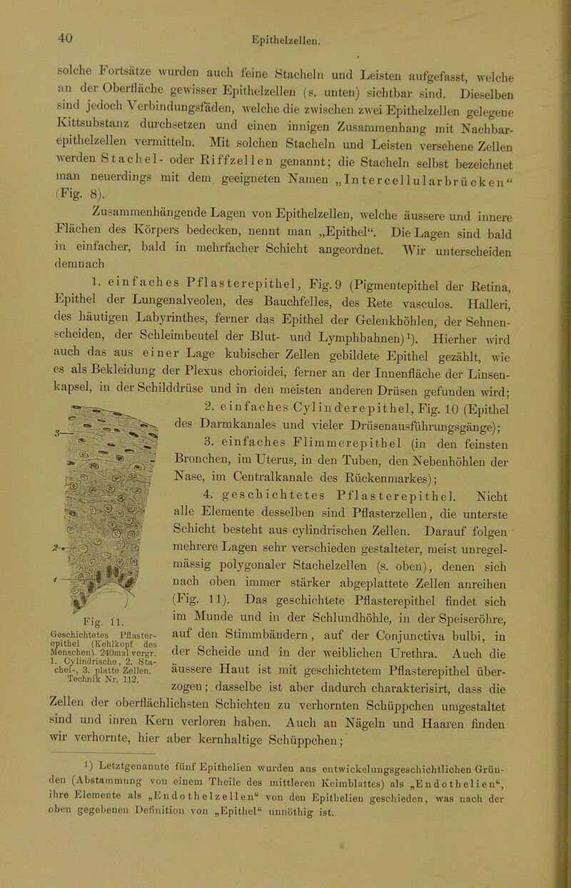 solche Fortsätze wurden auch feine Stacheln und Leisten aufgefasst, welche an der Obei-fiäche gewisser Epithelzellen (e. unten) sichtbar sind. Dieselben sind jedoch Verbindimgsfäden, welche die zwischen zwei Epithelzellen gelegene Kittsubstanz durchsetzen und einen innigen Zusammenhang mit Nachbar- epithelzellen vermittelu. Mit solchen Stacheln und Leisten versehene Zellen werden Stachel- oder Riffzellen genannt; die Stacheln selbst bezeichnet man neuerdings mit dem geeigneten Namen „Intercellularbrücken (Fig. 8). Zusammenhängende Lagen von Epithelzellen, welche äussere und innere Flächen des Körpers bedecken, nennt man „Epithel. Die Lagen sind bald in einfacher, bald in mehrfacher Schicht angeordnet. Wir unterscheiden demnach 1. einfaches Pflasterepithel, Fig.9 (Pigmentepithel der Retina, Epithel der Lungen alveolen, des Bauchfelles, des Rete vasculos. Halleri, des häutigen Labyrinthes, ferner das Epithel der Gelenkhöhlen, der Sehnen- scheiden, der Schleimbeutel der Blut- und Lymphbahnen) i). Hierher wird auch das aus einer Lage kubischer Zellen gebildete Epithel gezählt, wie es als Bekleidung der Plexus chorioidei, ferner an der Linenfläche der Linsen- kapsel, in der Schilddrüse und in den meisten anderen Drüsen gefunden wird; 2. einfaches Cylinderepithel, Fig. 10 (Epithel des Darmkanales und vieler Drüsen ausführungsgänge); 3. einfaches Flimmerepitbel (in den feinsten Bronchen, im Uterus, in den Tuben, den Nebenhöhlen der £ f Nase, im Centralkanale des Rückenmarkes); ' 4. geschichtetes Pflasterepithel. Nicht ;®) 1^ alle Elemente desselben sind Pflasterzellen, die unterste s Schicht besteht aus cylindrischen Zellen. Darauf folgen --T mehrere Lagen sehr verschieden gestalteter, meist unregel- ' iä> s-' mässig polygonaler Stachelzellen (s. oben), denen sich ^väMMSäi^ nach oben immer stärker abgeplattete Zellen anreihen (Fig. 11). Das geschichtete Pflasterepithel findet sich Fig. 11. Munde und in der Schlundhöhle, in der Speiseröhre, Geschichtetes Pflaster- auf den Stimmbändern, auf der Coniunctiva bulbi in epithel (Kehllcopf des „ , . , i . , ., , Menschen). 240mai veigr. der bcheide und Hl der weiblichen Urethra. Auch die 1. Cyiindrische, 2. Sta- .. • . , . , Obel-, 3. platte Zellen. ausscre Haut ist mit geschichtetem Pflasterepithel über- Technik Nr. 112. j 11 • , -, , , zogen; dasselbe ist aber dadurch charakterisirt, dass die Zellen der oberflächlichsten Schichten zu verhornten Schüppchen umgestaltet sind und inren Kern verloren haben. Auch an Nägeln und Haaren finden wir verhornte, hier aber kernhaltige Schüppchen; 1) Letztgenannte fünf Epithelien wurden aus entwickelungsgesclüchtlichen Grün- den (Abstammung von einem Theile des mittleren Keimblattes) als „E n d o t h e 1 i e n^, ihre Elemente als „Endo th e 1 ze 11 en von den Epithelien geschieden, was nach der oben gegeijenen Definition von „Epithel unnöthig ist.