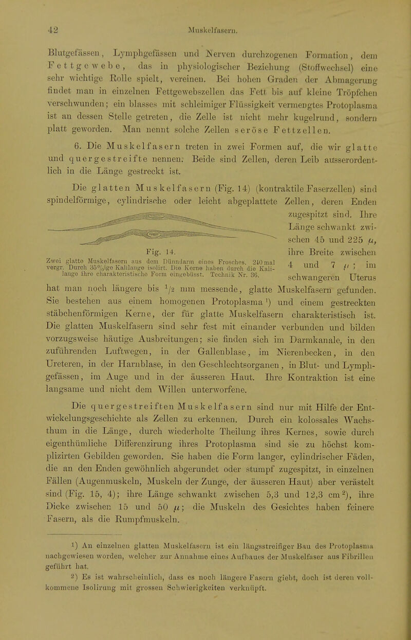 Blutgefässen, Lymphgefässen und ]Serven durchzogenen Formation, dem Fettgewebe, das iu physiologischer Beziehung (Stoffwechsel) eine sehr Avichtige Rolle spielt, vereinen. Bei hohen Graden der Abmagerung findet man iu einzelnen Fettgewebszellen das Fett bis auf kleine Tröpfchen verschwunden; ein blasses mit schleimiger Flüssigkeit vermengtes Protoplasma ist an dessen Stelle getreten, die Zelle ist nicht mehr kugelrund, sondern platt geworden. Man nennt solche Zellen seröse Fettzeilen. 6. Die Muskelfasern treten in zwei Formen auf, die wir glatte und quergestreifte nennen. Beide sind Zellen, deren Leib ausserordent- lich in die Länge gestreckt ist. Die glatten Muskelfasern (Fig. 14) (kontraktile Faserzellen) sind spindelförmige, cyliudrische oder leicht abgeplattete Zellen, deren Enden zugespitzt sind. Ihre Länge schwankt zwi- schen 45 und 225 f^, Fig. 14. ihre Breite zwischen Zwei glatte Muskelfasern aus dem DüiinJarin eines Frosches. 240mal a n . 4,^, vergr. Durch 35/oige Kalihuige isolirt. Die Kerne haben durch die Kali- l ' lauge ihre charakteristische Form ein^:ebüsst. Technik Nr. 36. ScllWangereU UtCruS hat mau noch längere bis I/2 nun messende, glatte Muskelfasern gefunden. Sie bestehen aus einem homogenen Protoplasma') und einem gestreckten stäbchenförmigen Kerne, der für glatte Muskelfasern charakteristisch ist. Die glatten Muskelfasern sind sehr fest mit einander verbunden und bilden vorzugsweise häutige Ausbreitungen; sie finden sich im Darmkanale, in den zuführenden Luftwegen, iu der Gallenblase, im Nierenbecken, in den Ureteren, in der Plarnblase, in den Geschlechtsorganen, in Blut- und Lymph- gefässen, im Auge und in der äusseren Haut. Ihre Rontraktion ist eine langsame und nicht dem Willen unterworfene. Die quergestreiften Musk elfasern sind nur mit Hilfe der Ent- wickelungsgeschichte als Zellen zu erkennen. Durch ein kolossales Wachs- thum in die Länge, durch wiederholte Theilung ihres Kernes, sowie durch eigenthümliche DifFerenzirung ihres Protoplasma sind sie zu höchst kom- plizirten Gebilden geworden. Sie haben die Form langer, cylindrischer Fäden, die an den Enden gewöhnlich abgerundet oder stumpf zugespitzt, in einzelnen Fällen (Augenmuskeln, Muskeln der Zunge, der äusseren Haut) aber verästelt sind (Fig. 15, 4); ihre Länge schwankt zwischen 5,3 und 12,3 cm 2), ihre Dicke zwischen 15 und 50 (.i; die Muskeln des Gesichtes haben feinere Fasern, als die Rumpfmuskeln. 1) An einzelneu glatten Muskelfasern ist ein liingsstreifiger Bau des Protoplasma nachgewiesen worden, welcher zur Annahme eines Aufbaues der Muskelfaser aus Fibrillen geführt hat. 2) Es ist wahrsclieinlicli, dass es noch längere Fasern giebt, doch ist deren voll- kommene Isoliruug mit grossen Schwierigkeiten verknüpft.