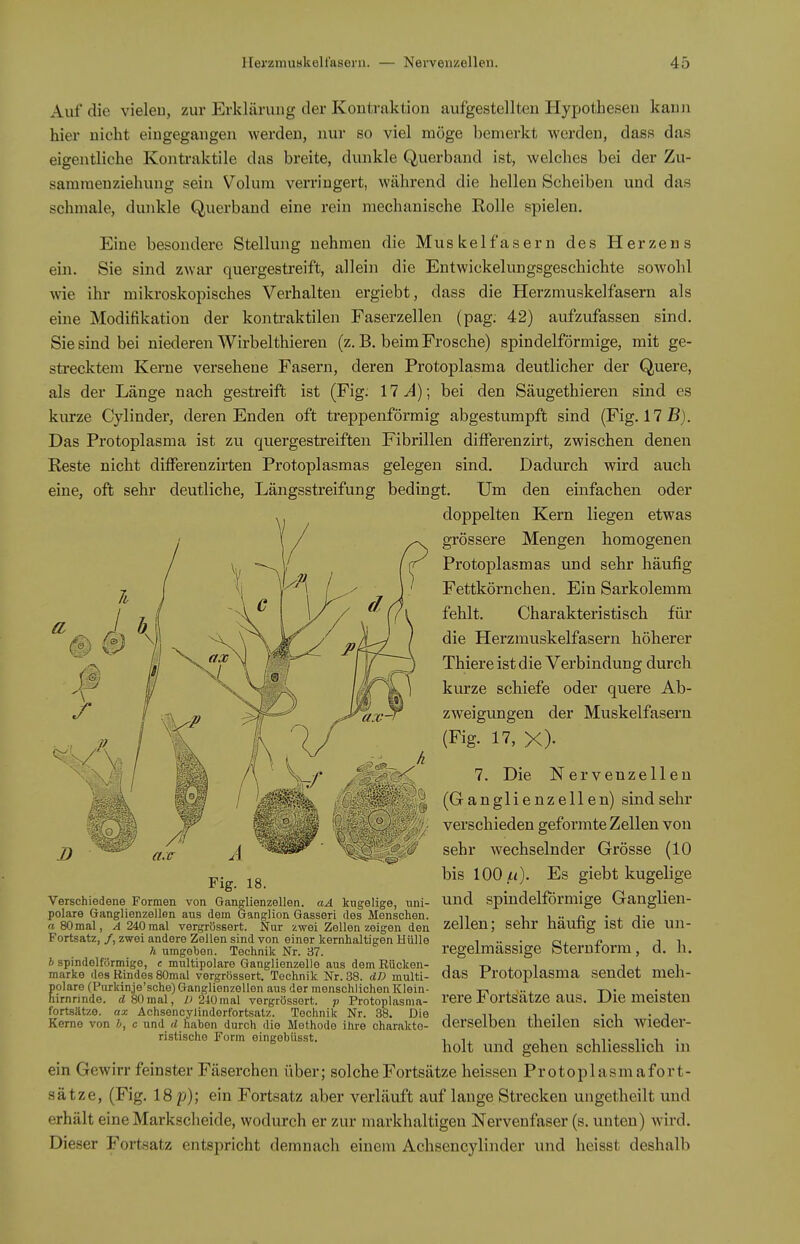 Auf die vieleu, zur Erklärung der Kontraktion aufgestellten Hypothesen kann hier nicht eingegangen werden, nur so viel möge bemerkt Averden, dass das eigentliche Konti-aktile das breite, dunkle Querband ist, welches bei der Zu- samraenziehung sein Volum verringert, während die hellen Scheiben und das schmale, dunkle Querband eine rein mechanische Kolle spielen. Eine besondere Stellung nehmen die Muskelfasern des Herzens ein. Sie sind zwar quergestreift, allein die Entwickelungsgeschichte sowohl wie ihr mikroskopisches Verhalten ergiebt, dass die Herzmuskelfasern als eine Modifikation der kontraktilen Faserzellen (pag; 42) aufzufassen sind. Sie sind bei niederen Wirbelthieren (z. B. beim Frosche) spindelförmige, mit ge- strecktem Kerne versehene Fasern, deren Protoplasma deutlicher der Quere, als der Länge nach gestreift ist (Fig. 17^); bei den Säugethieren sind es kurze Cylinder, deren Enden oft treppenförmig abgestumpft sind (Fig. 17i5). Das Protoplasma ist zu quergestreiften Fibrillen differenzirt, zwischen denen Reste nicht differenzirten Protoplasmas gelegen sind. Dadurch wird auch eine, oft sehr deutliche. Längsstreifung bedingt. Um den einfachen oder doppelten Kern liegen etwas grössere Mengen homogenen Protoplasmas und sehr häufig Fettkörnchen. Ein Sarkolemm fehlt. Charakteristisch für die Herzmuskelfasern höherer Thiere ist die Verbindung durch kurze schiefe oder quere Ab- zweigungen der Muskelfasern (Fig. 17, X). 7. Die Nervenzellen (Ganglienzellen) sind sehr verschieden geformte Zellen von sehr wechselnder Grösse (10 bis 100 Ii). Es giebt kugelige und spindelförmige Ganglien- zellen; sehr häufig ist die un- regelmässige Sternforra, d. h. das Protoplasma sendet meh- rere Fortsätze aus. Die meisten derselben theilen sich wieder- holt und gehen schliesslich in ein Gewirr feinster Fäserchen über; solche Fortsätze heissen Protoplasmafort- sätze, (Fig. 18p); ein Fortsatz aber verläuft auf lange Strecken ungetheilt und erhält eine Markscheide, wodurch er zur markhaltigen Nervenfaser (s. unten) wird. Dieser Fortsatz entspricht demnach einem Achsencylinder und heisst deshalb Fig. 18. Verschiedene Formen von Ganglienzellen. aA kugelige, uni- polare Ganglienzellen aus dem Ganglion Gasseri des Menschen. «80mal, ..d 240mal vergrössert. Nur zwei Zellen zeigen den Fortsatz, /, zwei andere Zellen sind von einer kernhaltigen Hülle h umgeben. Technik Nr. 37. b spindelförmige, c multipolare Ganglienzello aus dem Eücken- marke des Rindes 80mal vergrössert. Technik Nr. 38. dD multi- olaro (Purkinje'sche) Ganglienzellen aus der menschlichen Klein- irnrindo. d 80mal, /) 240mal vergrössert. p Protoplasma- fortsätze, ax Achsencylinderfortsalz. Technik Nr. 38. Die Kerne von b, c und d haben durch die Methode ihre charakte- ristische Form eingebiisst.
