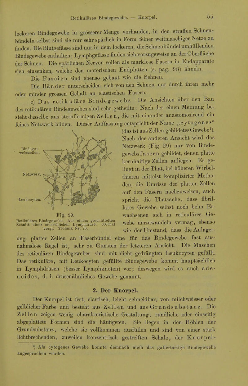 Rotikulilves Bindegewebe. — Kuovpel. lockeren Bindegewebe in grösserer Menge vorhanden, in den straffen Selinen- bimdeln selbst sind sie nur sehr spärlich in Form feiner weitmaschiger Netze zu finden. Die Blutgefässe sind nur in dem lockeren, die Sehnenbündel umhüllenden Bindegewebe enthalten; Lymphgefässe finden sich vorzugsweise an der Oberfläche der Sehnen. Die spärlichen Nerven sollen als marklose Fasern in Endapparate sich einsenken, welche den motorischen Endplatten (s. pag. 98) ähneln. Die Fascien sind ebenso gebaut Avie die Sehnen. Die Bänder unterscheiden sich von den Sehnen nur durch ihren mehr oder minder grossen Gehalt an elastischen Fasern. c) Das retikuläre Bindegewebe. Die Ansichten über den Bau des retikulären Bindegewebes sind sehr getheilte : Nach der einen Meinung be- steht dasselbe aus sternförmigen Zellen, die mit einander anastomosirend ein feines Netzwerk bilden. Dieser Auffassung entspricht der Name „ c y t o g e n e s (das ist aus Zellen gebildetes Gewebe i). Nach der anderen Ansicht wird das Netzwerk (Fig. 29) nur von Binde- gewebsfasern gebildet, denen platte kernhaltige Zellen anliegen. Es ge- lingt in der That, bei höheren Wirbel- thieren mittelst komplizirter Metho- den, die Umrisse der platten Zellen auf den Fasern nachzuweisen, auch spricht die Thatsache, dass fibril- läres Gewebe selbst noch beim Er- wachsenen sich in reticuläres Ge- webe umzuwandeln vermag, ebenso wie der Umstand, dass die Anlager- ung platter Zellen an Faserbündel eine für das Bindegewebe fast aus- nahmslose Regel ist, sehr zu Gunsten der letzteren Ansicht. Die Maschen des reticulären Bindegewebes sind mit dicht gedrängten Leukocyten gefüllt. Das retikuläre, mit Leukocyten gefüllte Bindegewebe kommt hauptsächlich in Lymphdrüsen (besser Lymphknoten) vor; deswegen wird es auch ade- noides, d. i. drüsenähnliches Gewebe genannt. 2. Der Knorpel. Der Knorpel ist fest, elastisch, leicht schneidbar, von milchweisser oder gelblicher Farbe und besteht aus Zellen und aus Gr un d subs t an z. Die Zellen zeigen wenig charakteristische Gestaltung, rundliche oder einseitig abgeplattete Formen sind die häufigsten. Sie liegen in den Höhlen der Grundsubstanz, welche sie vollkommen ausfüllen und sind von einer stark lichtbrechenden, zuweilen konzentrisch gestreiften Schale, der Knorpel- ') Als cytogenes Gewebe könnte demnach auch das gallertartige Bindegewebe angesprochen werden. Bindege- ■webszellen. Netzwerk. Leukocyten. Fig. 29. Retikuläres Bindegewebe. Aus einem geschüttelten Schnitt einer menschlichen Lymphdrüse. 560 mal vergr. Technik Nr. 76.