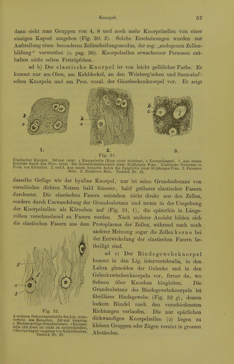 dann sieht man Gruppen von 4, 8 und noch mehr Knorpelzellen von einer einzigen Kapsel umgeben (Fig. 30. 2). Solche Erscheinungen wurden zur Aufstellung eines besonderen Zellentheilungsmodus, der sog. „endogenen Zellen- bildung verwerthet (s. pag. 36). Knorpelzellen erwachsener Personen ent- halten nicht selten Fettröpfchen. ad b) Der elastische Knorpel ist von leicht gelblicher Farbe. Er kommt nur am Ohre, am Kehldeckel, an den Wrisberg'schen und Santorini'- schen Knorpeln und am Proc. vocal. der Giessbeckenknorpel vor. Er zeigt 1. Fig. 31. Elastischer Knorpel. 210 mal vergr. z Knorpelzelie (Kern niclit sichtbar), k Knorpelkapsel. 1. Aus einem Schnitte durch den Proc. vocal. des Giessbeckenknorpels einer 30jährigen Frau. Elastische Substanz in Form von Körnchen. 2. und 3. Ans einem Schnitte durch die Epiglottis einer 60 jährigen Frau. 2. Feineres Netz. 3. Dichteres Netz. Technik Nr. 19. dasselbe Gefüge wie der hyaline Knorpel, nur ist seine Grundsubstanz von verschieden dichten Netzen bald feinerer, bald gröberer elastischer Fasern durchsetzt. Die elastischen Fasern entstehen nicht direkt aus den Zellen, sondern durch Umwandelung der Grundsubstanz und treten in der Umgebung der Knorpelzellen als Körnchen auf (Fig. 31, 1), die späterhin m Längs- reihen verschmelzend zu Fasern werden. Nach anderer Ansicht bilden sich die elastischen Fasern aus dem Protoplasma der Zellen, während nach noch anderer Meinung sogar die Zellen kerne bei der Entwickelung der elastischen Fasern be- |h theiligt sind. ad c) Der Bindegewebsknorpel kommt in den Lig. intervertebralia, in den Labra glenoidea der Gelenke und in den Gelenk zwischen knorpeln vor, ferner da, wo Sehnen über Knochen hingleiten. Die Grundsubstanz des Bindegewebsknorpels ist fibrilläres Bindegewebe (Fig. 32 ^), dessen lockere Bündel nach den verschiedensten Fig. 32. Richtungen verlaufen. Die nur spärlichen ÄÄSÄ dickwandigen Knorpelzellen (s) liegen zu MU^STera^st^nS ra^un^^^ kleinen Gruppen oder Zügen vereint in grossen A Knorpelknpsel umgeben von Kalkkömchen. A KafönrlQn