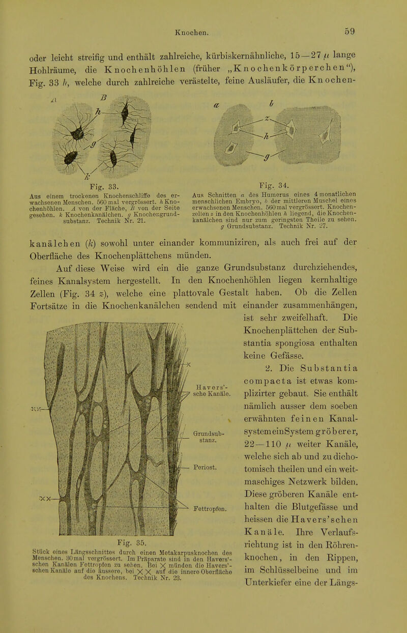 oder leicht streifig und enthält zahlreiche, kürbiskernähnliche, 15 —27^< lange Hohlräume, die Knochenhöhlen (früher „Knochenkörperchen), Fig. 33 welche durch zahlreiche verästelte, feine Ausläufer, die Knochen- Fig. 33. Ans einem trockenen Knochenschliffe des er- ■wachsenen Menschen. 560 mal vergrössert. h Kno- chenhöhlen. A von der Fläche, B von der Seite gesehen, k Knochenkanälchen. (j Knochengrund- sabstanz. Technik Nr. 21. Fig. 34. Aus Schnitten a des Humerus eines 4 monatlichen menschlichen Embryo, b der mittleren Muschel eines erwachsenen Menschen. 560mal vergrössert. Knochen- zellen z in den Knochenhöhlen ä liegend, die Knochen- kanälchen sind nur zum geringsten Theile zu sehen. g Gmndsubstanz. Technik Nr. 27. kanälchen (A;) sowohl unter einander kommuniziren, als auch frei auf der Oberfläche des Knochenplättchens münden. Auf diese Weise wird ein die ganze Grundsubstanz durchziehendes, feines Kanalsystem hergestellt. In den Knochenhöhlen liegen kernhaltige Zellen (Fig. 34 z), welche eine plattovale Gestalt haben. Ob die Zellen Fortsätze in die Knochenkanälchen sendend mit einander zusammenhängen, ist sehr zweifelhaft. Die Knochenplättchen der Sub- stantia spongiosa enthalten keine Gefässe. 2. Die Substantia compacta ist etwas kom- plizirter gebaut. Sie enthält nämlich ausser dem soeben erwähnten feinen Kanal- system ein System gröberer, 22—110 ,« weiter Kanäle, welche sich ab und zu dicho- tomisch theilen und ein weit- maschiges Netzwerk bilden. Diese gröberen Kanäle ent- halten die ßlutgeftisse und heissen die Havers'schen Kanäle. Ihre Vei'l aufs- richtung ist in den Röhren- knochen, in den Rippen, im Schlüsselbeine und im Havers'- sche Kanäle. Grundsub- stanz. Periost. Fettropfen. Fig. 35. Stück eines Längsschnittes durch einen Metalcarpusknochen des Menschen. aOmal vergrössert. Im rr.'lparato sind in den Havers'- schen Kanälen Fottropfen zu sehen. Roi X münden die Havers'- schen Kanäle auf die äussere, bei X X auf die innere OberHUcho dos Knochens. Technik Nr. 23. Unterkiefer eine der Längs-