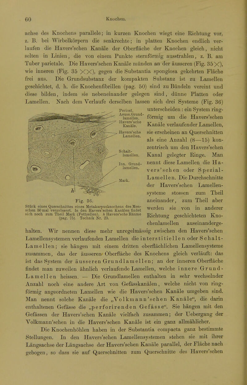 Periost. Aeuss.Grund- iamellen. Havers'sclie Kanäle. Havers'sche Laraeilen. Schalt- lamellen. Inn. Grund- lamellen. nchse des Knocliens parallele; in kurzen Kuochen wiegt eine Richtung vor, z. B. bei Wirbolkörpern die senkrechte; in platten Knochen endlich ver- laufen die Havers'schen Kanäle der Oberfläche der Knochen gleich, nicht selten in Linien, die von einem Punkte sternförmig ausstrahlen, z. B. am Tuber parietale. Die Havers'schen Kanäle münden an der äusseren (Fig. 35X)> wie inneren (Fig. 35 XX)j gegen die Substantia spongiosa gekehrten Fläche frei aus. Die Grundsubstanz der kompakten Substanz ist zu Lamellen geschichtet, d. h. die Knochenfibrillen (pag. 50) sind zu Bündeln vereint und diese bilden, indem sie nebeneinander gelegen sind, dünne Platten oder Lamellen. Nach dem Verlaufe derselben lassen sich drei Systeme (Fig. 36) unterscheiden: ein System ring- förmig um die Havers'schen Kanäle verlaufender Lamellen, sie erscheinen an Querschnitten als eine Anzahl (8—15) kon- zentrisch um den Havers'schen Kanal gelegter Ringe. Man nennt diese Lamellen die Ha- vers'schen oder Spezial- Lamellen. Die Durchschnitte der Havers'schen Lamellen- systeme stossen zum Theil aneinander, zum Theil aber werden sie von in anderer Richtung geschichteten Kno- chenlamellen auseinanderge- halten. Wir nennen diese mebr unregelmässig zwischen den Havers'schen Lamellensystemen verlaufenden Lamellen die interstitiellen oder Schalt- Lamellen; sie hängen mit einem dritten oberflächlichen Lamellensysteme zusammen, das der äusseren Oberfläche des Knochens gleich verläuft: das ist das System der äusseren Grundlamellen; au der inneren Obei-fläche findet man zuweilen ähnlich verlaufende Lamellen, welche innere Grund- Lamellen heissen. — Die Grundlamellen enthalten in sehr wechselnder Anzahl noch eine andere Art von Gefässkanälen, welche nicht von ring- förmig angeordneten Lamellen wie die Havers'schen Kanäle umgeben sind. Man nennt solche Kanäle die „Volkmann'sehen Kanäle, die darin enthaltenen Gefässe die „perforirenden Gefasse. Sie hängen mit den Gefässen der Havers'schen Kanäle vielfach zusammen; der Uebergang der Volkmann'schen in die Havers'schen Kanäle ist ein ganz allmählicher. Die Knochenhöhlen haben in der Substantia compacta ganz bestimmte Stellungen. In den Havers'schen Lamellensystemen stehen sie mit ihrer Längsachse der Längsachse der Havers'schen Kanäle parallel, der Fläche nach gebogen, so dass sie auf Querschnitten zum Querschnitte des Havers'schen Mark. Stück eines Quersclmittes eines Metakarpusknochens des Men- schen 60 mal versTÖssert. In den Hävers sehen Kanälen findet sich noch zum Theil Mark (Fettzellen), h Havers'sche Bäume (pag. 75). Technik Nr. 23.