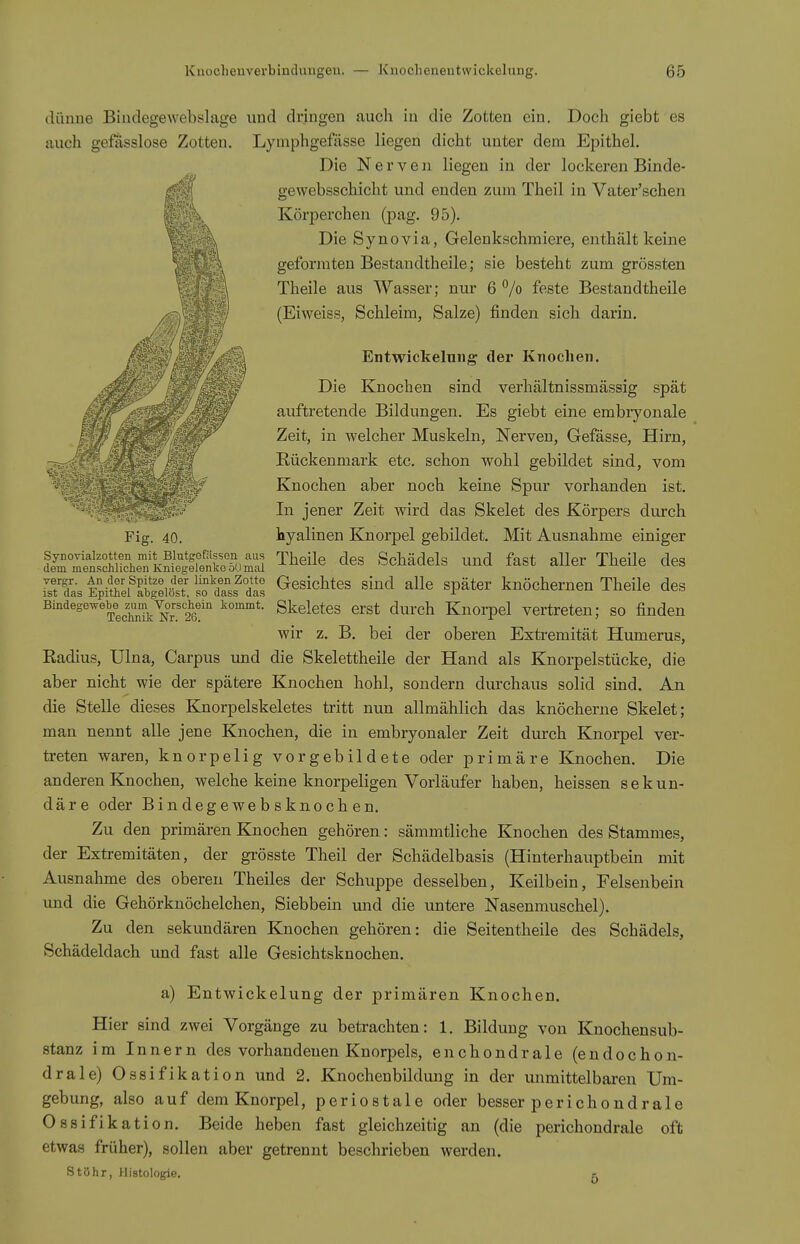 Fig. 40. (lünue Bindegewebslage und dringen auch in die Zotten ein. Doch giebt es auch gefiisslose Zotten. Lymphgefässe liegen dicht unter dem Epithel, Die Nerven liegen in der lockeren Binde- gewebsschicht und enden zum Theil in Vater'schen Körperchen (pag. 95). Die Synovia, Gelenkschmiere, enthält keine geformten Bestandtheile; sie besteht zum grössten Theile aus Wasser; nur 6 °/o feste Bestandtheile (Eiweiss, Schleim, Salze) finden sich darin. Entwickelung der Knochen. Die Knochen sind verhältnissmässig spät auftretende Bildungen. Es giebt eine embryonale Zeit, in welcher Muskeln, Nerven, Gefässe, Hirn, Rückenmark etc. schon wohl gebildet sind, vom Knochen aber noch keine Spur vorhanden ist. In jener Zeit wird das Skelet des Körpers durch hyalinen Knorpel gebildet. Mit Ausnahme einiger fj^TetSr^xSS^^^^ ^^^^^ ^^^^ '^^^ä'^^l^ f^^* ^11^^ Theile des Ä EÄfffiiS sö'dTss^ da^ Gesichtes sind alle später knöchernen Theile des Bindegewebe^z^m_Vorsdwin kommt. Skeletes crst durch Knorpel vertreten; so finden wir z. B. bei der oberen Extremität Humerus, Radius, Ulna, Carpus und die Skelettheile der Hand als Knorpelstücke, die aber nicht wie der spätere Knochen hohl, sondern durchaus solid sind. An die Stelle dieses Knorpelskeletes tritt nun allmählich das knöcherne Skelet; man nennt alle jene Knochen, die in embryonaler Zeit durch Knorpel ver- treten waren, knorpelig vorgebildete oder primäre Knochen. Die anderen Knochen, welche keine knorpeligen Vorläufer haben, heissen sekun- däre oder Bindegewebsknochen. Zu den primären Knochen gehören: sämmtliche Knochen des Stammes, der Extremitäten, der grösste Theil der Schädelbasis (Hinterhauptbein mit Ausnahme des oberen Theiles der Schuppe desselben, Keilbein, Felsenbein und die Gehörknöchelchen, Siebbein und die untere Nasenmuschel). Zu den sekundären Knochen gehören: die Seitentheile des Schädels, Schädeldach und fast alle Gesichtsknochen. a) Entwickelung der primären Knochen. Hier sind zwei Vorgänge zu betrachten: 1. Bildung von Knochensub- stanz im Innern des vorhandenen Knorpels, enchondrale (endochon- drale) Ossifikation und 2. Knochenbildung in der unmittelbaren Um- gebung, also auf dem Knorpel, periostale oder besser perichondrale Ossifikation. Beide heben fast gleichzeitig an (die perichondrale oft etwas früher), sollen aber getrennt beschrieben werden. Stöhr, Histologie. e