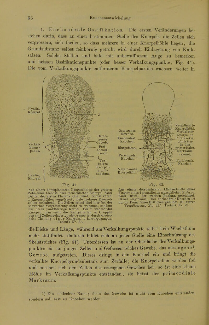 1. Enchondrale Ossifikation. Die ersten Veränderungen be- stehen darin, dass an einer bestimmten Stelle des Knorpels die Zellen sieh vergrössern, sich theilen, so dass mehrere in einer Knorpelhöhle liegen, die Grundsubstanz selbst feinkörnig getrübt wird durch Einlagerung von Kalk- salzen. Solche Stellen sind bald mit unbewaffnetem Auge zu bemerken und heissen Ossifikationspunkte (oder besser Verkalkungspunkte, Fig. 41). Die vom Verkalkungspunkte entfernteren Knorpelpartien wachsen weiter in Hyalin. / Knorpel \ Verkal- kungs- punkt. Osteogenes Gewebe. Enchondral. Knochen. Blutgefässe. Pericihondr. Knochen. Vergrösserte Knorpelhöhl. Vergrösserte Knorpelhöhl. Verkalkter Knorpel in Form zackig. Fortsätze in den primordialen Markraum ragend. Perichondr. Knochen. Fig. 42. Aus einem dorsopalmaren Längsschnitte eines Fingers eines 4 monatlichen menschlichen Embryo. Zwei Drittel der zweiten Phalanx gezeichnet. 50 mal vergrösserf. Der enchondrale Knochen ist nur in Form feiner Blättchen gebildet. (S. starke Vergrösserung Fig. 43.) Technik Nr. 27. Osteo- genes Gewebe. Peri- chondr. Knoch. 1 Ver- kalkte Knorpel' grund- Hyalin. ' -: Substanz. Knorpel. Fig. 41. Aus einem dorsoplantaren Längsschnitte der grossen Zehe eines 4 monatlichen menschlichen Embryo. Zwei Drittel der ersten Phalanx gezeichnet. 50 mal vergr. 1 Knorpelhöhlen vergrössert, viele mehrere Knorpel- zellen enthaltend. Die Zellen selbst sind hier bei der schwachen Vergrösserung nicht zu erkennen, sondern nur deren punktförmige Kerne. Bei 2 wachsender Knorpel; man sieht die Knorpelzellen in Gruppen von 3—4 Zellen gelagert, .iede Gruppe ist durch wieder- holte Theilung einer Knorpelzelle hervorgegangen. Technik Nr. 27. die Dicke und Länge, während am Verkalkungspunkte selbst kein Wachsthum mehr stattfindet, dadurch bildet sich an jener Stelle eine Einschnürung des Skeletstückes (Fig. 41). Unterdessen ist an der Oberfläche des Verkalkungs- punktes ein an jungen Zellen und Gefässen reiches Gewebe, das osteogene^) Gewebe, aufgetreten. Dieses dringt in den Knorpel ein und bringt die verkalkte Knorpelgrundsubstanz zum Zerfalle; die Knorpelzellen werden frei und mischen sich den Zellen des osteogenen Gewebes bei; so ist eine kleine Höhle im Verkalkungspunkte entstanden, sie heisst der primordiale Markraum. 1) Ein öclilechter Namo; denn das Gewebe ist nicht vom Knochen entstanden, sondern soll erst zu Knochen werden.
