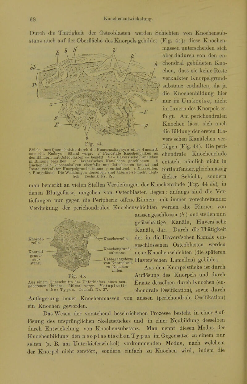 E- Durch die Thätigkeit der Osteoblasten werden Schichten von Knochensub- stanz auch auf der Oberfläche des Knorpels gebildet (Fig. 41); diese Knochen- massen unterscheiden sich aber dadurch von den en- chondral gebildeten Kno- chen, dass sie keine Reste verkalkter Knorpelgrand- substanz enthalten, da ja die Knocheiibildung hier nur im Umkreise, nicht im Innern des Knorpels er- folgt. Am perichondralen Knochen lässt sich auch die Bildung der ersten Ha- vers'schen Kanälchen ver- folgen (Fig. 44). Die peri- chondrale Knochenrinde entsteht nämlich nicht in fortlaufender, gleichmässig dicker Schicht, sondern man bemerkt an vielen Stellen Vertiefungen der Knochenrinde (Fig. 44 hh), in denen Blutgefässe, umgeben von Osteoblasten liegen; anfangs sind die Ver- tiefungen nur gegen die Peripherie offene Rinnen; mit immer vorschreitender Verdickimg der perichondralen Knochenschichten werden die Rinnen von aussen geschlossen {h'), und stellen nun gefässhaltige Kanäle, Havers'sche Kanäle, dar. Durch die Thätigkeit der in die Havers'schen Kanäle ein- geschlossenen Osteoblasten werden neue Knochen schichten (die späteren Uebergangsform Havers'schen Lamellen) gebildet. von Knorpelzell. ' ^ zu Knochen- ,jem Knorpelstücke ist durch Zellen. Auflösung des Knorpels und dui-ch -£ stück eines Quersclinittes durch die Humerusdiaphyse eines dmonatl. menschl. Embryo. 80mal vergr. P Periostale Knochenbalken an denEändern mit Osteoblasten oh besetzt, hhh Havers'sche Kanälchen in Bildung begriffen, h' Havers'sches Kanälchea geschlossen. E Enohondrale Knochenbalken ebenfalls mit Osteoblasten besetzt und Reste verkalkter Knorpelgrundsubstanz g enthaltend. 2 Markzellen, i Blutgefässe. Die Wandungen derselben sind theilweise nicht deut- lich. Technik Nr. 27. Knorpel- zeile. Knorpel- grund- snb- stanz. Knochenzelle. Knochengrund- substanz. Fig. 45. Aus einem Querschnitte des Unterkiefers eines neu- geborenen Hundes. 240mal vergr. Metaplasti- scher Typus. Technik Nr. 27. Ersatz desselben durch Knochen (en- chondrale Ossifikation), sowie durch Auflagerung neuer Knochenmassen von aussen (perichondrale Ossifikation) ein Knochen geworden. Das Wesen der vorstehend beschriebenen Prozesse besteht in einer Auf- lösung des ursprünglichen Skeletstückes und in einer Neubildung desselben durch Entwickelung von Knochensubstanz. Man nennt diesen Modus der Knochenbildung den neoplastischenTypus im Gegensatze zu einem nur selten (z. B. am Unterkieferwinkel) vorkommenden Modus, nach welchem der Knorpel nicht zerstört, sondern einfach zu Knochen wird, indem die