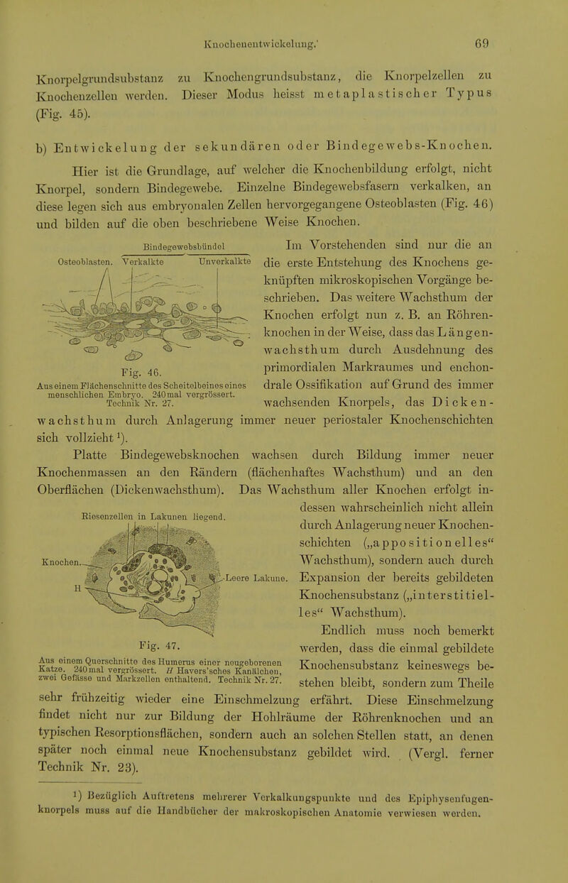 Fig. 46. Aus einem FJächeiisclmitte des Scheitelbeines eines menschliclien Embryo. ■240nial vergrössert. Technik Nr. 27. Kiiorpelgrundsubstanz zu Knocliengrundsubstanz, die Knorpel zelleu zu Knochenzelleu werden. Dieser Modus heisst metaplastischer Typus (Fig. 45). b) Enfcwickelung der sekundären oder Bind egeweb s-Kn ochen. Hier ist die Grundlage, auf welcher die Knochenbildung erfolgt, nicht Knorpel, sondern Bindegewebe. Einzelne Bindegewebsfasern verkalken, an diese legen sich aus embryonalen Zellen hervorgegangene Osteoblasten (Fig. 46) und bilden auf die oben beschriebene Weise Knochen. Bindegewebsbündel Im Vorstehenden sind nur die an Osteoblasten. Verkalkte Unverkaikte ^[q erste Entstehung des Knocliens ge- knüj)ften mikroskopischen Vorgänge be- schrieben. Das weitere Wachsthum der Knochen erfolgt nun z. B, au Röhren- knochen in der Weise, dass das Läng en- wachsthum durch Ausdehnung des primordialen Markraumes und enchon- drale Ossifikation auf Grund des immer wachsenden Knorpels, das Dicken- wachsthum durch Anlagerung immer neuer periostaler Knochenschichten sich vollzieht ^). Platte Bindegewebsknochen wachsen durch Bildung immer neuer Knochenmassen an den Rändern (flächenhaftes Wachsthum) und an den Oberflächen (Dickenwachsthum). Das Wachsthum aller Knochen erfolgt in- dessen wahrscheinlich nicht allein durch Anlagerung neuer Knochen- -f-i. schichten („appositionelles Wachsthum), sondern auch durch Leere Lakune. Expansion der bereits gebildeten 0 Kjiochensubstanz („interstitiel- les Wachsthum). Endlich mnss noch bemerkt Averden, dass die einmal gebildete Knochensubstanz keineswegs be- stehen bleibt, sondern zum Theile sehr frühzeitig wieder eine Einschmelzuug erfährt. Diese Einschnielzung findet nicht nur zur Bildung der Hohlräume der Röhrenknochen und an typischen Resorptionsflächen, sondern auch an solchen Stellen statt, an denen später noch einmal neue Knocheusubstanz gebildet wird. (Vergl. ferner Technik Nr. 23). Riesenzellen in Lakunen liegend. Knochen Fig. 47. Aus einem Querschnitte desHumerus einer neugeborenen Katze. 240mal vergrössert. U Havers'sches Kanälchen, zwei Gefässe und Markzellen enthaltend. Technik Nr. 27 1) Bezüglich Auftretens melirerer Vcrkalkungspuukte uud des Epipliyseufugen- knorpels muss auf die Handbücher der makroskopischen Anatomie verwiesen werden.