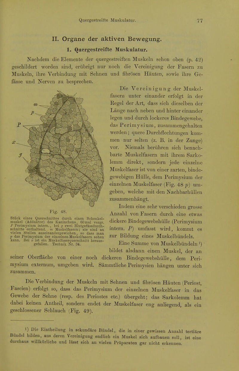 II. Organe der aktiven Bewegung. 1. Quergestreifte Muslculatur. Nachdem die Elemente der quergestreiften Muskeln schon oben (p. 42) geschildert worden sind, erübrigt nur noch die Vereinigung der Fasern zu Muskeln, ihre Verbindung mit Sehnen und fibrösen Häuten, sowie ihre Ge- Die Vereinigung der Muskel- fasern unter einander erfolgt in der Regel der Art, dass sich dieselben der Länge nach neben und hinter einander legen und durch lockeres Bindegewebe, das Perimysium, zusammengehalten werden; quere Durchflechtungen kom- men nur selten (z. B. in der Zunge) vor. Niemals berühren sich benach- barte Muskelfasern mit ihrem Sarko- lemm direkt, sondern jede einzelne Muskelfaser ist von einer zarten, binde- gewebigen Hülle, dem Perimysium der einzelnen Muskelfaser (Fig. 48 p) um- geben, welche mit den Nachbarhüllen zvisammenhängt. Indem eine sehr verschieden grosse Anzahl von Fasern durch eine etwas dickere Bindegewebshülle (Perimysium intern. P) umfasst wird, kommt es zur Bildung eines Muskelbündels. Eine Summe von Muskelbündeln ^) bildet alsdann einen Muskel, der an seiner Oberfläche von einer noch dickeren Bindegewebshülle, dem Peri- mysium externum, umgeben wird. Sämmtliche Perimysien hängen unter sich zusammen. Die Verbindung der Muskeln mit Sehnen und fibrösen Häuten (Periost, Fascien) erfolgt so, dass das Perimysium der einzelnen Muskelfaser in das Gewebe der Sehne (resp. des Periostes etc.) übergeht; das Sarkolemm hat dabei keinen Antheil, sondern endet der Muskelfaser eng anliegend, als ein geschlossener Schlauch (Fig. 49). 1) Die Eintheilung in sekundäre Bündel, die in einer gewissen Anzahl tertiün Bündel bilden, aus deren Vereinigung endlich ein Muskel sich aufbauen soll, ist eiu< durchaus willkürliche und V&ast sich an vielen Präparaten gar nicht erkennen. fasse und Nerven zu besprechen. Fig. 48. Stück eines Querschnittes durcli einen Schentel- muskel (Adduktor) des Kaninchens, 60mal vergr. P Perimysium intern., bei g zwei Blutgefässdurch- schnitte enthaltend, m Muskelfasern; sie sind an vielen Stellen auseinandergewichen, so dass man p das Perimysium der einzelnen Muskelfasern sehen kann. Bei x ist ein Muskelfaserquerschnitt heraus- gefallen. Technik Nr. 34.