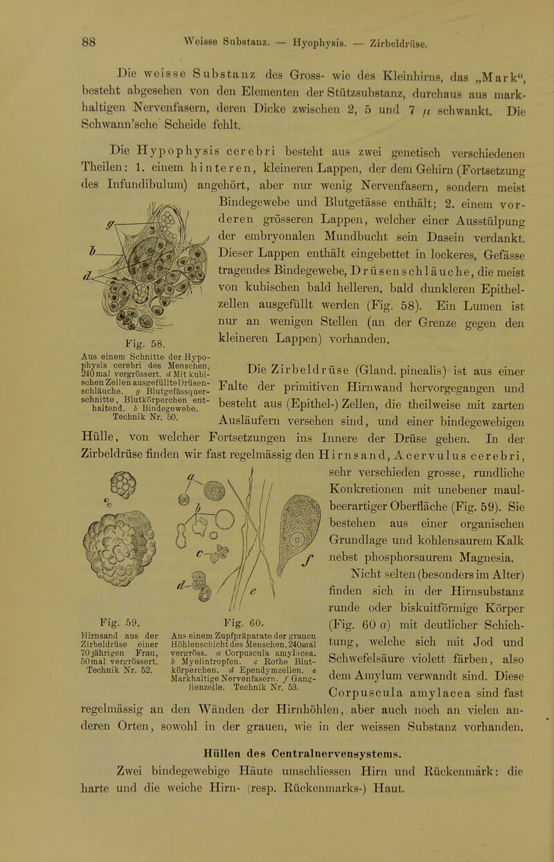 Die weisse Substanz des Gross- wie des Kleinhirns, das „Mark, besteht abgesehen von den Elementen der Stützsubstanz, durcliaus aus mark- haltigen Nervenfasern, deren Dicke zwischen 2, 5 und 7 schwankt. Die Schwann'sche Scheide fehlt. Die Hypophysis cerebri besteht aus zwei genetisch verschiedenen Theileu: 1. einem hinteren, kleineren Lappen, der dem Gehirn (Fortsetzung des Infundibulum) angehört, aber nur wenig Nervenfasern, sondern meist Bindegewebe und Blutgetässe enthält; 2. einem vor- deren grösseren Lappen, welcher einer Ausstülpung '^^fhj der embryonalen Mundbucht sein Dasein verdankt, ^ ^ 'Dieser Lappen enthält eingebettet in lockeres, Gefässe tragendes Bmdegewebe, Drüsenschläuche, die meist von kubischen bald helleren, bald dunkleren Epithel- zellen ausgefüllt werden (Fig. 58). Ein Lumen ist nui- an wenigen Stellen (an der Grenze gegen den 5g kleineren Lappen) vorhanden. Fig Aus einem Schnitte der Hypo- physis cerebri des Menschen, 240mal vergrössert. (/Mitkubi- schen Zel 1 en ausfrefiillte DrUsen- schläuche. g Bhitgefässquer- schnitte, Blutkörperchen ent- haltend, b Bindegewebe. Technik Nr. 50. Die Zirbeldrüse (Gland. pinealis) ist aus einer Falte der primitiven Hirnwand hervorgegangen und besteht aus (Epithel-) Zellen, die theilweise mit zarten Ausläufern versehen sind, imd einer bindegewebigen Hülle, von welcher Fortsetzungen ins Innere der Drüse gehen. In der Zirbeldrüse finden wir fast regelmässig den Hirnsand,Acervuluscerebri, Sehl* verschieden grosse, rundliche Konkretionen mit unebener maul- beerartiger Oberfläche (Fig. 59). Sie bestehen aus emer organischen Grundlage und kohlensaurem Kalk nebst phosphorsaurem Magnesia. Nicht selten (besonders im Alter) finden sich in der Hirnsubstanz runde oder biskuitförmige Körper (Fig. 60 a) mit deutlicher Scliich- tung, welche sich mit Jod imd Schwefelsäure violett färben, also dem Amylum verwandt sind. Diese Corpuscula amylacea sind fast regelmässig an den Wänden der Hirnhöhlen, aber auch noch an vielen an- deren Orten, sowohl in der grauen, wie in der weissen Substanz vorhanden. Fig. .59. HLrnsand aus der Zirbeldrüse einer 70 jährigen Frau, 50 mal vergrössert. Technik Nr. 62. Aus einem Zupfpräparate der grauen Höhlenschicht des Menschen, 240mal vergröss. a Corpuscula amylucea. b Myelintropfen, c Rothe Blut- körperchen, d Ependymzellen. e Marxhaltige Nervenfasern. / Gang- lienzeile. Technik Nr. 53. Hüllen des Centralnervensystems. Zwei bindegewebige Häute umschliessen Hirn und Rückenmark; harte und die weiche Hirn- (resp. Rückenmarks-) Haut. die