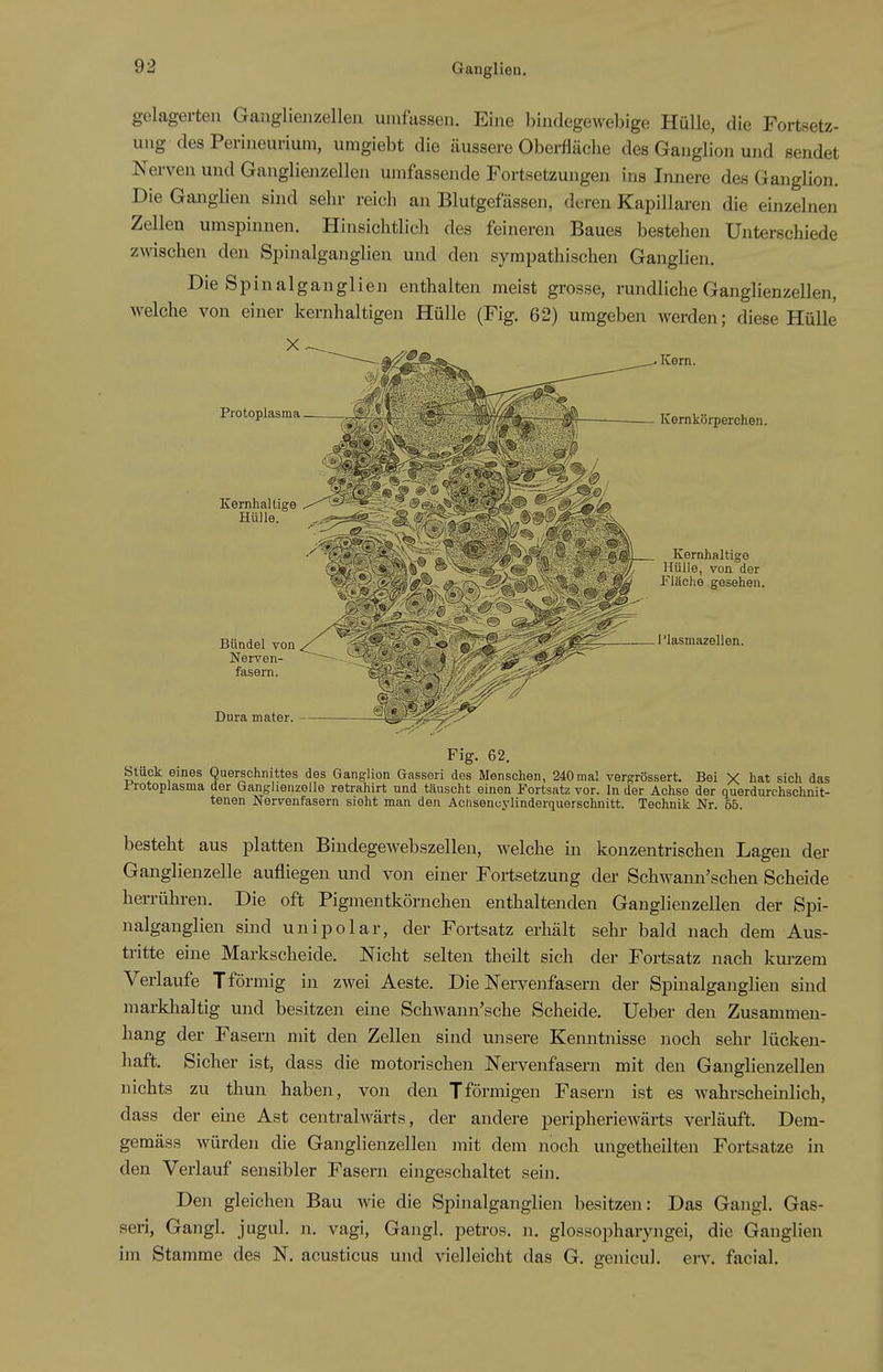 Ganglien. gelagerten Ganglienzellen umfassen. Eine bindegewebige Hülle, die Fortsetz- ung des Perineurium, umgiebt die äussere Obei-fläche des Ganglion und sendet Nerven und Gauglienzellen umfassende Fortsetzungen ins Innere des Ganglion. Die Ganglien sind sehr reich an Blutgefässen, deren Kapillaren die einzelnen Zellen umspinnen. Hinsichtlich des feineren Baues bestehen Unterschiede zwischen den Spinalganglien und den sympathischen Ganglien. Die Spinalganglien enthalten meist grosse, rundliche Ganglienzellen, welche von einer kernhaltigen Hülle (Fig. 62) umgeben werden; diese Hülle X Protoplasma Kernhaltige Hülle. Kern. Kernkörperchen. Bündel von Nerven- fasern. Dura mater. - Kernhaltige Hülle, von der Fläche gesehen. I'lasmazellen. Fig. 62. Stück eines Querschnittes des Ganglion Gassori des Menschen, 240 mal vergrössert. Bei V hat sich das Protoplasma der Ganghenzelle retrahirt und täuscht einen P^rtsatz vor. In der Achse der querdurchschnit- tenen Nervenfasern sieht man den Aciisencylinderquerschnitt. Technik Nr. 55. besteht aus platten Bindegewebszellen, welche in konzentrischen Lagen der Ganglienzelle aufliegen und von einer Fortsetzung der Schwann'schen Scheide herrühren. Die oft Pigmentkörnchen enthaltenden Ganglienzellen der Spi- nalganglien sind unipolar, der Fortsatz erhält sehr bald nach dem Aus- tritte eine Markscheide. Nicht selten theilt sich der Fortsatz nach km-zem Verlaufe T förmig in zwei Aeste. Die Nervenfasern der Spmalganglien sind markhaltig und besitzen eine Schwann'sche Scheide. Ueber den Zusammen- hang der Fasern mit den Zellen sind unsere Kemitnisse noch sehr lücken- haft. Sicher ist, dass die motorischen Nervenfasern mit den Ganglienzellen nichts zu thun haben, von den Tförmigen Fasern ist es wahrscheinlich, dass der eine Ast centralwärts, der andere peripheriewärts verläuft. Dem- gemäss würden die Ganglienzellen mit dem noch ungetheilten Fortsatze in den Verlauf sensibler Fasern eingeschaltet sein. Den gleichen Bau wie die Spinalganglien besitzen: Das Gangl. Gas- seri, Gangl. jugul. n. vagi, Gangl. petros. n. glossopharyngei, die Ganglien im Stamme des N. acusticus und vielleicht das G. genicul. eiT. facial.