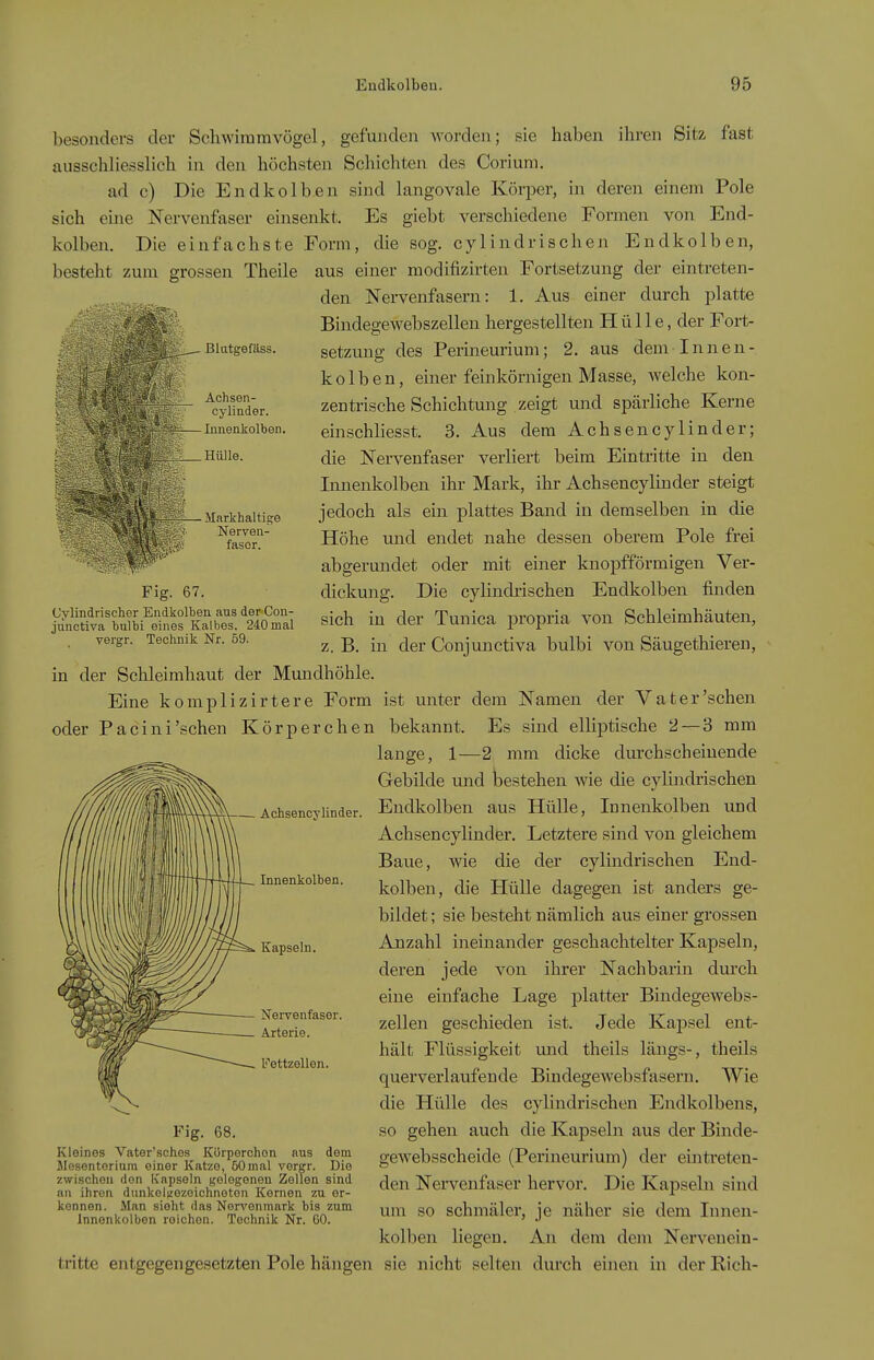 ßlatgeffiss. Achsen- cyliader. Innenkolben. Hülle. ■ Markhaltige Nerven- faser. Fig. 67. Cylindrischer Endkolben aus der Con- jünctiva bulbi eines Kalbes, 240 mal vergr. Technik Nr. 59. besonders der Scliwiramvögel, gefunden Avorden; sie haben ihren Site fast ausschliesslich in den höchsten Schichten des Corium. ad c) Die Endkolben sind langovale Körper, in deren einem Pole sich eme Nervenfaser einsenkt. Es giebt verschiedene Formen von End- kolben. Die einfachste Form, die sog. cylindrischen Endkolben, besteht zum grossen Theile aus einer modifizirten Fortsetzung der eintreten- den Nervenfasern: 1. Aus einer durch platte Bindegewebszellen hergestellten H ü 11 e, der Fort- setzung des Perineurium; 2. aus dem Innen- kolben, einer feinkörnigen Masse, welche kon- zentrische Schichtung zeigt und spärliche Kerne einschliesst. 3. Aus dem Achsencylinder; die Nervenfaser verliert beim Eintritte in den Lonenkolben ihr Mark, ihr Achsencylinder steigt jedoch als ein plattes Band in demselben in die Höhe und endet nahe dessen oberem Pole frei abgerundet oder mit einer knopfförmigen Ver- dickung. Die cylindrischen Endkolben finden sich in der Tunica propria von Schleimhäuten, z. B. in der Conjunctiva bulbi von Säugethieren, in der Schleimhaut der Mundhöhle. Eine komplizirtere Form ist unter dem Namen der Vater'sehen oder Paeini'sehen Körperchen bekannt. Es sind elliptische 2—3 mm lange, 1—2 mm dicke durchscheinende Gebilde und bestehen wie die cylindrischen Endkolben aus Hülle, Innenkolben und Achsencylinder. Letztere sind von gleichem Baue, wie die der cylindrischen End- kolben, die Hülle dagegen ist anders ge- bildet ; sie besteht nämlich aus einer grossen Anzahl inemander geschachtelter Kapseln, deren jede von ihrer Nachbarin durch eine einfache Lage platter Bindegewebs- zellen geschieden ist. Jede Kapsel ent- hält Flüssigkeit und theils längs-, theils querverlaufende Bindegewebsfasern. Wie die Hülle des cylindrischen Endkolbens, so gehen auch die Kapseln aus der Binde- gewebsscheide (Perineurium) der eijitreten- den Nei-venfaser hervor. Die Kapseln sind um so schmäler, je näher sie dem Innen- kolben liegen. An dem dem Nervenein- tritte entgegengesetzten Pole hängen sie nicht selten durch einen in der Rich- Achsencylinder. Innenkolben. Kapseln. Nervenfaser. Arterie. Fettzellon. Fig. 68. Kleines Vater'sches Korperchon aus dem ilesentoriura einer Katze, 60mal ver^r. Die zwischen den Kapseln gelegenen Zellen sind an ihren dunkoljfozoichnoton Kernen zu er- kennen. Man sieht das Norvonmark bis zum Innenkolben roichon. Technik Nr. 60.