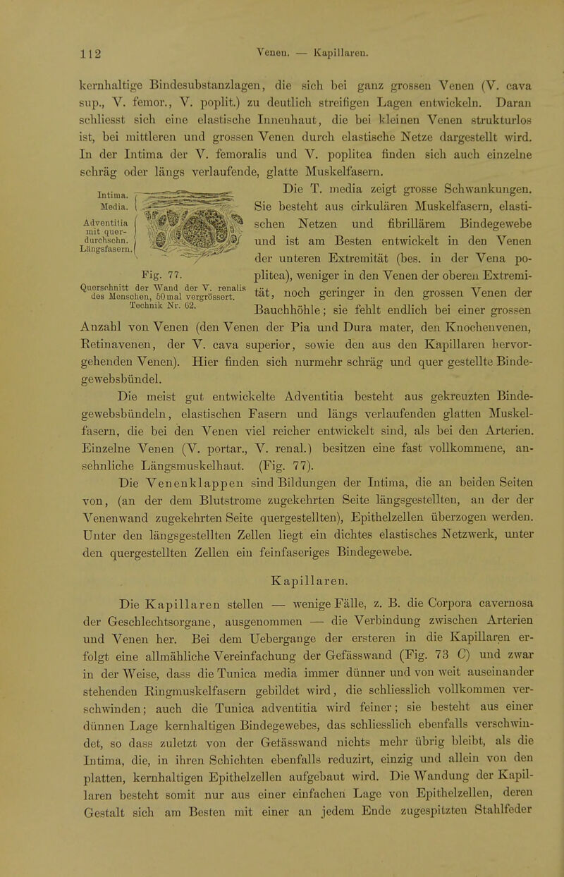 kernhaltige Biudesubstanzlagen, die sich bei ganz grossen Venen (V. cava sup., V. femor., V. poplit.) zu deutlich streifigen Lagen entwickeln. Daran schliesst sich eine elastische Innenhaut, die bei kleinen Venen strukturlos ist, bei mittleren und grossen Venen durch elastische Netze dargestellt wird. In der Intima der V. femoralis und V. poplitea finden sich auch einzelne schräg oder längs verlaufende, glatte Muskelfasern. Intima —-r~-«^ ^- i^^^dia zeigt grosse Schwankungen. Media. { ~'- Sie besteht aus cirkulären Muskelfasern, elasti- Adventiiia ( ix^''-; . v,'* sehen Netzen und fibrillärem Bindegewebe mit quer- I .% ■■ ]%■ . duichsciin. 1 'iM ' ■ ßj und ist am Besten entwickelt in den Venen Längsfasern. ( - ^y^'^ der unteren Extremität (bes. in der Vena po- Fig. 77. plitea), weniger in den Venen der oberen Extremi- ^ÄtLhe^O^Omait^J^ssTt^' tät, noch geringer in den grossen Venen der Techniic Nr. 62. Bauchhöhle; sie fehlt endlich bei einer grossen Anzahl von Venen (den Venen der Pia und Dura mater, den Knochenvenen, Retinavenen, der V. cava superior, sowie den aus den Kapillaren hervor- gehenden Venen). Hier fhiden sich nurmehr schräg und quer gestellte Binde- gewebsbündel. Die meist gut entwickelte Adventitia besteht aus gekreuzten Binde- gewebsbündeln, elastischen Fasern und längs verlaufenden glatten Muskel- fasern, die bei den Venen viel reicher entwickelt sind, als bei den Arterien. Einzelne Venen (V. portar., V. renal.) besitzen eine fast vollkommene, an- sehnliche Längsmuskelhaut. (Fig. 77). Die Venenklappen sind Bildungen der Intima, die an beiden Seiten von, (an der dem Blutstrome zugekehrten Seite längsgestellten, an der der Venen wand zugekehrten Seite quergestellten), Epithelzellen überzogen werden. Unter den längsgestellten Zellen liegt ein dichtes elastisches Netzwerk, unter den quergestellten Zellen ein feinfaseriges Bindegewebe. Kapillaren. Die Kapillaren stellen — wenige Fälle, z. B. die Corj^ora cavernosa der Geschlechtsorgane, ausgenommen — die Verbindung zwischen Arterien und Venen, her. Bei dem Uebergauge der ersteren in die Kapillaren er- folgt eine allmähliche Vereinfachung der Gefässwand (Fig. 73 C) und zwar in der Weise, dass die Tunica media immer dünner und von Aveit auseinander stehenden Ringmuskelfasern gebildet wird, die schliesslich vollkommen ver- schwinden; auch die Tunica adventitia wird feiner; sie besteht aus einer dünnen Lage kernhaltigen Bindegewebes, das schliesslich ebenfalls verschwin- det, so dass zuletzt von der Getässwand nichts mehr übrig bleibt, als die Intima, die, in ihren Schichten ebenfalls reduzirt, einzig und allein von den platten, kernhaltigen Epithelzellen aufgebaut wird. Die Wandung der Kapil- laren besteht somit nur aus einer einfachen Lage von Epithelzellen, deren Gestalt sich am Besten mit einer an jedem Ende zugespitzten Stahlfeder