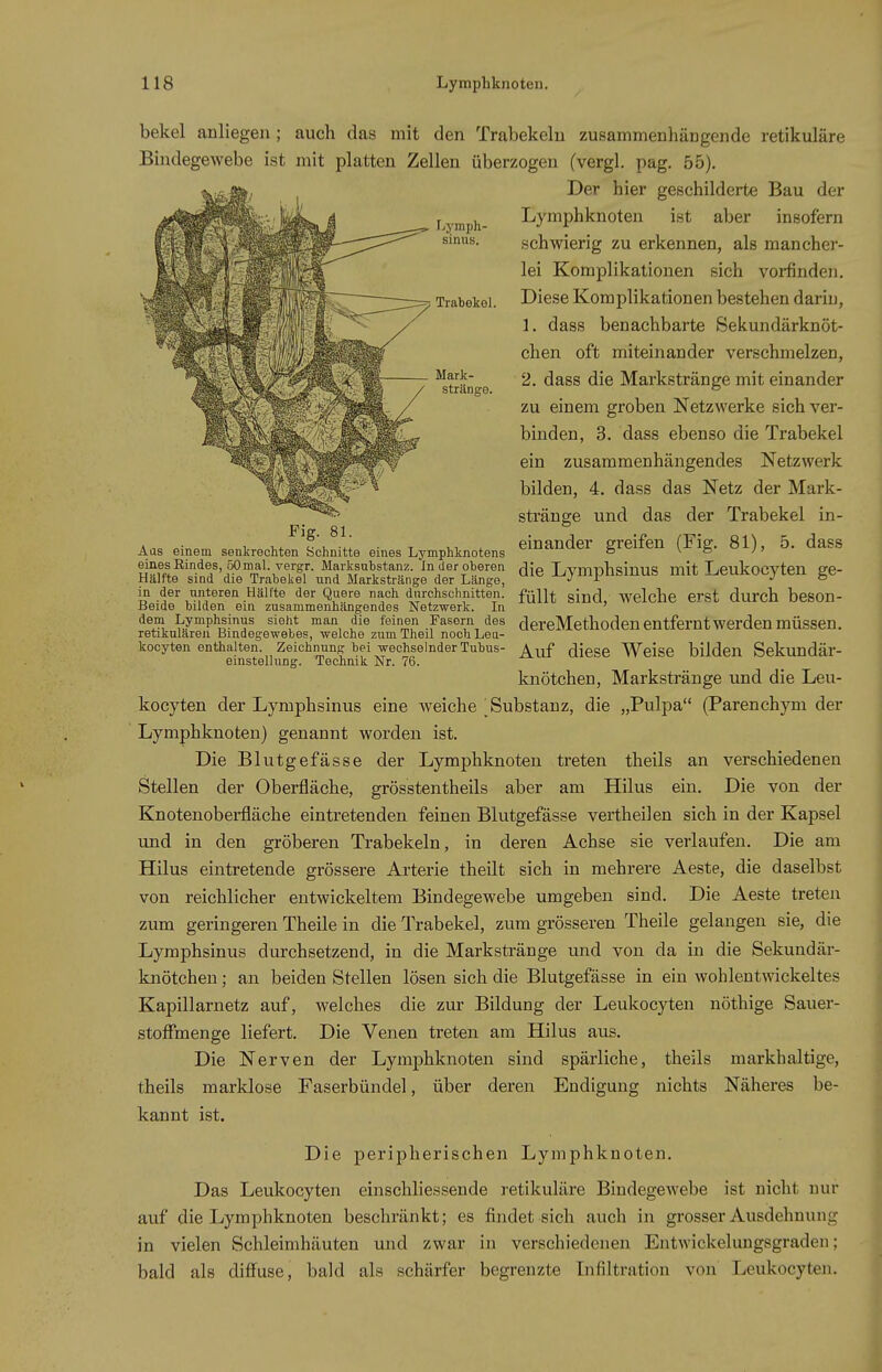 Lyinph- sinus. Trabekel. Mark- stränge. bekel anliegen ; auch das mit den Trabekelu zusammenhängende retikuläre Bindegewebe ist mit platten Zellen überzogen (vergl. pag. 55), Der hier geschilderte Bau der Lymphknoten ist aber insofern schwierig zu erkennen, als mancher- lei Komplikationen sich voi-finden. Diese Komplikationen bestehen darin, 1. dass benachbarte Sekundärknöt- chen oft miteinander verschmelzen, 2. dass die Markstränge mit einander zu einem groben Netzwerke sich ver- binden, 3. dass ebenso die Trabekel ein zusammenhängendes Netzwerk bilden, 4. dass das Netz der Mark- sti'änge und das der Trabekel in- Aas einem senkrechteflch^itte eines Lymphknotens greifen (Fig. 81), 5. daSS emesßindes SOmal. vergr. Marksubstanz. In der oberen ^ie LvmphsinuS mit Leukocvten ge- Halfte sind die Trabekel und Markstränge der Länge, ^ J l J b in der unteren Hälfte der Quere nach durchschnitten. fQHt sind, Welche erst durch beson- Jieide Duden ein zusammenhangendes Netzwerk. In dem Lymphsinus sieht man die feinen Fasern des dereMethoden entfernt werden müssen. retikulären Bindegewebes, welche zum Theil noch Leu- kocyten enthalten. Zeichnung bei wechselnder Tubus- ^^f (JieSC Weise bilden Sckundär- emstellung. Technik Nr. 76. knötchen, Mark.stränge und die Leu- kocyten der Lymphsinus eine weiche 'Substanz, die „Pulpa (Parenchym der Lymphknoten) genannt worden ist. Die Blutgefässe der Lymphknoten treten theils an verschiedenen Stellen der Oberfläche, grösstentheils aber am Hilus ein. Die von der Knotenoberfläche eintretenden feinen Blutgefässe vertheilen sich in der Kapsel und in den gröberen Trabekeln, in deren Achse sie verlaufen. Die am Hilus eintretende grössere Arterie theilt sich in mehrere Aeste, die daselbst von reichlicher entwickeltem Bindegewebe umgeben sind. Die Aeste treten zum geringeren Theile in die Trabekel, zum grösseren Theile gelangen sie, die Lymphsinus durchsetzend, in die Markstränge und von da in die Sekundär- knötchen; an beiden Stellen lösen sich die Blutgefässe in ein wohlentwickeltes Kapillarnetz auf, welches die zur Bildung der Leukocyten nötlnge Sauer- stoffmenge liefert. Die Venen treten am Hilus aus. Die Nerven der Lymphknoten sind spärliche, theils markhaltige, theils marklose Faserbündel, über deren Endigung nichts Näheres be- kannt ist. Die peripherischen Lymphknoten. Das Leukocyten einschliessende retikuläre Bindegewebe ist nicht nur auf die Lymphknoten beschränkt; es findet sich auch in grosser Ausdehnung in vielen Schleimhäuten und zwar in verschiedenen Entwickelungsgraden; bald als difi^use, bald als schärfer begrenzte Lifiltration von Leukocyten.