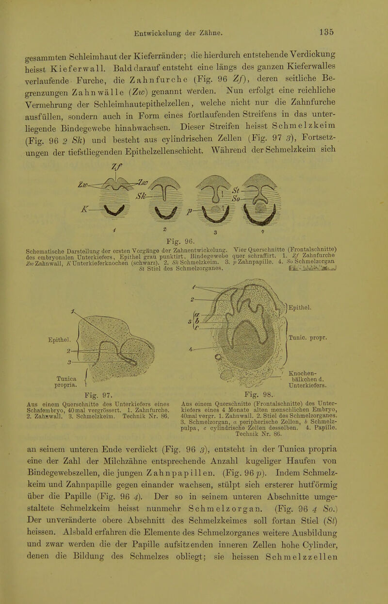 gesammteu Schleimhaut der Kieferränder; die hierdurch entstehende Verdickung heisst Kiefer wall. Bald darauf entsteht eine längs des ganzen Kieferwalles verlaufende Furche, die Zahn für che (Fig. 96 Z/), deren seitliche Be- grenzungen Zahnwälle (Zw) genannt Werden. Nun erfolgt eine reichliche Vermehrung der Schleimhautepithelzellen, welche nicht nur die Zahnfurche ausfüllen, sondern auch in Form eines fortlaufenden Streifens in das unter- liegende Bindegewebe hinabwachsen. Dieser Streifen heisst Schmelzkeim (Fig. 96 2 Sk) und besteht aus cylindrischen Zellen (Fig. 97 3), Fortsetz- ungen der tiefstliegenden Epithelzellenschicht. Während der Schmelzkeim sich Fig. 96. Schematische Darstellung der ersten Vorgänge der Zahnentwickeluag. Vier Querschnitte (Frontalschnitte) des embryonalen Unterkiefers, Epithel grau punktirt, Bindegewebe quer schraffirt. 1. Zf Zahnfurche 2!<,-Zahnwall, A'Unterkieferknochen (schwarz). 2. S/c Schmelzkeim. 3. p Zahnpapille. i. .So bchmelzorgan St Stiel des Schmelzorganes. fcsk':.i^ifejÄs=^' Epithel Tunioa propria. Epithel. Fig. 97. Aus einem Querschnitte des Unterkiefers eines Schafembryo, 40mal vergrössert. 1. Zahnfurche. 2. Zahnwall. 3. Schmelzkeim. Technik Nr. 86. Tunic. propr. / ' Knochen- bälkchen d. Unterkiefers. Fig. 98. Aus einem Querschnitte (Frontalschnitte) des Unter- kiefers eines 4 Monate alten menschlichen Embryo, 40mal vergr. 1. Zahnwall. 2. Stiel des Schmelzorganes. 3. Schmelzorgan, a peripherische Zellen, * Schmelz- pulpa, c oylindrische Zellen desselben. 4. Papille. Technik Nr. 86. an seinem unteren Ende verdickt (Fig. 96 5), entsteht in der Tunica propria eine der Zahl der Milchzähne entsprechende Anzahl kugeliger Haufen von Bindegewebszellen, die jungen Zahnpapillen. (Fig. 96^). Indem Schmelz- keim und Zahnpapille gegen einander wachsen, stülpt sich ersterer hutförmig über die Papille (Fig. 96 4). Der so in seinem unteren Abschnitte umge- staltete Schmelzkeim heisst nunmehr Schmelzorgan. (Fig. 96^ So.) Der unveränderte obere Abschnitt des Schmelzkeimes soll fortan Stiel (S/) heissen. Alsbald erfahren die Elemente des Schmelzorganes weitere Ausbildung und zwar werden die der Papille aufsitzenden inneren Zellen hohe Cylinder, denen die Bildung des Schmelzes obliegt; sie heissen Schmelzzellen