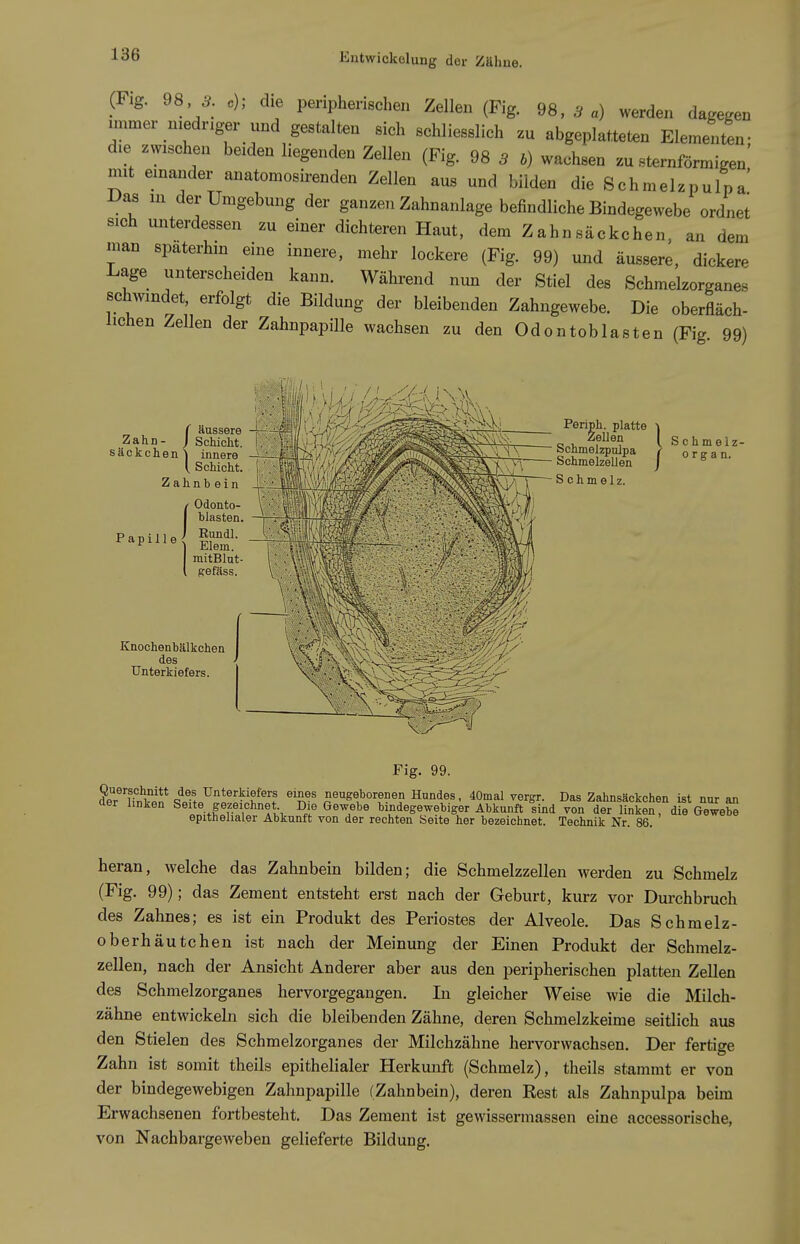 (Flg. 98^ ^. c); die peripherischen Zellen (Fig. 98,5«) werden dagegen immer niedriger und gestalten sich schliesslich zu abgeplatteten Elem^iten- die zwischen beiden liegenden Zellen (Fig. 98 3 b) wachsen zu sternförmigen mit einander anatomosirenden Zellen aus und bilden die Schmelzpulpa' Das in der Umgebung der ganzen Zahnanlage befindliche Bindegewebe ordnet sich unterdessen zu einer dichteren Haut, dem Z ahn säckchen, an dem man späterhin eine innere, mehr lockere (Fig. 99) und äussere, dickere Lage unterscheiden kann. Während nun der Stiel des Schmelzorganes schAvindet, erfolgt die Bildung der bleibenden Zahngewebe. Die oberfläch- lichen Zellen der Zahnpapille wachsen zu den Odontoblasten (Fig 99) Fig. 99. £^'Sn* Ä?fo^n®''^'^*'f ^'^^-^ neugeborenen Hundes, 40mal vergr. Das Zahnsäckchen ist nur an der linken Seite gezeichnet Die Gewebe bindegewebiger Abkunft sind von der linken, die Gewebe epithelialer Abkunft von der rechten Seite her bezeichnet. Technik Nr. 86. heran, welche das Zahnbein bilden; die Schmelzzellen werden zu Schmelz (Fig. 99); das Zement entsteht erst nach der Geburt, kurz vor Durchbruch des Zahnes; es ist ein Produkt des Periostes der Alveole. Das Schmelz- oberhäutehen ist nach der Meinung der Einen Produkt der Schmelz- zellen, nach der Ansicht Anderer aber aus den peripherischen platten Zellen des Schmelzorganes hervorgegangen. In gleicher Weise wie die Milch- zähne entwickeln sich die bleibenden Zähne, deren Schmelzkeime seitlich aus den Stielen des Schmelzorganes der Milchzähne hervorwachsen. Der fertige Zahn ist somit theils epithelialer Herkunft (Schmelz), theils stammt er von der bindegewebigen Zahnpapille (Zahnbein), deren Rest als Zahnpulpa beim Erwachsenen fortbesteht. Das Zement ist gewissermassen eine accessorische, von Nachbargeweben gelieferte Bildung.