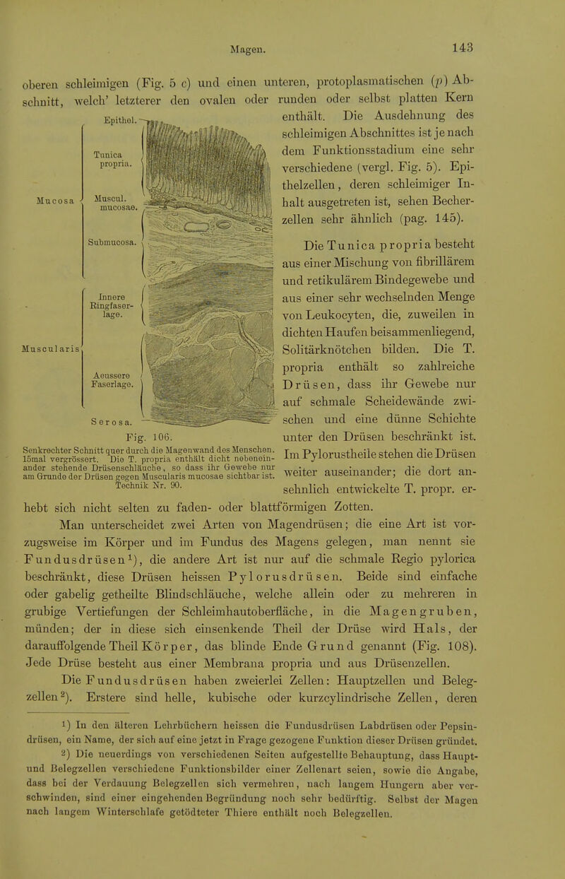 oberen schleimigen (Fig. 5 c) und einen unteren, protoplasmatischen (p) Ab- schnitt, welch' letzterer den ovalen oder runden oder selbst platten Kern enthält. Die Ausdehnung des schleimigen Abschnittes ist je nach dem Funktionsstadium eine sehr verschiedene (vergl. Fig. 5). Epi- thelzellen, deren schleimiger In- halt ausgetreten ist, sehen Becher- zellen sehr ähnlich (pag. 145). Mucosa Epithel. Tunica propria. lluscul. mucosae. Sabmacosa. Muscul aris Innere Ringfaser- lage. Aeussere Faserlage. Sei Die Tunica propria besteht aus einer Mischung von fibrillärem und retikulärem Bindegewebe und aus einer sehr wechselnden Menge von Leukocyteu, die, zuweilen in dichten Haufen beisammenliegend, Solitärknötchen bilden. Die T. propria enthält so zahlreiche Drüsen, dass ihr Gewebe nur auf schmale Scheidewände zwi- schen und eine dünne Schichte Fig. 106. unter den Drüsen beschränkt ist. Senkrechter Schnitt quer durch die Magenwand des Menschen, r p^l^viia+lipilp «tpVipn rlipDrii«?pn 15mal vergrössert. Die T. propria enthält dicht nebenein- J-»^ ryiorustneue Sienen Qie Jjrusen ander stehende Drüsenschläuche, so dass ihr Gewebe nur -j- anop^nmidpr- dip dort an- am Grunde der Drüsen gegen Muscularis mucosae sichtbar ist. weuei ausemauuer, Uie uoi L au Technik Nr. 90. Sehnlich entwickelte T. propr. er- hebt sich nicht selten zu faden- oder blattförmigen Zotten. Man unterscheidet zwei Arten von Magendrüsen; die eine Art ist vor- zugsweise im Körper und im Fundus des Magens gelegen, man nennt sie Fundusdrüsen 1), die andere Art ist nur auf die schmale Regio pylorica beschränkt, diese Drüsen heissen Pylorusdrüsen. Beide sind einfache oder gabelig getheilte Blindschläuche, welche allein oder zu mehreren in grubige Vertiefungen der Schleimhautoberfläche, in die Magengruben, münden; der in diese sich einsenkende Theil der Drüse wird Hals, der darauffolgende Theil Körper, das blinde Ende Grund genannt (Fig. 108). Jede Drüse besteht aus einer Membrana propria und aus Drüsenzellen. Die Fundusdrüsen haben zweierlei Zellen: Hauptzellen und Beleg- zellen 2). Erstere sind helle, kubische oder kurzcylindrische Zellen, deren 1) In den älteren Lehrbüchern heissen die Fundusdrüsen Labdrüsen oder Pepsin- drüsen, ein Name, der sich auf eine jetzt in Frage gezogene Funktion dieser Drüsen gründet. 2) Die neuerdings von verschiedenen Seiten aufgestellfo Behauptung, dass Haupt- und Belegzellen verschiedene Funktionsbilder einer Zellenart seien, sowie die Angabe, dass bei der Verdauung Belegzellen sich vermehren, nach langem Hungern aber vor- schwinden, sind einer eingehenden Begründung noch sehr bedürftig. Selbst der Magen nach langem Winterschlafe getödteter Thiere enthält noch Belegzellen.