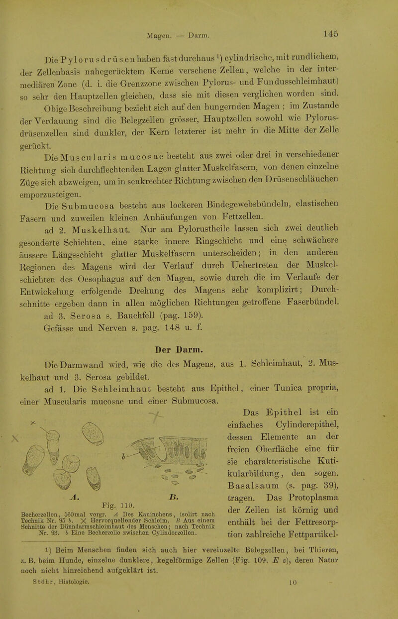 Die P y 10 r u s d r ü s e n haben fast durchaus ^) cylindrische, mit rundlichem, der Zellenbasis nahegerücktem Kerne versehene Zellen, welche in der inter- mediären Zone (d. i. die Grenzzone zwischen Pylorus- und Fundusschleimhaut) so sehr den Hauptzellen gleichen, dass sie mit diesen verglichen worden sind. Obige Beschreibung bezieht sich auf den hungernden Magen ; im Zustande der Verdauung sind die Belegzellen grösser, Hauptzelleu sowohl wie Pylorus- drüsenzellen sind dunkler, der Kern letzterer ist mehr in die Mitte der Zelle gerückt. DieMuscularis mucosae besteht aus zwei oder drei in verschiedener Richtung sich durchflechtenden Lagen glatter Muskelfasern, von denen einzelne Züge sich abzweigen, um in senkrechter Richtung zwischen den Drüsenschläuchen emporzusteigen. Die Submucosa besteht aus lockeren Bindegewebsbündeln, elastischen Fasern und zuweilen kleinen Anhäufungen von Fettzellen. ad 2. Muskelhaut. Nur am Pylorustheile lassen sich zwei deutlich gesonderte Schichten, eine starke innere Ringschicht und eine schwächere äussere Längsschicht glatter Muskelfasern unterscheiden; in den anderen Regionen des Magens wird der Verlauf durch Uebertreten der Muskel- schichten des Oesophagus auf den Magen, sowie durch die im Verlaufe der Entwickelung erfolgende Drehung des Magens sehr komplizirt; Durch- schnitte ergeben dann in allen möglichen Richtungen getrofiene Faserbündel. ad 3. Serosa s. Bauchfell (pag. 159). Gefässe und Nerven s. pag. 148 u, f. Der Darm. Die Darmwand wird, wie die des Magens, aus 1. Schleimhaut, 2. Mus- kelhaut und 3. Serosa gebildet. ad 1. Die Schleimhaut besteht aus Epithel, einer Tunica propria, Das Epithel ist ein einfaches Cylinderepithel, dessen Elemente an der freien Oberfläche eine für sie charakteristische Kuti- kularbildung, den sogen. Basalsaum (s. pag. 39), tragen. Das Protoplasma der Zellen ist körnig und enthält bei der Fettresorp- tion zahlreiche Fettpartikel- 1) Beim Menschen finden sich auch hier vereinzelte Belogzollen, hei Thieren, z. B. beim Hunde, einzelne dunklere, kegelförmige Zellen (Fig. 109. E a), deren Natur noch nicht hinreichend aufgeklärt ist. St Öhr, Histologie. 10 einer Muscularis mucosae und einer Submucosa. A. B. Fig. 110. Becherzellen, 560mal vergr. A Des Kaninchens, isolirt nach Technik Nr. 95 J. X Hervorquellender Schleim. B Aus einem Schnitte der Dünndarmschleimhaut des Menschen; nach Technik Nr. 93. b Eine Becherzelle zwischen Cylinderzellen.