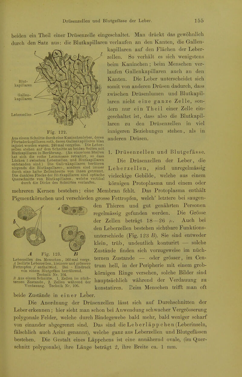 beiden ein Theil einer Drüsenzelle eingeschaltet. Man drückt das gewöhnlich durch den Satz aus: die Blutkapillareu verlaufen an den Kanten, die Gallen- kapillaren auf den Flächen der Leber- zellen. So verhält es sich wenigstens beim Kaninchen; beim Menschen ver- laufen Gallenkapillaren auch an den Kanten. Die Leber unterscheidet sich somit von anderen Drüsen dadurch, dass zwischen Drüsenlumen und Blutkapil- laren nicht eine ganze Zelle, son- dern nur ein Theil einer Zelle ein- geschaltet ist, dass also die Blutkapil- laren zu den Drüsenzellen in viel innigeren Beziehungen stehen, als in Aus einem Schnitte durch eine Kaninchenleber, deren ai](^eren DrÜSen Pfortaderkiipillaren roth, deren Gallenl<apilliiren blau Blut- kapillaren Gallen- kapillaren Leberzellen iniizirl worden waren, 240 mal vergröss. Die Leber- _niL Zellen stehen auf dem Schnitte an beiden Seiten mit 1. Drüsenzellen und Blutgefässe. Die Drüsenzellen der Leber, die 1 Blutkapillaren in Berührung. (An einzelnen Stellen hat sich die rothe Leimmasse retrahirt, so dass Lücken l zwischen Leberzellen und Blutkapillaren entstanden sind.) Die Gall^nkapillaren berühren nirgends die Blutkapillaren, sondern sind immer Leber Zellen, sind Unregclmässig durch eine halbe Zellenbreite von ihnen getrennt. ' ' o o Die dunklen Flecke der BIntkapillaren sind optische yieleckiee Gebilde, Welche auS einem Querschnitte von Blutkapillaren, welche vertikal ° durch die Dicke des Schnittes verlaufen. körnigen Protoplasma Und einem odcr mehreren Kernen bestehen; eine Membran fehlt. Das Protoplasma enthält Pigmentkörnchen und verschieden grosse Fetti'opfen, welch' letztere bei saugen- den Thieren und gut genährten Personen regelmässig gefunden werden. Die Grösse der Zellen beträgt 18—26 Auch bei den Leberzellen bestehen sichtbare Funktions- unterschiede (Fig. 12b B). Sie sind entweder klein, trüb, undeutlich konturirt — solche Zustände finden sich vorzugsweise im nüch- ternen Zustande — oder grösser, im Cen- trum hell, in der Peripherie mit einem grob- körnigen Ringe versehen, solche Bilder sind hauptsächlich während der Verdauung zu konstatiren. Beim Menschen triflE\; man oft beide Zustände in einer Lelaer. Die Anordnung der Drüsenzellen lässt sich auf Durchschnitten der Leber erkennen; hier sieht man schon bei Anwendung schwacher Vergrösserung polygonale Felder, welche durch Bindegewebe bald mehr, bald weniger scharf von einander abgegrenzt sind. Das sind die Leb erl äp p chen (Leberinseln, fälschlich auch Acini genannt), welche ganz aus Leberzellen und Blutgefässen bestehen. Die Gestalt eines Läppchens ist eine annähernd ovale, (im Quer- schnitt polygonale), ihre Länge beträgt 2, ihre Breite ca. 1 nun. A Fig. 123. B Leberzellen des Menschen, 560mal vergr. .1 Isolirte Leberzellen, kleinere und grössere Fettropfen / enthaltend. Bei Eindruck von einem Blutgefäss herrührend. Technik Nr. 104. B Aus einem Schnitte. 1. Zellen im nüch- ternen Zustande, 2. Zellen wilhrend der Verdauung. Technik Nr. 106.