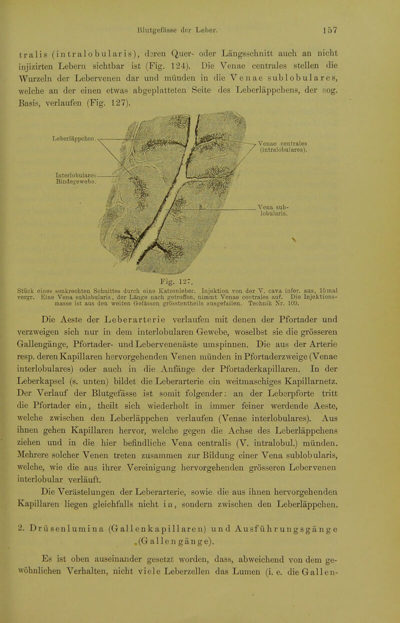 t r a 1 i s (i 111 r a 1 o b u 1 a r i s), doreu Quer- oder Längsrichnit(. auch an aicht injizirten Lebern sichtbar ist (Fig. 124). Die Venae centrales stellen die Wurzeln der Lebervenen dar und münden in die Venae sublobulares, welche au der einen etwas abgeplatteten Seite des Leberläppchens, der Hog. Basis, verlaufen (Fig. 127). Leberläppchoii. Interlobularef) Bindegewebe. Fig. 127. Stück eines senkrechten Schnittes durch eine Ivatzenleber. Injektion von der V, cava infer. aus, lömal vergr. Eine Vena sublobularis, der Länge nach getroffen, nimmt Venae centrales auf. Die Injektions- masse ist aus den weiten Gefässen grösstentheils ausgefallen. Technik Nr. 109. Die Aeste der Leberarterie verlaufen mit denen der Pfortader und verzweigen sich nur in dem interlobularen Gewebe, woselbst sie die grösseren Galleugänge, Pfortader- und Lebervenenäste umspinnen. Die aus der Arterie resp. deren Kapillaren hervorgehenden Venen münden in Pfortaderzweige (Venae interlobulares) oder auch in die Anfänge der Pfortaderkapillaren. In der Leberkapsel (s. unten) bildet die Leberarterie ein weitmaschiges Kapillarnetz. Der Verlauf der Blutgefässe ist somit folgender: an der Leberpforte tritt die Pfortader ein, theilt sich wiederholt in immer feiner werdende Aeste, welche zwischen den Leberläppchen verlaufen (Venae interlobulares). Aus ihnen gehen Kapillaren hervor, welche gegen die Achse des Leberläppehens ziehen und in die hier befindliche Vena centralis (V. intralobul.) münden. Mehrere solcher Venen treten zusammen zur Bildung einer Vena sublobularis, welche, wie die aus ihrer Vereinigung hervorgehenden grösseren Lebervenen interlobular verläuft. Die Verästelungen der Leberarterie, sowie die aus ihnen hervorgehenden Kapillaren liegen gleichfalls nicht in, sondern zwischen den Leberläppclien. 2. Drüsenlumina (Gallenkapillaren) und Ausführungsgänge .(Gallen gänge). Es ist oben auseinander gesetzt worden, dass, abweichend von dem ge- wöhnlichen Verhalten, nicht viele Leberzellen das Lumen (i.e. die Gallen-