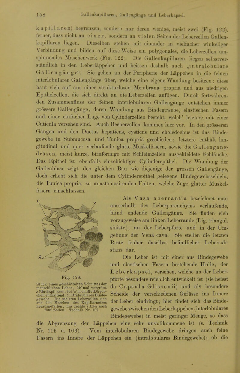 kapillaren) begrenzen, sondern nur deren wenige, meist zwei (Fig. 122), ferner, dass nicht an einer, sondern an vielen Seiten der Leberzellen Gallen- kapillaren liegen. Dieselben stehen mit einander in vielfacher winkeliger Verbindung und bilden auf diese Weise ein polygonales, die Leberzellen um- spinnendes Maschenwerk (Fig. 122'. Die Gallenkapillaren liegen selbstver- ständlich in den Leberläppchen und heissen deshalb auch „intralobulare Gallen gänge. Sie gehen an der Peripherie der Läpi^chen in die feinen interlobularen Gallengänge über, welche eine eigene Wandung besitzen; diese baut sich auf aus einer strukturlosen Membrana propria und aus niedrigen Epithel Zellen, die sich direkt an die Leberzellen anfügen. Durch fortwähren- den Zusammenfluss der feinen interlobularen Gallengänge entstehen immer grössere Gallengänge, deren Wandung aus Bindegewebe, elastischen Fasern und einer einfachen Lage von Cylinderzellen besteht, welch' letztere mit einer Cuticula versehen sind. Auch Becherzellen kommen hier vor. In den grösseren Gängen und den Ductus hepaticus, cysticus und choledochus ist das Binde- gewebe in Submucosa und Tunica propria geschieden; letztere enthält lon- gitudinal und quer verlaufende glatte Muskelfasern, sowie die Gallengang- drüsen, meist kurze, birnfbrmige mit Schleimzellen ausgekleidete Schläuche. Das Epithel ist ebenfalls einschichtiges Cylinderepithel. Die Wandung der Gallenblase zeigt den gleichen Bau wie diejenige der grossen Gallengänge, doch erhebt sich die unter dem Cylinderepithel gelegene Bindegewebsschicht, die Tunica propria, zu anastomosirenden Falten, welche Züge glatter Muskel- fasern einschliessen. Als Vasa aberrantia bezeichnet man ausserhalb des Leberparenchyms verlaufende, blind endende Gallengänge. Sie finden sich vorzugsweise am linken Leberraude (Lig. triangul. sinistr.), an der Leberpforte und in der Um- gebung der Vena cava. Sie stellen die letzten Reste früher daselbst befindlicher Lebersub- stanz dar. Die Leber ist mit einer aus Bmdegewebe und elastischen Fasern bestehende Hülle, der Leberkapsel, versehen, welche an der Leber- pforte besonders reichlich entwickelt ist (sie heisst da Capsula Glissonii) und als besondere Scheide der verschiedenen Gefässe ins Innere der Leber eindringt; hier findet sich das Binde- gewebe zwischen den Leberläppchen (interlobulares Bindegewebe) in meist geringer Menge, so dass die Abgrenzung der Läppchen eine sehr unvollkommene ist (s. Technik Nr, 105 u. 106). Vom interlobularen Bindegewebe dringen auch feine Fasern ins Innere der Läppchen ein (intralobulares Bindegewebe); ob die Fig. 128. Stück eines geschüttelten Schnittes der menschlichen Leber, 240mal vergröss. c Blutkapillaren, bei X noch Blutkörper- chen entnaltend, h iiitralobulares Binde- gewebe. Die meisten Leberzollen sind aus den Maschen des Kapillarnetzes herausgefallen, nur rechts sitzen noch fünf Zellen. Technik Nr. 107.