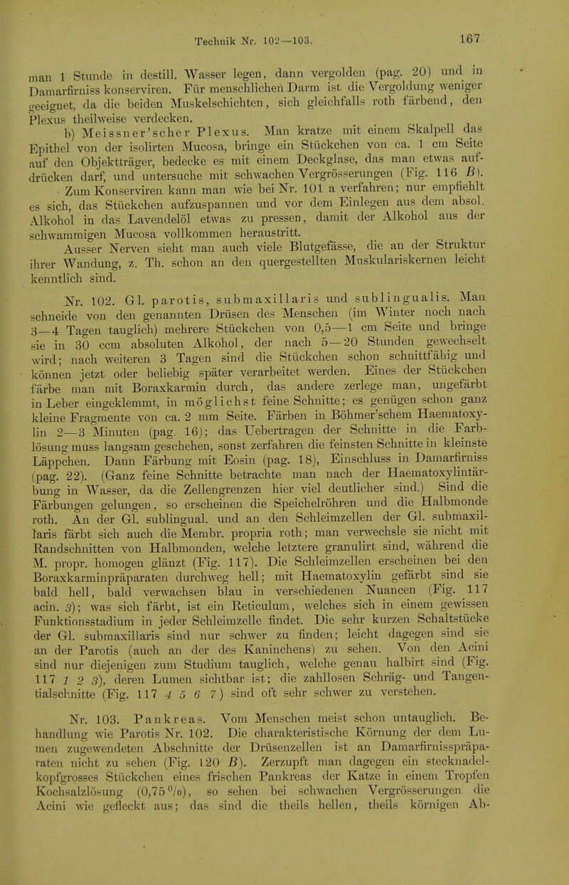 man 1 Stunde in destill. Wasser legen, dann vergolden (pag. 20) und in Damarfirniss konserviren. Für menschlichen Darm ist die Vergoldung weniger geeignet, da die beiden Muskelschichten, sich gleichfalls roth färbend, den Plexus theihveise verdecken. b) Meissner'sc her Plexus. Man kratze mit einem Skalpell das Epithel von der isolirten Mucosa, bringe ein Stückchen von ca. 1 cm Seite auf den Objektträger, bedecke es mit einem Deckglase, das man etwas auf- drücken darf, und untersuche mit schwachen Vergrösserungen (Fig. 116 ß). ■ Zum Konserviren kann man wie bei Nr. 101 a verfahren; nur empfiehlt es sich, das Stückchen aufzuspannen und vor dem Einlegen aus dem absol. Alkohol in das Lavendelöl etwas zu pressen, damit der Alkohol aus der schwammigen Mucosa vollkommen heraustritt. Ausser Nerven sieht man auch viele Blutgefässe, die an der Struktur ilu-er Wandung, z. Th. schon an den quergestellten Muskulariskernen leicht kenntlich sind. Nr. 102. Gl. parotis, submaxillaris und subungualis. Man schneide von den genannten Drüsen des Menschen (im Winter noch nach 3—4 Tagen tauglich) mehrere Stückchen von 0,5—1 cm Seite und bringe sie in 30 ccm absoluten Alkohol, der nach 5—20 Stunden_ gewechselt wird; nach weiteren 3 Tagen sind die Stückchen schon schnittfähig und können jetzt oder beliebig später verarbeitet werden. Eines der Stückchen färbe man mit Boraxkarmin durch, das andere zerlege man, ungefärbt in Leber eingeklemmt, in möglichst feine Schnitte; es genügen schon ganz kleine Fragmente von ca. 2 mm Seite. Färben in Böhmer'schem Haeraatoxy- lin 2—3 Minuten (pag. 16); das Uebertragen der Schnitte in die Farb- lösmig muss langsam geschehen, sonst zerfahren die feinsten Schnitte in kleinste Läppchen. Dann Färbung mit Eosin (pag. 18), Einschluss in Damarfirniss (pag. 22). (Ganz feine Schnitte betrachte man nach der Haematoxylintär- bung in Wasser, da die Zellengrenzen hier viel deutlicher sind.) Sind die Färbungen gelmagen, so erscheinen die Speichelröhren und die Halbmonde roth. An der Gl. sublingual, und an den Schleimzellen der Gl. submaxil- laris färbt sich auch die Membr. propria roth; man verwechsle sie nicht mit Kandschnitten von Halbmonden, welche letztere granulirt sind, während die M. propr. homogen glänzt (Fig. 117). Die Schleimzellen erscheinen bei den Boraxkarminpräparaten durchweg hell; mit Haematoxylin gefärbt sind sie bald hell, bald verwachsen blau in verschiedenen Nuancen (Fig. 117 acin. 5); was sich färbt, ist ein Reticulum, welches sich in einem gewissen Funktionsstadium in jeder Schleimzelle findet. Die sehr kurzen Schaltstücke der Gl. submaxillaris sind nur schwer zu finden; leicht dagegen sind sie an der Parotis (auch an der des Kaninchens) zu sehen. Von den Acini sind nur diejenigen ztun Studium tauglich, welche genau halbirt sind (Fig. 117 1 2 3), deren Lumen sichtbar ist; die zahllosen Schräg- und Tangeii- tialschuitte (Fig. 117 4 5 6 7) sind oft sehr schwer zu verstehen. Nr. 103. Pankreas. Vom Menschen meist schon untauglich. Be- handlung wie Parotis Nr. 102. Die charakteristische Körnung der dem Lu- men zugewendeten Abschnitte der Drüsenzellen ist an Damai-firnisspräpa- raten nicht zu sehen (Fig. 120 B). Zerzupft man dagegen ein stecknadel- kopfgrosses Stückchen eines frischen Pankreas der Katze in einem Tropfen Kochsalzlösung (0,75 °/o), so sehen bei schwachen Vergrösserungen die Acini wie gefleckt aus; das sind die theils hellen, theils körnigen Ab-