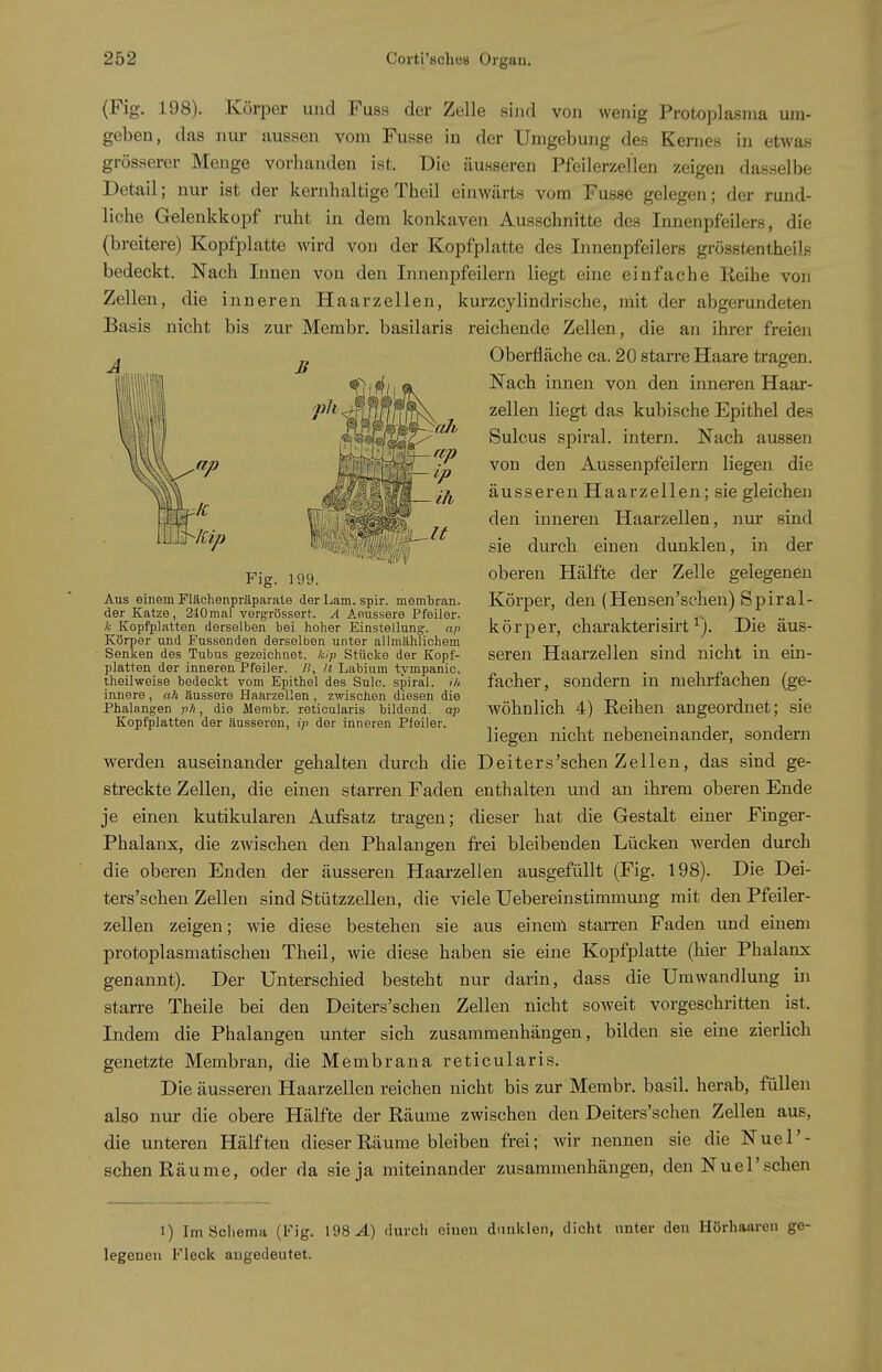 (Fig. 198). Körper und Fuss der Zelle sind von wenig Protoplasma um- geben, das nur aussen vom Fusse in der Umgebung des Kernes in etwas grösserer Menge vorhanden ist. Die äusseren Pfeilerzel'len zeigen dasselbe Detail; nur ist der kernhaltige Theil einwärts vom Fusse gelegen; der rund- liche Gelenkkopf ruht in dem konkaven Ausschnitte des Innenpfeilers, die (breitere) Kopfplatte wird von der Kopfplatte des Innenpfeilers grösstentheilf- bedeckt. Nach Innen von den Innenpfeilern liegt eine einfache lieihe von Zellen, die inneren Haarzellen, kurzcylindrische, mit der abgerundeten Basis nicht bis zur Membr. basilaris reichende Zellen, die an ihrer freien Oberfläche ca. 20 starre Haare tragen. Nach innen von den inneren Haar- zellen liegt das kubische Epithel des Sulcus Spiral, intern. Nach aussen von den Aussenpfeilern liegen die äusseren Haarzellen; sie gleichen den inneren Haarzellen, niu: sind sie durch einen dunklen, in der oberen Hälfte der Zelle gelegenen Körper, den (Hensen'sehen) Spiral- körper, charakterisirtDie äus- seren Haarzellen sind nicht in ein- facher, sondern in mehrfachen (ge- wöhnlich 4) Reihen angeordnet; sie liegen nicht nebeneinander, sondern werden auseinander gehalten durch die Deiters'schen Zellen, das sind ge- streckte Zellen, die einen starren Faden enthalten und an ihrem oberen Ende je einen kutikularen Aufsatz tragen; dieser hat die Gestalt einer Finger- Phalanx, die zwischen den Phalangen frei bleibenden Lücken werden durch die oberen Enden der äusseren Haarzellen ausgefüllt (Fig. 198). Die Dei- ters'schen Zellen sind Stützzellen, die viele Uebereinstimmung mit den Pfeiler- zellen zeigen; wie diese bestehen sie aus einem starren Faden und einem protoplasmatischen Theil, wie diese haben sie eine Kopfplatte (hier Phalanx genannt). Der Unterschied besteht nur darin, dass die Umwandlung in starre Theile bei den Deiters'schen Zellen nicht soweit vorgeschritten ist. Indem die Phalangen unter sich zusammenhängen, bilden sie eine zierlich genetzte Membran, die Membrana reticularis. Die äusseren Haarzellen reichen nicht bis zur Membr. basil. herab, füllen also nur die obere Hälfte der Räume zwischen den Deiters'schen Zellen aus, die unteren Hälften dieser Räume bleiben frei; wir nennen sie die Nuel'- schen Räume, oder da sie ja miteinander zusammenhängen, den Nuel'sehen 1) Im ycliema (Fig. 198^) durch einen dunklen, dicht unter den Hörhaaren ge- legenen Fleck angedeutet. Fig. 199. Aus einem Flächenpräparate der Lam. spir. membran. der Katze, 240nial vergrössert. A Aeussere Pfeiler. k Kopfplatten derselben bei hoher Einstellung, a/i Körper und Fussenden derselben unter allmählichem Senken des Tubus gezeichnet, kip Stücke der Kopf- platten der inneren Pfeiler, /i, /t Labium tympanic. theilweise bedeckt vom Epithel des Sulo. spiral. ih innere , ah äussere Haarzellen , zwischen diesen die Phalangen pli, die Membr. reticularis bildend, ap Kopfplatten der äusseren, ip der inneren Pfeiler.