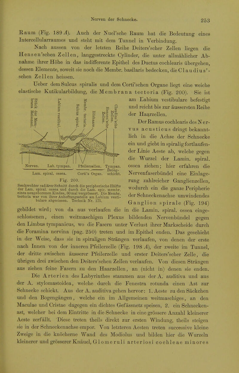 Nerven der Schnecke. Nerven. Lab. tympan. Pfeilerzellen. Lam. Spiral, ossea. Fig. Corti's Organ. 200. Tympan. ' Beleg- schicht. Raum (Fig. 189^). Auch der Nuel'sche Raum hat die Bedeutung eines lutercellularraunies und steht mit dem Tunnel in Verbindung. Nach aussen von der letzten Reihe Deiters'scher Zellen liegen die H ensen'schen Zellen, langgestreckte Cylinder, die unter allmählicher Ab- nahme ihrer Höhe in das indifferente Epithel des Ductus cochlearis übergehen, dessen Elemente, soweit sie noch die Membr. basilaris bedecken, die Glau diu s'- schen Zellen heissen. Ueber dem Sulcus spiralis und dem Corti'schen Organe liegt eine weiche elastische Kutikularbildung, die Membrana tectoria (Fig. 200). Sie ist am Labium vestibuläre befestigt und reicht bis zur äussersten Reihe der Haarzellen. Der Ramus cochlearis des Ner- vus acusticus dringt bekannt- lich in die Achse der Schnecke ein und giebt in spiralig fortlaufen- der Linie Aeste ab, welche gegen die Wurzel der Lamin. spiral. ossea ziehen; hier erfahren die Nervenfaserbündel eine Einlage- rung zahlreicher Ganglienzellen, wodurch ein die ganze Peripherie der Schneckenachse umwindendes Ganglion spirale (Fig. 194) gebildet wird; von da aus verlaufen die in die Lamin. spiral. ossea einge- schlossenen, einen weitmaschigen Plexus bildenden Nervenbündel gegen den Limbus tympanicus, wo die Fasern unter Verlust ihrer Markscheide durch die Foramina nervina (pag. 250) treten und im Epithel enden. Das geschieht in der Weise, dass sie in spiraligen Strängen verlaufen, von denen der erste nach Innen von der inneren Pfeilerzelle (Fig. 198^1), der zweite im Tunnel, der dritte zwischen äusserer Pfeilerzelle und erster Deiters'scher Zelle, die übrigen drei zwischen den Deiters'schen Zellen verlaufen. Von diesen Strängen aus ziehen feine Fasern zu den Haarzellen, an (nicht in) denen sie enden. Die Arterien des Labyrinthes stammen aus der A. auditiva und aus der A. stylomastoidea, welche durch die Fenestra rotunda einen Ast zur Schnecke schickt. Aus der A. auditiva gehen hervor: 1. Aeste zu den Säckchen und den Bogengängen, welche ein im Allgemeinen weitmaschiges, an den Maculae und Cristae dagegen ein dichtes Gefässnetz speisen, 2. ein Schnecken- ast, welcher bei dem Eintritte in die Schnecke in eine grössere Anzahl kleinerer Aeste zerfällt. Diese treten theils direkt zur ersten Windung, theils steigen sie in der Schneckenachse empor. Von letzteren Aesten treten successive kleine Zweige in die knöcherne Wand des Modiolus und bilden hier die Wurzeln kleinerer iind grösserer Knäuel, G1 ome ru 1 i arteriosi Cochleae minores Senkrechter radiärer Schnitt durch die peripherische Hälfte der Lam. spiral. ossea und durch die Lam. spir. membr. eines neugeborenen Kindes, 80 mal vergrössert. Die Membr. tectoria war von ihrer Anheftungsstelle am Labium vesti- buläre abgerissen. Technik Nr. 175.