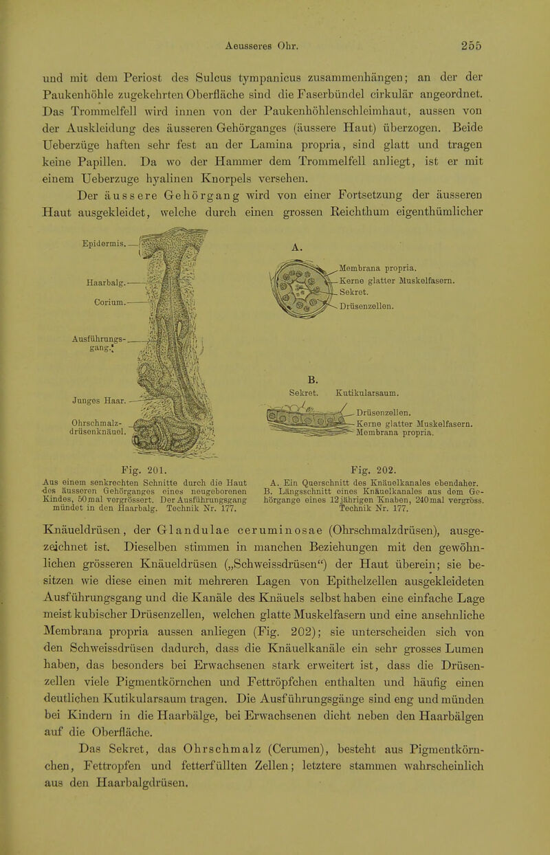 und mit dem Periost des Sulcus tympanicus zusammenhängen; an der der Paukenhöhle zugekehrten Oberfläche sind die Faserbündel cirkulär angeordnet. Das Trommelfell wird innen von der Paukenhöhlenschleimhaut, aussen von der Auskleidung des äusseren Gehörganges (äussere Haut) überzogen. Beide Ueberzüge haften sehr fest an der Lamina propria, sind glatt und tragen keine Papillen. Da wo der Hammer dem Trommelfell anliegt, ist er mit einem Ueberzüge hyalinen Knorpels versehen. Der äussere Gehörgang wird von einer Fortsetzung der äusseren Haut ausgekleidet, welche durch einen grossen Reichthmn eigenthümlicher Membrana propria. Kerne glatter Muskelfasern. Sekret. Drüsenzellen. Epidermis. —(?'.•:^ivi^■^■■l■ ^ -iv'ä.-.' Haarbals:. Corium. Junges Haar. Ohrschmalz- drüsenknäuel. A nsfii h m n (TS- ggi^a^ja ? t i gang.; Kutikularsaum. Fig. 201. Aus einem senkrechten Schnitte durch die Haut •des äusseren Gehörganges eines neugeborenen Kindes, 50mal vergrössert. Der Ausfühi'ungsgang mündet in den Haarbalg. Technik Nr. 177. Drüsenzellen. iiM^^^-Kerne glatter Muskelfasern. ^^ Membrana propria. Fig. 202. A. Ein Querschnitt des Knäuelkanales ebendaher. B. Längsschnitt eines Knäuelkanales aus dem Ge- hörgange eines 12 jährigen Knaben, 240mal vergrbss. Technik Nr. 177. Knäueldrüsen, der Glandulae ceruminosae (Ohrschmalzdrüsen), ausge- zeichnet ist. Dieselben stimmen in mancben Beziehungen mit den gewöhn- lichen gi'össeren Knäueldrüsen („Schweissdrüsen) der Haut überein; sie be- sitzen wie diese einen mit mehreren Lagen von Epithelzellen ausgekleideten Ausführungsgang und die Kanäle des Kjiäuels selbst haben eine einfache Lage meist kubischer Drüsenzellen, welchen glatte Muskelfasern und eine ansehnliche Membrana propria aussen anliegen (Fig. 202); sie unterscheiden sich von den Schweissdrüsen dadurch, dass die Knäuelkanäle ein sehr grosses Lumen haben, das besonders bei Erwachsenen stark erweitert ist, dass die Drüsen- zellen viele Pigmentköriichen und Fettröpfchen enthalten und häufig einen deutlichen Kutikularsamn tragen. Die Ausführungsgänge sind eng und münden bei Kindern in die Haarbälge, bei Erwachsenen dicht neben den Haarbälgen auf die Oberfläche. Das Sekret, das Ohrschmalz (Cerumen), besteht aus Pigmentkörn- chen, Fettropfen und fetterfüllten Zellen; letztere stammen wahrscheinlich aus den Haarbalgdrüsen.