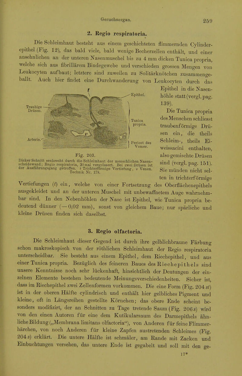 Geruchsoi'gan. Traubige Drüsen. 2. Regio rospiratoria. Die Schleimhaut besteht aus einem geschichteten flimmernden Cylinder- epithel (Fig. 12), das bald viele, bald wenige Becherzellen enthält, und einer ansehnlichen an der unteren Nasenmuschel bis zu 4 mm dicken Tunica propria, welche sich aus fibrillärem Bindegewebe und verschieden grossen Mengen von Leukocyten aufbaut; letztere sind zuweilen zu Solitärknötchen zusammenge- ballt. Auch hier findet eine Durchwanderung von Leukocyten durch das Epithel in die Nasen- höhle statt (vergl. pag. 139). Die Tunica propria des Menschen schliesst traubenförmige Drü- sen ein, die theUs Schleim-, theils Ei- weissacini enthalten, also gemischte Drüsen sind (vergl. pag. 151). Sie münden nicht sel- ten in trichterförmige Vertiefungen (t) ein, welche von einer Fortsetzung des Oberflächenepithels ausgekleidet und an der unteren Muschel mit unbewafl'netem Auge wahrnehm- bar sind. In den Nebenhöhlen der Nase ist Epithel, wie Tunica propria be- deutend dünner (—0,02 mm), sonst von gleichem Baue; nur spärliche und kleine Drüsen finden sich daselbst. Arterie.' -Epithel. Tunica propria. I Periost des 5) Vomer. Fig. 203. Dicker Sclinitt senkrecht durch die Schleimhaut der menschlichen Nasen- scheidewand; Eegio respiratoria, 20 mal vergrössert. Bei zwei Drüsen ist der Ausführungsgang getroffen, t Trichterförmige Vertiefung, v Venen. Technik Nr. 179. 3. Regio olfaetoria. Die Schleimhaut dieser Gegend ist durch ihre gelblichbraune Färbung schon makroskopisch von der röthlichen Schleimhaut der Regio respiratoria unterscheidbar. Sie besteht aus einem Epithel, dem Riechepithel, und aus einer Tunica propria. Bezüglich des feineren Baues des Riechepithels sind unsere Kenntnisse noch sehr lückenhaft, hinsichtlich der Deutungen der ein- zelnen Elemente bestehen bedeutende Meinungsverschiedenheiten. Sicher ist, dass im Riechepithel zwei Zellenformen vorkommen. Die eine Form (Fig. 204 s() ist in der oberen Hälfte cylindrisch und enthält hier gelbliches Pigment und kleine, oft in Längsreihen gestellte Körnchen; das obere Ende scheint be- sonders modifizirt, der an Schnitten zu Tage tretende Saum (Fig. 206 s) wird von den einen Autoren für eine dem Kutikularsaum des Darmepithels ähn- liche Bildung („Membrana limitans olfaetoria), von Anderen für feine Flimmer- härchen, von noch Anderen für kleine Zapfen austretenden Schleimes (Fig. 204 s) erklärt. Die untere Hälfte ist schmäler, am Rande mit Zacken und Einbuchtungen versehen, das untere Ende ist gegabelt und soll mit den ge- 17*