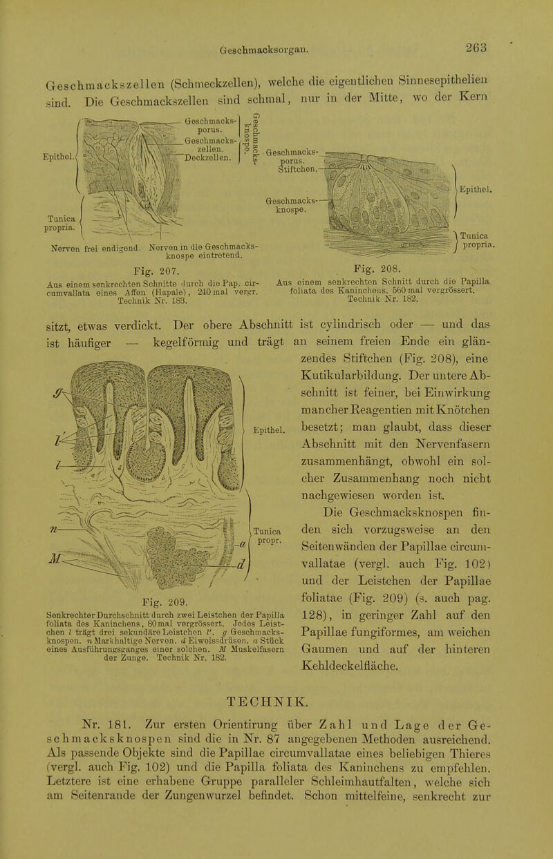Geschmacksorgan. Geschmackszellen (Schmeckzellen), welche die eigentlichen Sinnesepithelieu sind. Die Geschmackszelleu sind schmal, nur in der Mitte, wo der Kern Fig. 207. Fig- 208. Aus einem senkrechten Schnitte durch die Pap. cir- Aus einem senlcreohten Schnitt durcii die Papilla cumvallata eines Affen (Hapale), 240 mal verirr. foliata des Kaninchens, 560 mal vergrossert. Technik Nr. 183. Technik Nr. 182. sitzt, etwas verdickt. Der obere Abschnitt ist cylindrisch oder — und das ist häufiger — kegelförmig und trägt an seinem freien Ende ein glän- zendes Stiftchen (Fig. 208), eine Kutikularbildung. Der untere Ab- schnitt ist feiner, bei Einwirkung mancher Reagentien mit Knötchen besetzt; man glaubt, dass dieser Abschnitt mit den Nervenfasern zusammenhängt, obwohl ein sol- cher Zusammenhang noch nicht nachgewiesen worden ist. Die Geschmacksknospen fin- den sich vorzugsweise an den Seiten wänden der Papillae circum- vallatae (vergl. auch Fig. 102) und der Leistchen der Papillae foliatae (Fig. 209) (s. auch pag. 128), in geringer Zahl auf den Papillae fungiformes, am weichen Gaumen und auf der hinteren Kehldeckelfläche. TECHNIK. Nr. 181. Zur ersten Grientirung über Zahl und Lage der Ge- schmacksknospen sind die in Nr. 87 angegebenen Methoden ausreichend. Als passende Objekte sind die Papillae circumvallatae eines beliebigen Thieres (vergl. auch Fig. 102) und die Papilla foliata des Kaninchens zu empfehlen. Letztere ist eine erhabene Gruppe paralleler Schleimhautfalten, welche sich am Seitenrande der Zungenwurzel befindet. Schon mittelfeine, senkrecht zur Fig. 209. Senkrechter Darchschnitt durch zwei Leistchen der Papilla foliata des Kaninchens, 80mal vergrössert. Jedes Leist- chen l trägt drei sekundäre Leistchon V. g Geschmacks- knospen. n Markhaltige Nerven, d Eiweissdrüsen. a Stück eines Ausführangsganges einer solchen. M Muskelfasern der Zunge. Technik Nr. 182.