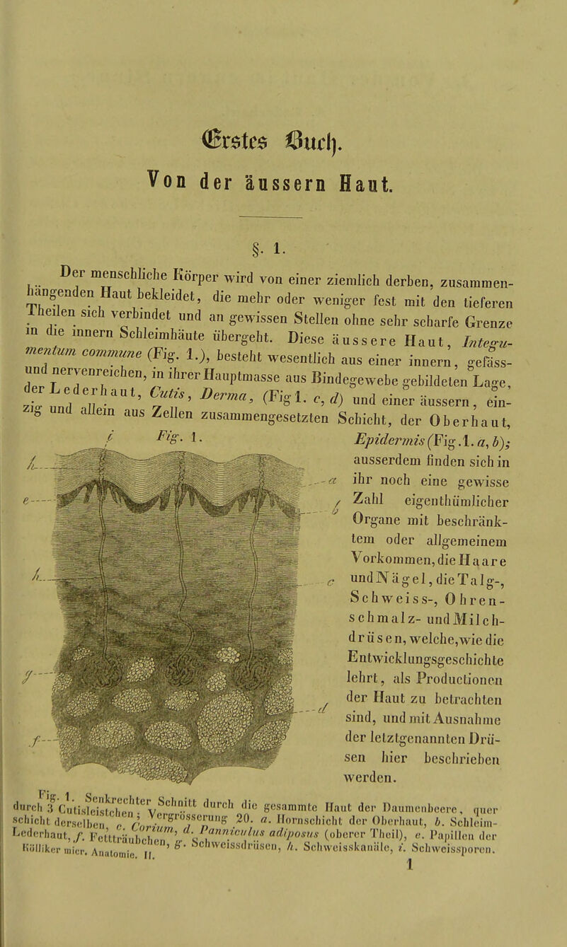 ©r$tc$ öitd). Von der äussern Haut. . 1. Der menschliche Körper wird von einer ziemlich derben, zusammen- hängenden Haut bekleidet, die mehr oder weniger fest mit den tieferen eilen sich verbindet und an gewissen Stellen ohne sehr scharfe Grenze in die innern Schleimhäute übergeht. Diese äussere Haut, Integu- mentum commune (Kg. 1.), besteht wesentlich aus einer innern, gefäss- un nervenreichen, in ihrer Hauptmasse aus Bindegewebe gebildeten Lage, zt und Derma’ ^ einer äussern, ein- ö 6m aus ZelIen zusammengesetzten Schicht, der Oberhaut, Epidermis (Kg A.a, b); ausserdem finden sich in ihr noch eine gewisse Zahl eigenthümlicher Organe mit beschränk- tem oder allgemeinem Vorkommen, die Haare undNägel, die Talg-, Schweiss-, 0 hren- schmalz- undMilch- d r ü s e n, welche,wie die Entwicklungsgeschichte lehrt, als Productionen der Haut zu betrachten sind, und mit Ausnahme der letztgenannten Drü- sen hier beschrieben werden.