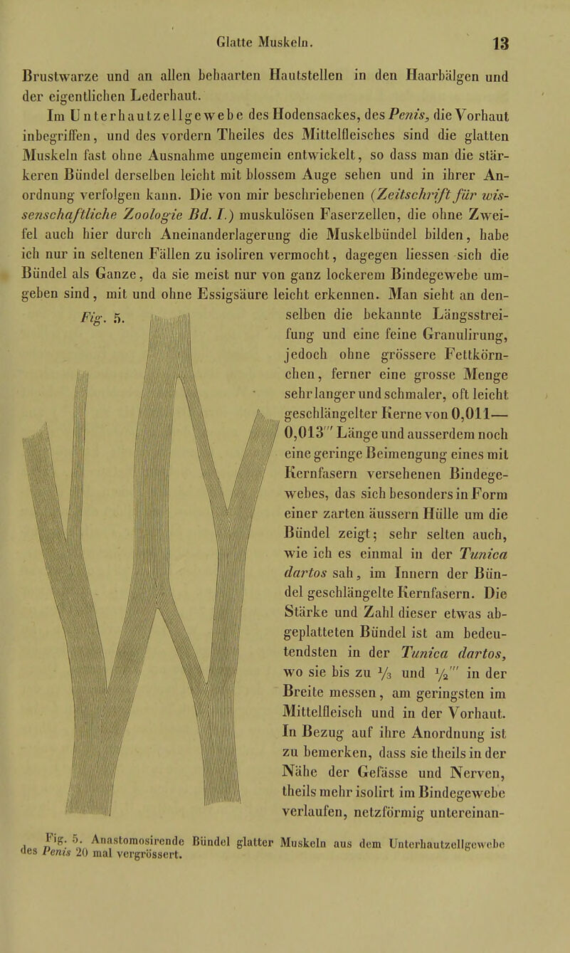 Brustwarze und an allen behaarten Hautstellen in den Haarbälgen und der eigentlichen Lederhaut. Im Unterhautzellgewebe des Hodensackes, fas Penis, die Vorhaut inbegriffen, und des vordem Theiles des Mittelfleisches sind die glatten Muskeln fast ohne Ausnahme ungemein entwickelt, so dass man die stär- keren Bündel derselben leicht mit blossem Auge sehen und in ihrer An- ordnung verfolgen kann. Die von mir beschriebenen (Zeitschrift für wis- senschaftliche Zoologie Bd. I.) muskulösen Faserzellen, die ohne Zwei- fel auch hier durch Aneinanderlagerung die Muskelbündel bilden, habe ich nur in seltenen Fällen zu isoliren vermocht, dagegen Hessen sich die Bündel als Ganze, da sie meist nur von ganz lockerem Bindegewebe um- geben sind, mit und ohne Essigsäure leicht erkennen. Man sieht an den- selben die bekannte Längsstrei- fung und eine feine Granulirung, jedoch ohne grössere Feltkörn- chen, ferner eine grosse Menge sehr langer und schmaler, oft leicht geschlängelter Kerne von 0,011— 0,013 ' Länge und ausserdem noch eine geringe Beimengung eines mit Kernfasern verseheuen Bindege- webes, das sich besonders in Form einer zarten äussern Hülle um die Bündel zeigt; sehr selten auch, wie ich es einmal in der Tunica dartos sah, im Innern der Bün- del geschlängelte Kernfasern. Die Stärke und Zahl dieser etwas ab- geplatteten Bündel ist am bedeu- tendsten in der Tunica dartos, wo sie bis zu y3 und ya' in der Breite messen, am geringsten im Mittelfleisch und in der Vorhaut. In Bezug auf ihre Anordnung ist zu bemerken, dass sie theilsinder Nähe der Gelasse und Nerven, theils mehr isolirt im Bindegewebe verlaufen, netzförmig untereinan- Fig. 5. Anastomosircnde Bündel glatter Muskeln aus dem Unterbautzellgewebe des Perus 20 mal vergrössert.