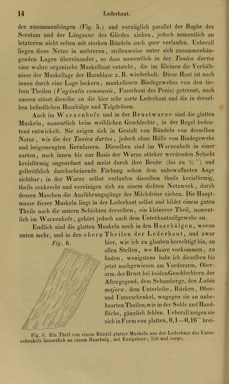 der Zusammenhängen (Fig. 5.) und vorzüglich parallel der Raphe des Scrotum und der Längsaxe des Gliedes ziehen, jedoch namentlich an letzterem nicht selten mit starken Bündeln auch quer verlaufen. Ueberall liegen diese Netze in mehreren, stellenweise unter sich zusammenhän- genden Lagen übereinander, so dass namentlich in der Tunica darlos eine wahre organische Muskelhaut entsteht, die im Kleinen die Verhält- nisse der Muskellage der Harnblase z. B. wiederholt. Diese Haut ist nach innen durch eine Lage lockern, muskellosen Bindegewebes von den tie- fern Theilen (Vaginalis communis, Faserhaul des Penis) getrennt, nach aussen stösst dieselbe an die hier sehr zarte Lederhaut und die in dersel- ben befindlichen Haarbälge und Talgdrüsen. Auch im Warzenhofe und in der Brustwarze sind die glatten Muskeln, namentlich beim weiblichen Geschlechte, in der Regel bedeu- tend entwickelt. Sie zeigen sich in Gestalt von Bündeln von derselben Natur, wie die der Tunica dartos, jedoch ohne Hülle von Bindegewebe und beigemengten Kernfasern. Dieselben sind im Warzenhofe in einer zarten, nach innen bis zur Basis der Warze stärker werdenden Schicht kreisförmig angeordnet und meist durch ihre Breite (bis zu J/3 ) und gelbröthlich durchscheinende Färbung schon dem unbewaffneten Auge sichtbar; in der Warze selbst verlaufen dieselben theils kreisförmig, theils senkrecht und vereinigen sich zu einem dichten Netzwerk, durch dessen Maschen die Ausführungsgänge der Milchdrüse ziehen. Die Haupt- masse dieser Muskeln liegt in der Lederhaut selbst und bildet einem guten Theile nach die untern Schichten derselben, ein kleinerer Theil, nament- lich im Warzenhofe, gehört jedoch auch dem Unterhautzellgewebe an. Endlich sind die glatten Muskeln noch in den Haarbälgen, wovon unten mehr, und in den o b er n Th e ilen der Leder haut, und zwar Pig, 6. hier, wie ich zu glauben berechtigt bin, an allen Stellen, wo Haare Vorkommen , zu finden , wenigstens habe ich dieselben bis jetzt nachgewiesen am Vorderarm, Ober- arm, derBrust bei beidenGeschlechlern,der Aftergegend, dem Schamberge, den Labia majora , dem Unterleibe, Bücken, Ober- und Unterschenkel, wogegen sie an unbe- haarten Theilen,wie in der Sohle und Hand- fläche, gänzlich fehlen. Ueberall zeigen sie sich in Form von platten, 0,1—0,16 brei- Fig. G. Ein Theil von einem Bündel glatter Muskeln aus der Ledcrhaut des Unter- schenkels äusserlich au einem Haarbalg, mit Essigsäure; <150 mal vergr.