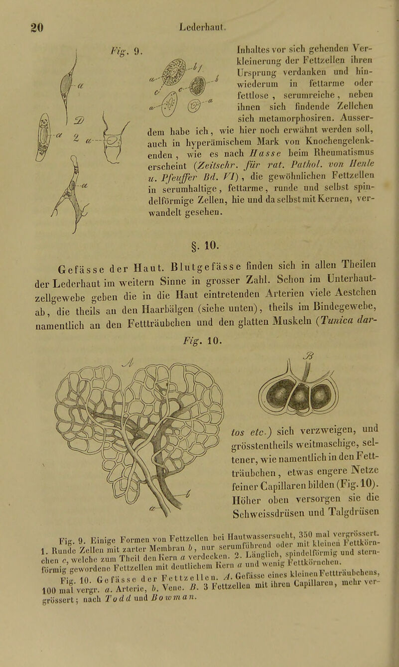 JfU i i0. - a- Inhaltes vor sich gehenden Ver- kleinerung der Fettzellen ihren Ursprung verdanken und hin- wiederum in fettarme oder fettlose , serumreiche, neben ihnen sich findende Zellchen sich metainorphosiren. Ausser- dem habe ich, wie hier noch erwähnt werden soll, auch in hyperämischem Mark von Knochengeleuk- enden , wie es nach Hasse heim Rheumatismus erscheint (Zeitsckr. für rat. Pathol. von Heule u. Pfeuffer Dd. FI), die gewöhnlichen Fettzellen in serumhaltige, fettarme, runde und seihst spin- delförmige Zellen, hie und da selbst mit Kernen, ver- wandelt gesehen. §• io. Gefässe der Haut. Blutgefässe finden sich in allen Theilen der Lederhaut im weitern Sinne in grosser Zahl. Schon im Unterhaut- zellgewebe geben die in die Haut eintretenden Arterien viele Aestchen ab ,°die theils an den Haarbälgen (siehe unten), theils im Bindegewebe, namentlich an den Fettträubchen und den glatten Muskeln (Tunica dar- Fig. 10. tos etc.) sich verzweigen, und grösstentheils weitmaschige, sel- tener, wie namentlich in den F ett- träubchen, etwas engere Netze feiner Capillären bilden (Fig. 10). Höher oben versorgen sie die Schwcissdrüscn und Talgdrüsen Fic 9 Einige Formen von Fettzellen bei Ilautwassersuclit, 350 mul v'«'|nCÖsserl- 100 maVvergr. «. Arterie, b. Vene. U. 3 Fettzellea mit ihren Lapillaren, mehr ver grüssort; nach To d d und Bow in a n.