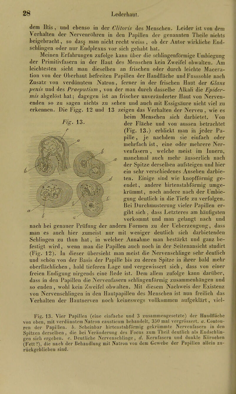 dem Iltis, und ebenso in der Clitoris des Menschen. Leider ist von dem V erhalten der Nerven röhren in den Papillen der genannten Theile nichts beigebracht, so das§ man nicht recht weiss, ob der Autor wirkliche End- schlingen oder nur Endplexus vor sieb gehabt bat. Meinen Erfahrungen zufolge kann über die schlingenförmige Umbiegung der Primitivfasern in der Haut des Menschen kein Zweifel obwalten. Am leichtesten siebt man dieselben an frischen oder durch leichte Macera- tion von der Oberbaut befreiten Papillen der Handfläche undFusssohle nach Zusatz von verdünntem Natron, ferner in der frischen Haut der Glans penis und des Praeputiurn, von der man durch dasselbe Alkali die Epider- mis abgelöst bat; dagegen ist an frischer unveränderter Haut von Nerven- enden so zu sagen nichts zu sehen und auch mit Essigsäure nicht viel zu erkennen. Die Figg. 12 und 13 zeigen das Verhalten der Nerven, wie es beim Menschen sich darbietet. Von der Fläche und von aussen betrachtet (Fig. 13.) erblickt man in jeder Pa- pille , je nachdem sie einfach oder mehrfach ist, eine oder mehrere Ner- venfasern , welche meist im Innern, manchmal auch mehr äusserlich nach der Spitze derselben aufsteigen und hier ein sehr verschiedenes Ansehen darbie- ten. Einige sind wie knopfförmig ge- endet, andere hirtenstabförmig umge- krümrnt, noch andere nach der Umbie- gung deutlich in die Tiefe zu verfolgen. Bei Durchmusterung vieler Papillen er- gibt sich , dass Letzteres am häufigsten vorkommt und man gelangt nach und nach hei genauer Prüfung der andern Formen zu der Ueberzeugung, dass man es auch hier zumeist nur mit weniger deutlich sich darbietenden Schlingen zu tliun hat, in welcher Annahme man bestärkt und ganz be- festigt wird, wenn man die Papillen auch noch in der Seitenansicht studirt (Fig. 12). In dieser übersieht man meist die Nervenschlinge sehr deutlich und schön von der Basis der Papille bis zu deren Spitze in ihrer bald mehr oberflächlichen , bald tieferen Lage und vergewissert sich, dass von einer freien Endigung nirgends eine Rede ist. Dem allem zufolge kann darüber, dass in den Papillen die Nervenfasern schlingenförmig Zusammenhängen und so enden, wohl kein Zweifel obwalten. Mit diesem Nachweis der Existenz von Nervenschlingen in den Hautpapillen des Menschen ist nun freilich das Verhalten der Hautnerven noch keineswegs vollkommen aufgeklärt, viel- Fig. 13. Vier Papillen (eine einfache und 3 zusammengesetzte) der HaudflÜcbe von oben, mit verdünntem Natron causticum behandelt, 350 mal vergrössert. a. Contou- ren der Papillen, b. Scheinbar birtcnslabfÖrmig gekrümmte Nervenfasern in den Spitzen derselben, die hei Veränderung des Focus zum Thcil deutlich als Endschlin- gen sieh ergehen. e. Deutliche Nervenschlinge, d. Kernfasern und dunkle Körnchen (Fett?), die nach der Behandlung mit Natron von dem Gewebe der Papillen allein zu- rückgeblieben sind. Fig. 13.