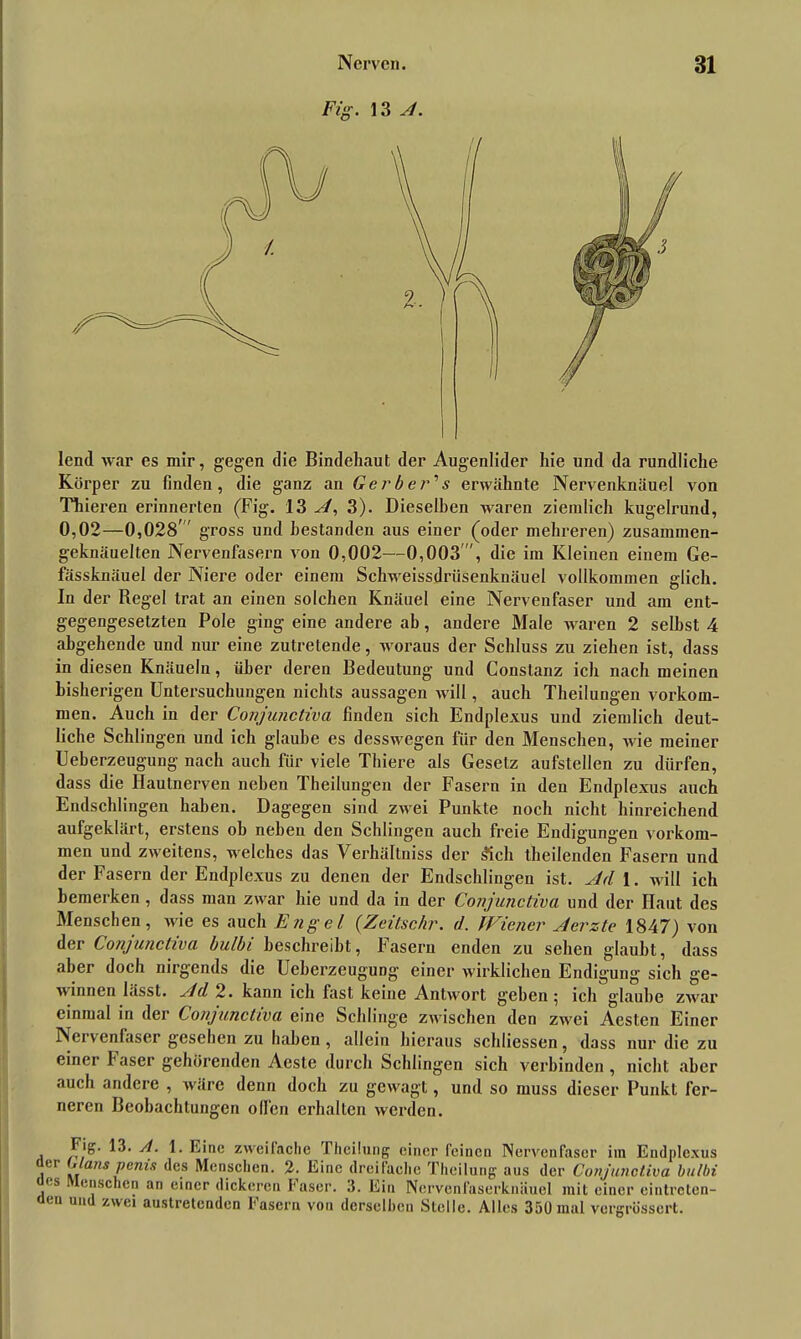 Fig. 13 A. lend war es mir, gegen die Bindehaut der Augenlider hie und da rundliche Körper zu finden, die ganz an Gerber's erwähnte Nervenknäuel von Thieren erinnerten (Fig. 13 A, 3). Dieselben waren ziemlich kugelrund, 0,02—0,028 gross und bestanden aus eiuer (oder mehreren) zusammen- geknäuelten Nervenfasern von 0,002—0,003', die im Kleinen einem Ge- fässknäuel der Niere oder einem Schweissdriisenkuäuel vollkommen glich. In der Regel trat an einen solchen Knäuel eine Nervenfaser und am ent- gegengesetzten Pole ging eine andere ab, andere Male waren 2 seihst 4 abgehende und nur eine zutrelende, woraus der Schluss zu ziehen ist, dass in diesen Knäueln, über deren Bedeutung und Constanz ich nach meinen bisherigen Untersuchungen nichts aussagen will, auch Theilungen Vorkom- men. Auch in der Conjunctiva finden sich Endplexus und ziemlich deut- liche Schlingen und ich glaube es desswegen für den Menschen, wie meiner Ueberzeugung nach auch für viele Thiere als Gesetz aufstellen zu dürfen, dass die Hautnerven neben Theilungen der Fasern in den Endplexus auch Endschlingen haben. Dagegen sind zwei Punkte noch nicht hinreichend aufgeklärt, erstens ob neben den Schlingen auch freie Endigungen Vorkom- men und zweitens, welches das Verhältniss der Sich theilenden Fasern und der Fasern der Endplexus zu denen der Endschlingen ist. Ad 1. will ich bemerken , dass man zwar hie und da in der Conjunctiva und der Haut des Menschen, wie es auch Engel (Zeit,sehr. d. Wiener Aerzte 1847) von der Conjunctiva bulbi beschreibt, Fasern enden zu sehen glaubt, dass aber doch nirgends die Ueberzeugung einer wirklichen Endigung sich ge- winnen lässt. Ad 2. kann ich fast keine Antwort geben 5 ich glaube zwar einmal in der Conjunctiva eine Schlinge zwischen den zwei Aesten Einer Nervenfaser gesehen zu haben , allein hieraus schliessen, dass nur die zu einer Faser gehörenden Aeste durch Schlingen sich verbinden, nicht aber auch andere , wäre denn doch zu gewagt, und so muss dieser Punkt fer- neren Beobachtungen ollen erhalten werden. j ,,!-j' U Fiae zweifache Theilung einer feinen Nervenfaser iin Endplexus .er /. ans Venis des Menschen. 2. Eine dreifache Theilung aus der Conjunctiva bulbi ' s enschen an einer dickeren Faser. 3. Ein Nervenfaserknäuel mit einer eintreten- aen und zwei austretenden Fasern von derselben Stelle. Alles 350 mal vorgrössert.