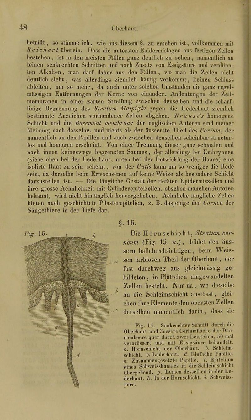 hotrilFt, so stimme ich, wie aus diesem §. zu ersehen ist, vollkommen mit Reich ert überein. Dass die untersten Epidermislagen aus fertigen Zellen bestehen, ist in den meisten Fällen ganz deutlich zu sehen, namentlich an leinen senkrechten Schnitten und nach Zusatz von Essigsäure und verdünn- ten Alkalien, man darf daher aus den Fällen , wo man die Zellen nicht deutlich sieht, was allerdings ziemlich häufig vorkommt, keinen Schluss ableiten, um so mehr, da auch unter solchen Umständen die ganz regel- mässigen Entfernungen der Kerne von einander, Andeutungen der Zell- membranen in einer zarten Streifung zwischen denselben und die scliarf- linige Begrenzung des Stratum Malpighi gegen die Lederhaut ziemlich bestimmte Anzeichen vorhandener Zellen ahgehen. Krause's homogene Schicht und die Basement membrane der englischen Autoren sind meiner Meinung nach dasselbe, und nichts als der äusserste Theil des Corium, der namentlich an den Papillen und auch zwischen denselben scheinbar structur- los und homogen erscheint. Von einer Trennung dieser ganz schmalen und nach innen keineswegs begrenzten Saumes, der allerdings hei Embryonen (siehe oben hei der Lederhaut, unten bei der Entwicklung der Haare) eine isolirte Haut zu sein scheint, von der Cutis kann um so weniger die Rede sein, da derselbe heim Erwachsenen auf keine Weise als besondere Schicht darzustellen ist. — Die längliche Gestalt der tiefsten Epidermiszellen und ihre grosse Aehnlichkeit mit Cylinderepitelzellen, obschon manchen Autoren bekannt, wird nicht hinlänglich hervorgehoben. Aehnliche längliche Zellen bieten auch geschichtete Pflasterepitelien, z. B. dasjenige der Cornea der Säugethiere in der Tiefe dar. §. 16. Die Horn sc hiebt, Stratum cor- neum (Fig. 15. a.), bildet den äus- sern halbdurchsichtigen , beim W eis- sen farblosen Theil der Oberhaut, der fast durchweg aus gleichmässig ge- bildeten , in Plättchen umgewandelten Zellen besteht. Nur da, wo dieselbe an die Schleimschicht anstösst, glei- chen ihre Elemente den obersten Zellen derselben namentlich darin, dass sie Fig. 15. Senkrechter Schnitt durch die Oberhaut und äussere Coriumfliicbe der Dau- menbeere quer durch zwei Leisichen, 50 mal vergrüssert und mit Essigsäure behandelt. a. Hornschicht der Oberhaut, b. Schleim- schicht. c. Lederhaut. d. Einfache Papille. e. Zusammengesetzte Papille, f. Epileliuin eines Schwcisskanales in die Schleimschicht übergehend, g. Lumen desselben in der Le- derbaut. h. ln der Hornschicht, i. Scbwciss- porc. I