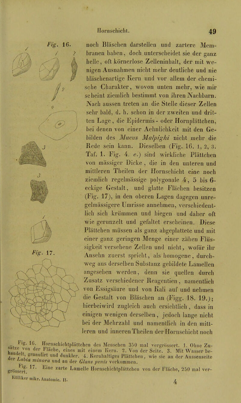noch Bläschen darstellen und zartere Mem- branen haben, doch unterscheidet sie der ganz helle, oft körnerlose Zelleninhalt, der mit we- nigen Ausnahmen nicht mehr deutliche und nie bläschenartige Kern und vor allem der chemi- sche Charakter, wovon unten mehr, wie mir scheint ziemlich bestimmt von ihren Nachbarn. Nach aussen treten an die Stelle dieser Zellen sehr bald, d. h. schon in der zweiten und drit- ten Lage, die Epidermis - oder Hornplättchen, bei denen von einer Aehnlichkeit mit den Ge- bilden des Muchs Malpighi nicht mehr die Rede sein kann. Dieselben (Fig. 16. 1, 2, 3. Taf. 1. Fig. 4. e.) sind wirkliche Plättchen von mässiger Dicke , die in den unteren und mittleren Theilen der Hornschicht eine noch ziemlich regelmässige polygonale 4, 5 bis 6- eckige Gestalt, und glatte Flächen besitzen (Fig. 17), in den oberen Lagen dagegen unre- gelmässigere Umrisse annehmen, verschiedent- lich sich krümmen und biegen und daher oft wie gerunzelt und gefaltet erscheinen. Diese Plättchen müssen als ganz abgeplattete und mit einer ganz geringen Menge einer zähen Flüs- sigkeit versehene Zellen und nicht, wofür ihr Ansehn zuerst spricht, als homogene, durch- weg aus derselben Substanz gebildete Lamellen angesehen werden, denn sie quellen durch Zusatz verschiedener Reagentieu, namentlich von Essigsäure und von Kali auf und nehmen die Gestalt von Bläschen an (Figg. 18. 19.); hierbeiwird zugleich auch ersichtlich , dass in einigen wenigen derselben, jedoch lange nicht bei der Mehrzahl und namentlich in den mitt- leren und inneren Theilen der Hornschicht noch ... Ig‘ I/opHschicIitplüttchen des Menschen 350 mal vergriissert. 1. Ohne Zu- .yon der Fläche, eines mit einem Kern. 2. Von der Seile. 3. Mit Wasser he- ,i. ') >Sranuhrt und dunkler. 4. Kernhaltige? Plättchen, wie sie an der Aussenseite ■‘tina rrnnoru und an der Glans ponis Vorkommen. grösser?' ^ ^'nc zarte Lamelle llornschichtplättchen von der Fläche, 250 mal ver- Kiilliker mikr, Anatomie. I(. 4