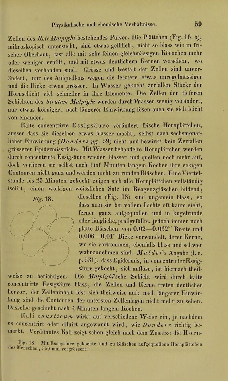 Zellen des Rete Malpighi bestehendes Pulver. Die Plättchen (Fig. 16. 3), mikroskopisch untersucht, sind etwas gelblich, nicht so blass wie in fri- scher Oberhaut, fast alle mit sehr feinen gleichmässigen Körnchen mehr oder weniger erfüllt, und mit etwas deutlichem Kernen versehen, wo dieselben vorhanden sind. Grösse und Gestalt der Zellen sind unver- ändert , nur des Aufquellens wegen die letztere etwas unregelmässiger und die Dicke etwas grösser. In Wasser gekocht zerfallen Stücke der Hornschicht viel schneller in ihre Elemente. Die Zellen der tieferen Schichten des Stratum. Malpighi werden durch Wasser wenig verändert, nur etwas körniger, nach längerer Einwirkung lösen auch sie sich leicht von einander. Kalle concentrirte Essigsäure verändert frische Hornplättchen, ausser dass sie dieselben etwas blasser macht, selbst nach sechsmonat- licher Einwirkung (D o n de rs pg. 59) nicht und bewirkt kein Zerfallen grösserer Epidermisslücke. Mit Wasser behandelte Hornplättchen werden durch concentrirte Essigsäure wieder blasser und quellen noch mehr auf, doch verlieren sie selbst nach fünf Minuten langem Kochen ihre eckigen Contouren nicht ganz und werden nicht zu runden Bläschen. Eine Viertel- stunde bis 25 Minuten gekocht zeigen sich alle Hornplättchen vollständig isolirt, einen wolkigen weisslichen Satz im Reagenzgläschen bildend; pjo.' jg dieselben (Fig. 18) sind ungemein blass, so dass man sie bei vollem Lichte oft kaum sieht, ferner ganz aufgequollen und in kugelrunde oder längliche, prallgefüllte, jedoch immer noch platte Bläschen von 0,02—0,032' Breite und 0,006—0,01 Dicke verwandelt, deren Kerne, wo sie Vorkommen, ebenfalls blass und schwer wahrzunehmen sind. M ul de r's Angabe (1. c. p. 531), dass Epidermis, in concentrirter Essig- säure gekocht, sich auflöse, ist hiernach theil- weise zu berichtigen. Die Malpighi1 sehe Schicht wird durch kalte concentrirte Essigsäure blass, die Zellen und Kerne treten deutlicher hervor, der Zelleninhalt löst sich theilweise auf; nach längerer Einwir- kung sind die Contouren der untersten Zellenlagen nicht mehr zu sehen. Dasselbe geschieht nach 4 Minuten langem Kochen. Kali causticum wirkt auf verschiedene Weise ein, je nachdem es conccntrirt oder diluirl angewandt wird, wie Donders richtig be- merkt. Verdünntes Kali zeigt schon gleich nach dem ZusaLze die Ilorn- tig. 18. Mit Essigsäure gekochte und zu Bläschen aufgequollene Hornplättchen <ies Menschen , 350 mal vergrössert.