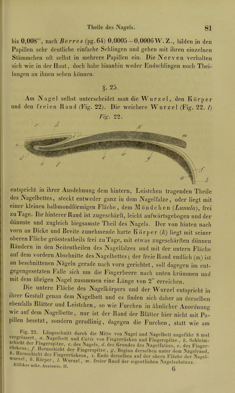 bis 0,008', nach Berres (pg.64) 0,0005-0,0000 W. Z., bilden in den Papillen sehr deutliche einfache Schlingen und gehen mit ihren einzelnen Stämmchen oft selbst in mehrere Papillen ein. Die Nerven verhalten sich wie in der Haut, doch habe bisanhin weder Endschlingen noch Thei- lungen an ihnen sehen können. §• 25. Am Nagel selbst unterscheidet man die Wurz el, den Körper und den freien Rand (Fig. 22). Die weichere Wurzel (Fig. 22. /) Fig. 22. ' / £ > / entspricht in ihrer Ausdehnung dein hintern, Leisichen tragenden Theile des Nagelbettes, steckt entweder ganz in dem Nagelfalze, oder liegt mit einer kleinen halbmondförmigen Fläche, dem Möndchen (Lunula), frei zu Tage. Ihr hinterer Rand ist zugeschärft, leicht aufwärtsgebogen und der dünnste und zugleich biegsamste Theil des Nagels. Der von hinten nach vorn an Dicke und Breite zunehmende harte Körper (k) liegt mit seiner oberen Fläche grösstentheils frei zuTage, mit etwas zugeschärften dünnen Rändern in den Seitentheilen des Nagelfalzes und mit der untern Fläche auf dem vordem Abschnitte des Nagelbettes; der freie Rand endlich (m) isL an beschnittenen Nägeln gerade nach vorn gerichtet, soll dagegen im ent- gegengesetzten Falle sich um die Fingerbeere nach unten krümmen und mit dem übrigen Nagel zusammen eine Länge von 2 erreichen. Die untere Fläche des Nagelkörpers und der Wurzel entspricht in ihrer Gestalt genau dem Nagelbett und es finden sich daher an derselben ebenfalls Blätter und Leistchen, so wie Furchen in ähnlicher Anordnung wie auf dem Nagelbette, nur ist der Rand der Blätter hier nicht mit Pa- pillen besetzt, sondern geradlinig, dagegen die Furchen, statt wie am
