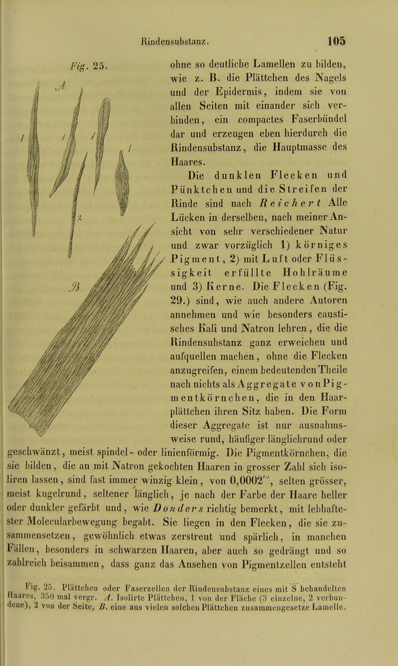 Fig. 25. ohne so deutliche Lamellen zu bilden, wie z. B. die Plättchen des Nagels und der Epidermis, indem sie von allen Seiten mit einander sich ver- binden, ein compactes Faserbündel dar und erzeugen eben hierdurch die Rindensubstanz, die Hauptmasse des Haares. Die dunklen Flecken und Pünktchen und die Streifen der Rinde sind nach Reichert Alle Lücken in derselben, nach meiner An- sicht von sehr verschiedener Natur und zwar vorzüglich 1) körniges Pigment, 2) mit Luft oder Flüs- sigkeit erfüllte Hohlräume und 3) Kerne. Die Flecken (Fig. 29.) sind, wie auch andere Autoren annehmen und wie besonders causti- sches Kali und Natron lehren, die die Rindensubstanz ganz erweichen und aufquellen machen , ohne die Flecken anzugreifen, einem bedeutendenTheile nach nichts als Aggregate vonPig- m e n t k ö r n c h e n, die in den Haar- plättchen ihren Sitz haben. Die Form dieser Aggregate ist nur ausnahms- weise rund, häufiger länglichrund oder geschwänzt, meist spindcl- oder linienförmig. Die Pigmentkörnchen, die sie bilden, die an mit Natron gekochten Haaren in grosser Zahl sich iso- liren lassen, sind fast immer winzig klein, von 0,0002', selten grösser, meist kugelrund, seltener länglich, je nach der Farbe der Haare heller oder dunkler gefärbt und, wie Don der s richtig bemerkt, mit lebhafte- ster Molecularbewegung begabt. Sie liegen in den Flecken, die sie zu- sammensetz en, gewöhnlich etwas zerstreut und spärlich, in manchen Fällen, besonders in schwarzen Haaren, aber auch so gedrängt und so zahlreich beisammen, dass ganz das Ansehen von Pigmentzellen entsteht Fhv 25. Plättchen oder Fascrzellen (Jpr Itindensubstanz eines mit S behandelten Haares, 350 mal vergr. A. Isolirte Plättchen, 1 von der Fläche (3 einzelne, 2 verbun- dene), 2 von der Seite, U. eine aus vielen solchen Plättchen zusammengesetzt Lamelle»