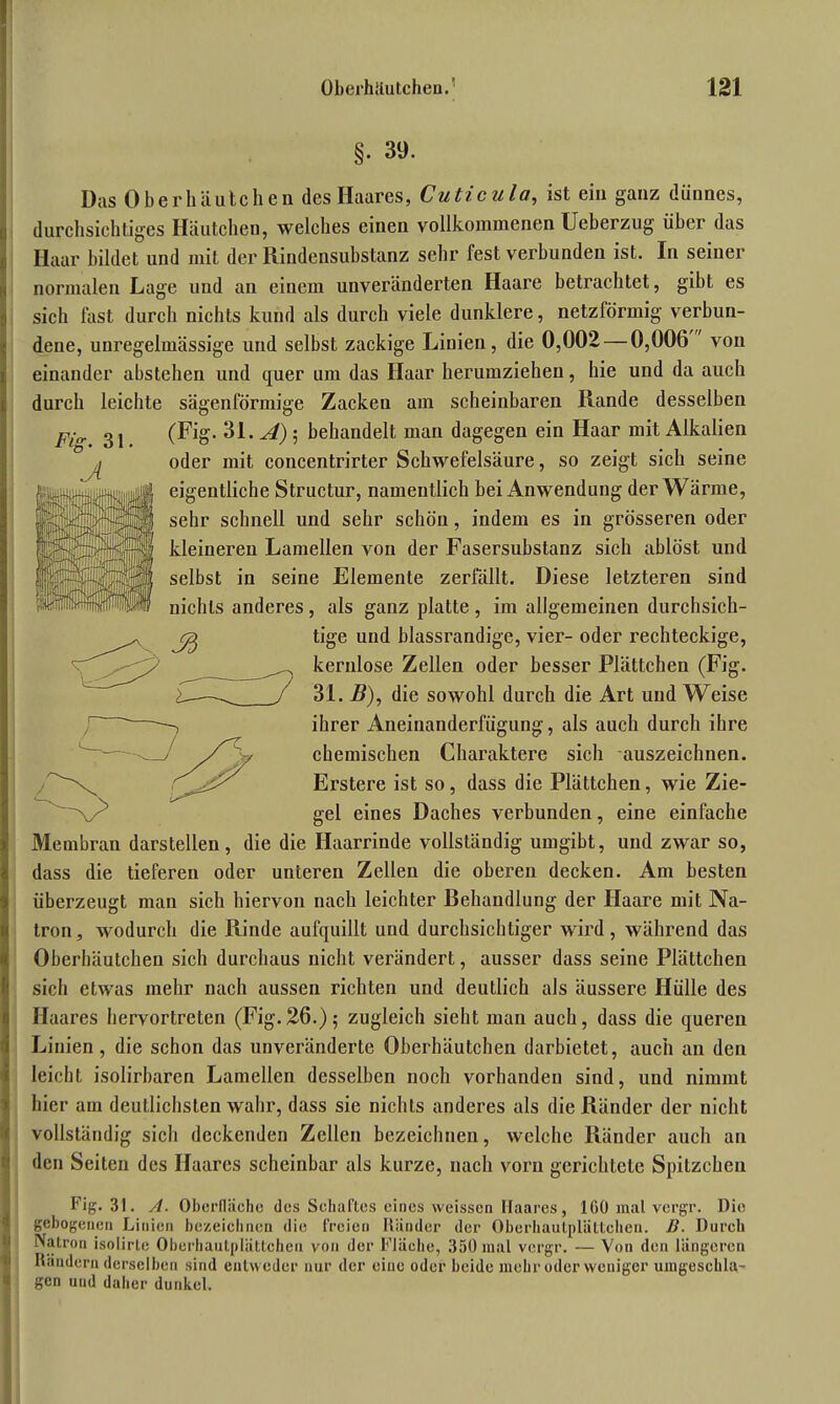 §. 39. Das Oberhäutchen des Haares, Cuticula, ist ein ganz dünnes, durchsichtiges Häutchen, welches einen vollkommenen Ueberzug über das Haar bildet und mit der Rindensubstanz sehr fest verbunden ist. In seiner normalen Lage und au einem unveränderten Haare betrachtet, gibt es sich fast durch nichts kund als durch viele dunklere, netzförmig verbun- dene, unregelmässige und selbst zackige Linien, die 0,002 — 0,006 von einander abstehen und quer um das Haar herumziehen, hie und da auch durch leichte sägenförmige Zacken am scheinbaren Rande desselben (Fig. 31. A); behandelt man dagegen ein Haar mit Alkalien oder mit concentrirter Schwefelsäure, so zeigt sich seine eigentliche Structur, namentlich bei Anwendung der Wärme, sehr schnell und sehr schön, indem es in grösseren oder kleineren Lamellen von der Fasersubstanz sich ablöst und selbst in seine Elemente zerfällt. Diese letzteren sind nichts anderes, als ganz platte, im allgemeinen durchsich- tige und blassrandige, vier- oder rechteckige, kernlose Zellen oder besser Plättchen (Fig. 31. B), die sowohl durch die Art und Weise ihrer Aneinanderfügung, als auch durch ihre chemischen Charaktere sich auszeichnen. Erstere ist so, dass die Plättchen, wie Zie- gel eines Daches verbunden, eine einfache Membran darstellen, die die Haarrinde vollständig umgibt, und zwar so, dass die tieferen oder unteren Zellen die oberen decken. Am besten überzeugt man sich hiervon nach leichter Rehaudlung der Haare mit Na- tron, wodurch die Rinde aufquillt und durchsichtiger wird, während das Oberhäutchen sich durchaus nicht verändert, ausser dass seine Plättchen sich etwas mehr nach aussen richten und deutlich als äussere Hülle des Haares hervortreten (Fig. 26.); zugleich sieht man auch, dass die queren Linien, die schon das unveränderte Oberhäutchen darbietet, auch au den leicht isolirbaren Lamellen desselben noch vorhanden sind, und nimmt hier am deutlichsten wahr, dass sie nichts anderes als die Ränder der nicht vollständig sich deckenden Zellen bezeichnen, welche Ränder auch an den Seiten des Haares scheinbar als kurze, nach vorn gerichtete Spitzchen Fig. 31. A. Oberfläche des Schaftes eines weissen Haares, 1G0 mal vergr. Die gebogenen Linien bezeichnen die freien Ränder der Oberhautplättchen. B. Durch Natron isolirle Oberhautplättchen von der Fläche, 350 mal vergr. — Von den längeren Rändern derselben sind entweder nur der eine oder beide mehr oder weniger umgeschla- gen und daher dunkel.