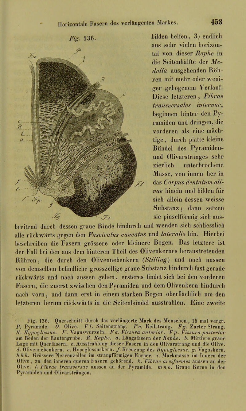 Fig. 136- bilden helfen, 3) endlich aus sehr vielen horizon- tal von dieser Iiaphe in die Seitenhälfte der Me- dulla ausgehenden Röh- ren mit mehr oder weni- ger gebogenem Verlauf. Diese letzteren , Fibrae. transversales intern ae, beginnen hinter den Py- ramiden und dringen, die vorderen als eine mäch- tige , durch platte kleine Bündel des Pyramiden- und Olivarstranges sehr zierlich unterbrochene Masse, von innen her in das Corpus dentatum oli- vae hinein und bilden für sich allein dessen weisse Substanz 5 dann setzen sie pinselförmig sicli aus- breitend durch dessen graue Kinde hindurch und wenden sich schliesslich alle rückwärts gegen den Fasciculus cuneatus und lateralis hin. Hierbei beschreiben die Fasern grössere oder kleinere Bogen. Das letztere ist der Fall bei den aus dem hinteren Theil des Olivenkernes heraustretenden Röhren, die durch den Olivennebenkern (Stilling) und nach aussen von demselben befindliche grosszeilige graue Substanz hindurch fast gerade rückwärts und nach aussen gehen, ersteres findet sich bei den vorderen Fasern, die zuerst zwischen den Pyramiden und dem Olivenkern hindurch nach vorn, und dann erst in einem starken Bogen oberflächlich um den letzteren herum rückwärts in die Seitenbündel ausstrahlen. Eine zweite Fig. 136. Querschnitt durch das verlängerte Mark des Menschen , 15 mal vergr. P. Pyramide. 0. Olive. Fl. Seitenstrang. Fe. Keilstrang. Fg. Zarter Strang. H. Uypoglossus. V. Vaguswurzeln. Fa. Fissura anterior. Fp. Fissura posterior am Boden der Rautengrube. R. Raphe. a. Längsfasern der Raphc. b. Mittlere graue Lage mit Querfasern, c. Ausstrahlung dieser Fasern in den Olivarstrang und die Olive. d. Olivennebenkern. e. Ilypoglossuskern. f. Kreuzung des Hypoglossus. g. Vaguskern. hhh. Grössere Nervenzellen im strangförmigen Körper, i. Markmasse im Innern der Olive, zu den inneren queren Fasern gehörend, h. Fibrae arciformes aussen an der Olive. I. Fibrae transversae aussen an der Pyramide, mno. Graue Kerne in den Pyramiden und Olivarsträngen.