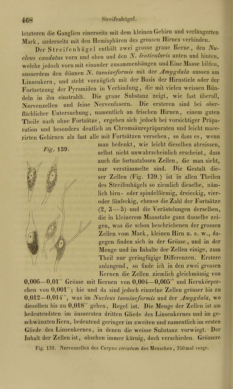 Fig. 139. letzteren die Ganglien einerseits mit dem kleinen Gehirn und verlängerten Mark, anderseits mit den Hemisphären des grossen Hirnes verbinden. Der Streife n hü ge 1 enthält zwei grosse graue Kerne, den JSu- clcus caudatus vorn und oben und den IV. lenticularis unten und hinten, welche jedoch vorn mit einander Zusammenhängen und Eine Masse bilden, ausserdem den dünnen N. taeniaeformis mit der Amygdala aussen am Linsenkern, und steht vorzüglich mit der Basis der Hirnstiele oder der Fortsetzung der Pyramiden in Verbindung, die mit vielen weisseri Bün- deln in ihn einstrahlt. Die graue Substanz zeigt, wie fast überall, Nervenzellen und feine Nervenfasern. Die ersteren sind bei ober- flächlicher Untersuchung, namentlich an frischen Hirnen, einem guten Theile nach ohne Fortsätze, ergeben sich jedoch bei vorsichtiger Präpa- ration und besonders deutlich an Chromsäurepräparaten und leicht mace- rirten Gehirnen als fast alle mit Fortsätzen versehen, so dass es, wenn man bedenkt, wie leicht dieselben abreissen, selbst nicht unwahrscheinlich erscheint, dass auch die fortsatzlosen Zellen, die man sieht, nur verstümmelte sind. Die Gestalt die- ser Zellen (Fig. 139.) ist in allen Theilen des Streifenhügels so ziemlich dieselbe, näm- lich birn- oder spindelförmig, dreieckig, vier- oder fünfeckig, ebenso die Zahl der Fortsätze (2, 3 — 5) und die Verästelungen derselben, die in kleinerem Maasstabe ganz dasselbe zei- gen, was die schon beschriebenen der grossen Zellen vom Mark, kleinen Hirn u. s. w., da- gegen finden sich in der Grösse, und in der Menge und im Inhalte der Zellen einige, zum Theil nur geringfügige Differenzen. Erstere anlangend, so finde ich in den zwei grossen Kernen die Zellen ziemlich gleichmässig von 0,006—0,01 Grösse mit Kernen von 0,004—0,005  und Kernkörper- chen von 0,001; hie und da sind jedoch einzelne Zellen grösser bis zu 0,012—0,014 , was im Nucleus taeniaeformis und der Amygdala, wo dieselben bis zu 0,018' gehen, Regel ist. Die Menge der Zellen ist am bedeutendsten im äussersten dritten Gliede des Linsenkernes und im ge- schwänzten Kern, bedeutend geringer im zweiten und namentlich im ersten Gliede des Linsenkernes, in denen die weisse Substanz vorwiegt. Der Inhalt der Zellen ist, obschon immer körnig, doch verschieden. Grössere