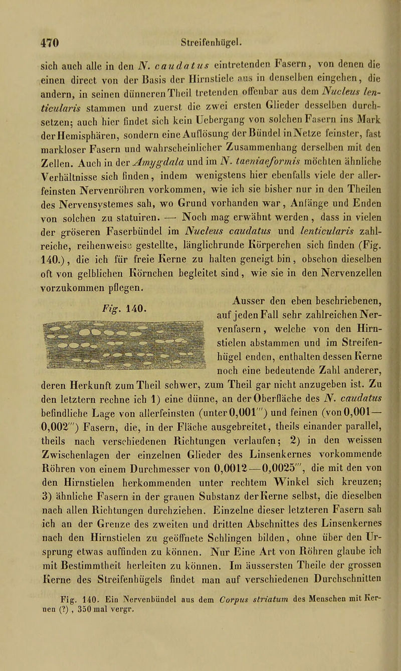 sich auch alle in den N. caudatus eintretenden Fasern, von denen die einen direct von der Basis der Hirnstiele aus in denselben eingehen, die andern, in seinen dünnerenTheil tretenden offenbar aus dem Nucleus len- ticularis stammen und zuerst die zwei ersten Glieder desselben durch- setzen; auch hier findet sich kein Ucbergang von solchen Fasern ins Mark der Hemisphären, sondern eine Auflösung der Bündel inNetze feinster, fast markloser Fasern und wahrscheinlicher Zusammenhang derselben mit den Zellen. Auch in der Amygdala und im N. tae.niaeformis möchten ähnliche Verhältnisse sich finden, indem wenigstens hier ebenfalls viele der aller- feinsten Nervenröhren Vorkommen, wie ich sie bisher nur in den Theilen des Nervensystemes sah, wo Grund vorhanden war, Anlänge und Enden von solchen zu statuiren. — Noch mag erwähnt werden, dass in vielen der gröseren Faserbündel im Nucleus caudatus und lenticularis zahl- reiche, reihenweise gestellte, länglichrunde Körperchen sich finden (Fig. 140.), die ich für freie Kerne zu halten geneigt bin, obschon dieselben oft von gelblichen Körnchen begleitet sind, wie sie in den Nervenzellen vorzukommen pflegen. Ausser den eben beschriebenen, auf jeden Fall sehr zahlreichen Ner- venfasern , welche von den Hirn- stielen abstamrnen und im Streifen- hügel enden, enthalten dessen Kerne noch eine bedeutende Zahl anderer, deren Herkunft zum Theil schwer, zum Theil gar nicht anzugeben ist. Zu den letztem rechne ich 1) eine dünne, an der Oberfläche des N. caudatus befindliche Lage von allerfeinsten (unter 0,001) und feinen (von 0,001—• 0,002') Fasern, die, in der Fläche ausgebreitet, theils einander parallel, theils nach verschiedenen Richtungen verlaufen; 2) in den weissen Zwischenlagen der einzelnen Glieder des Linsenkernes vorkommende Röhren von einem Durchmesser von 0,00L2—0,0025 , die mit den von den Hirnstielen herkommenden unter rechtem AVinkel sich kreuzen; 3) ähnliche Fasern in der grauen Substanz derKerne selbst, die dieselben nach allen Richtungen durchziehen. Einzelne dieser letzteren Fasern sah ich an der Grenze des zweiten und dritten Abschnittes des Linsenkernes nach den Hirnstielen zu geöffnete Schlingen bilden, ohne über den Ur- sprung etwas auffinden zu können. Nur Eine Art von Röhren glaube ich mit Bestimmtheit herleiten zu können. Im äussersten Theile der grossen Kerne des Streifenhügels findet man auf verschiedenen Durchschnitten Fig. 140. Ein Nervenbündel aus dem Corpus striatum des Menschen mit Ker- nen (?) , 350 mal vergr. Fig. 140.