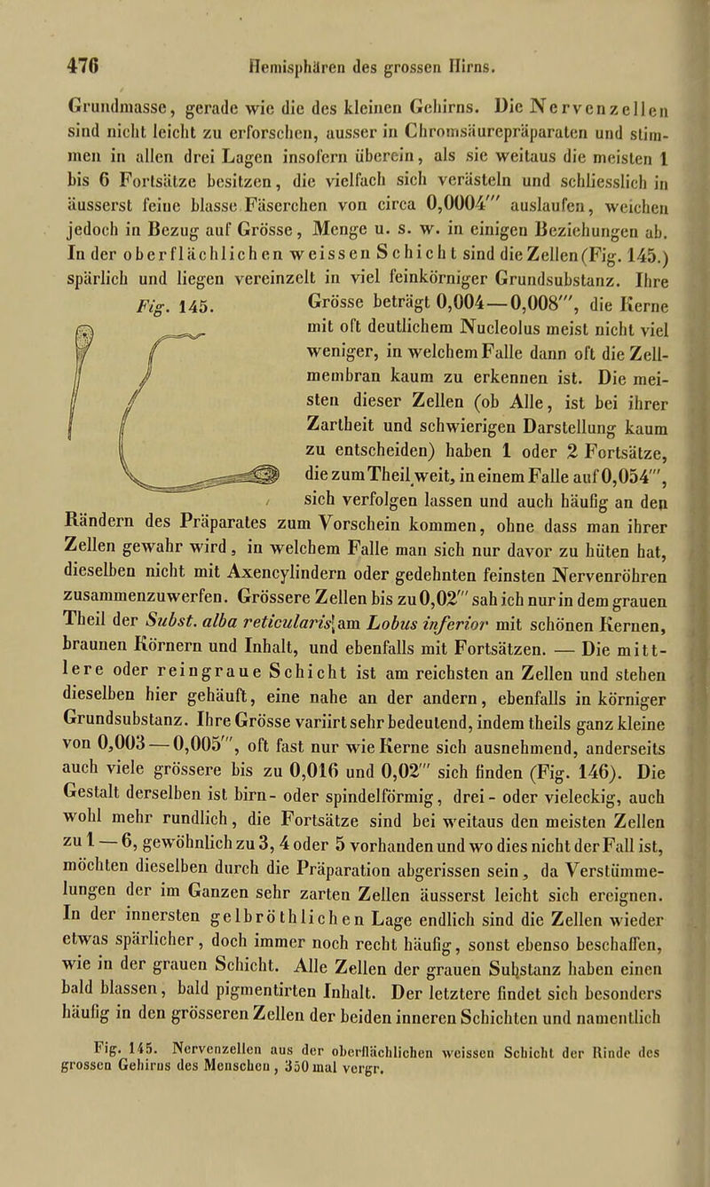 Grundniasse, gerade wie die des kleinen Gehirns. Die Nervenzellen sind nicht leicht zu erforschen, ausser in Chromsäurepräparaten und stim- men in allen drei Lagen insofern überein, als sie weitaus die meisten 1 bis 6 Fortsätze besitzen, die vielfach sich verästeln und schliesslich in äusserst feine blasse Fäserchen von circa 0,0004' auslaufen, weichen jedoch in Bezug auf Grösse, Menge u. s. w. in einigen Beziehungen ab. In der oberflächlichen weissen Schiebt sind die Zellen (Fig. 145.) spärlich und liegen vereinzelt in viel feinkörniger Grundsubstanz. Ihre Grösse beträgt 0,004 — 0,008', die Kerne mit oft deutlichem Nucleolus meist nicht viel weniger, in welchem Falle dann oft die Zell- membran kaum zu erkennen ist. Die mei- sten dieser Zellen (ob Alle, ist bei ihrer Zartheit und schwierigen Darstellung kaum zu entscheiden) haben 1 oder 2 Fortsätze, die zumTheil weit, in einem Falle auf 0,054', sich verfolgen lassen und auch häufig an den Rändern des Präparates zum \orschein kommen, ohne dass man ihrer Fig. 145. Zellen gewahr wird, in welchem Falle man sich nur davor zu hüten hat, dieselben nicht mit Axencylindern oder gedehnten feinsten Nervenröhren zusammenzuwerfen. Grössere Zellen bis zu 0,02' sah ich nur in dem grauen Theil der Subst. alba reticularis\am Lohns inferior mit schönen Kernen, braunen Körnern und Inhalt, und ebenfalls mit Fortsätzen. — Die mitt- lere oder reingraue Schicht ist am reichsten an Zellen und stehen dieselben hier gehäuft, eine nahe an der andern, ebenfalls in körniger Grundsubstanz. Ihre Grösse variirt sehr bedeutend, indem theils ganz kleine von 0,003 — 0,005', oft fast nur wie Kerne sich ausnehmend, anderseits auch viele grössere bis zu 0,016 und 0,02 sich finden (Fig. 146). Die Gestalt derselben ist birn- oder spindelförmig, drei - oder vieleckig, auch wohl mehr rundlich, die Fortsätze sind bei weitaus den meisten Zellen zu 1 6, gewöhnlich zu 3,4 oder 5 vorhanden und wo dies nicht derFall ist, möchten dieselben durch die Präparation abgerissen sein, da Verstümme- lungen der im Ganzen sehr zarten Zellen äusserst leicht sich ereignen. In der innersten gelbröthliehen Lage endlich sind die Zellen wieder etwas spärlicher, doch immer noch recht häufig, sonst ebenso beschaffen, wie in der grauen Schicht. Alle Zellen der grauen Substanz haben einen bald blassen, bald pigmentirten Inhalt. Der letztere findet sich besonders häufig in den grösseren Zellen der beiden inneren Schichten und namentlich I' iff. 1^5. Nervenzellen aus der oberflächlichen weissen Schicht der Rinde des grossen Gehirns des Menschen , 350 mal vergr.